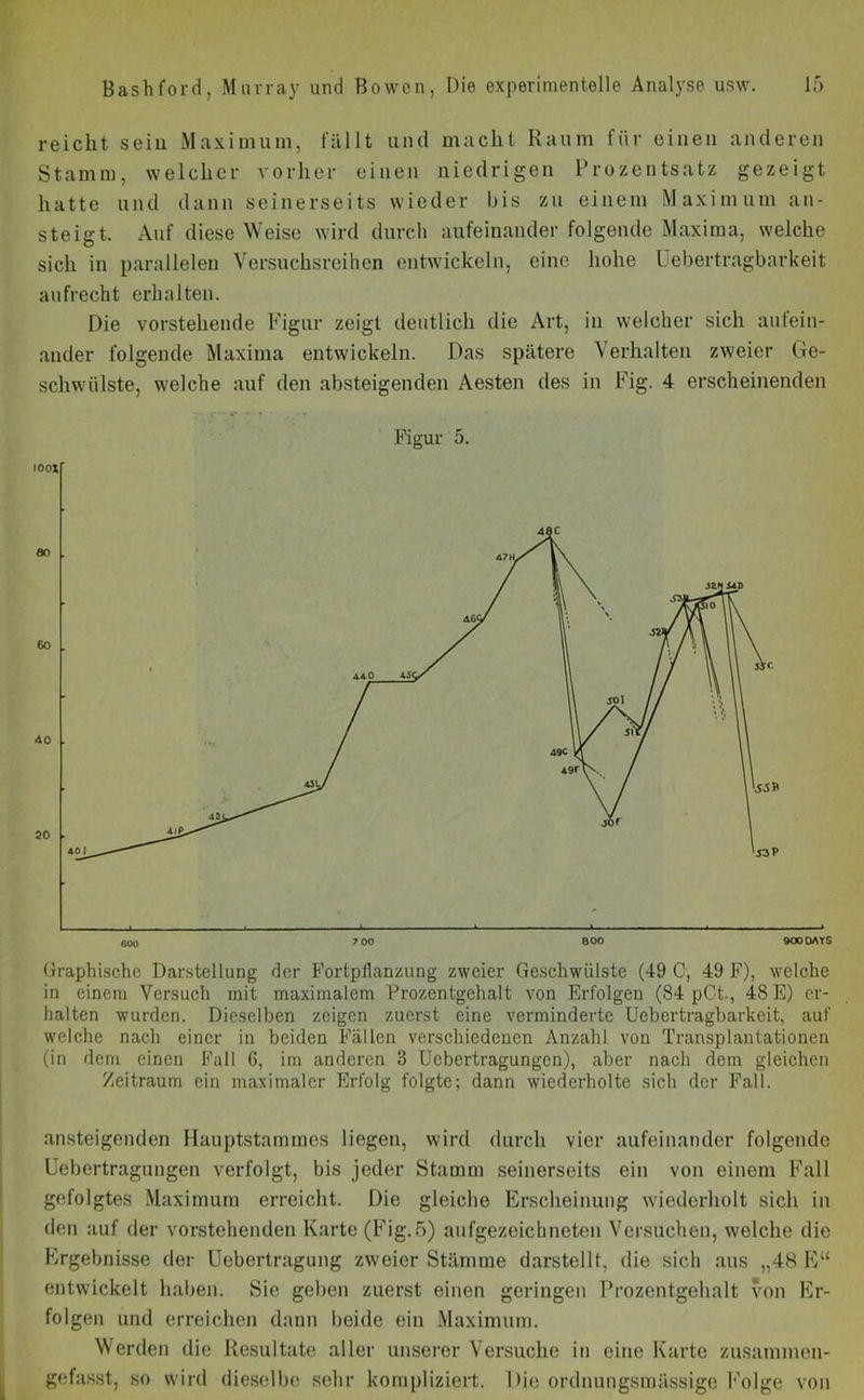 reicht sein Maximum, fällt und macht Raum für einen anderen Stamm, welcher vorher einen niedrigen Prozentsatz gezeigt hatte und dann seinerseits wieder bis zu einem Maximum an- steigt. Auf diese Weise wird durch aufeinander folgende Maxima, welche sich in parallelen Versuchsreihen entwickeln, eine hohe Lebertragbarkeit aufrecht erhalten. Die vorstehende Figur zeigt deutlich die Art, in welcher sich aufein- ander folgende Maxima entwickeln. Das spätere Verhalten zweier Ge- schwülste, welche auf den absteigenden Aesten des in Fig. 4 erscheinenden Figur 5. Graphische Darstellung der Fortpflanzung zweier Geschwülste (49 G, 49 F), welche in einem Versuch mit maximalem Prozentgehalt von Erfolgen (84 pCt., 48 E) er- halten wurden. Dieselben zeigen zuerst eine verminderte Uebertragbarkeit, auf welche nach einer in beiden Fällen verschiedenen Anzahl von Transplantationen (in dem einen Fall 6, im anderen 3 Uebertragungcn), aber nach dem gleichen Zeitraum ein maximaler Erfolg folgte; dann wiederholte sich der Fall. ansteigenden Hauptstammes liegen, wird durch vier aufeinander folgende Uebertragungen verfolgt, bis jeder Stamm seinerseits ein von einem Fall gefolgtes Maximum erreicht. Die gleiche Erscheinung wiederholt sich in den auf der vorstehenden Karte (Fig. 5) aufgezeichneten Versuchen, welche die Ergebnisse der Uebertragung zweier Stämme darstellt, die sich aus „48 Ew entwickelt haben. Sie geben zuerst einen geringen Prozentgehalt von Er- folgen und erreichen dann beide ein Maximum. Werden die Resultate aller unserer Versuche in eine Karte zusammen- gefasst, so wird dieselbe sehr kompliziert. Die ordnungsmässige Folge von