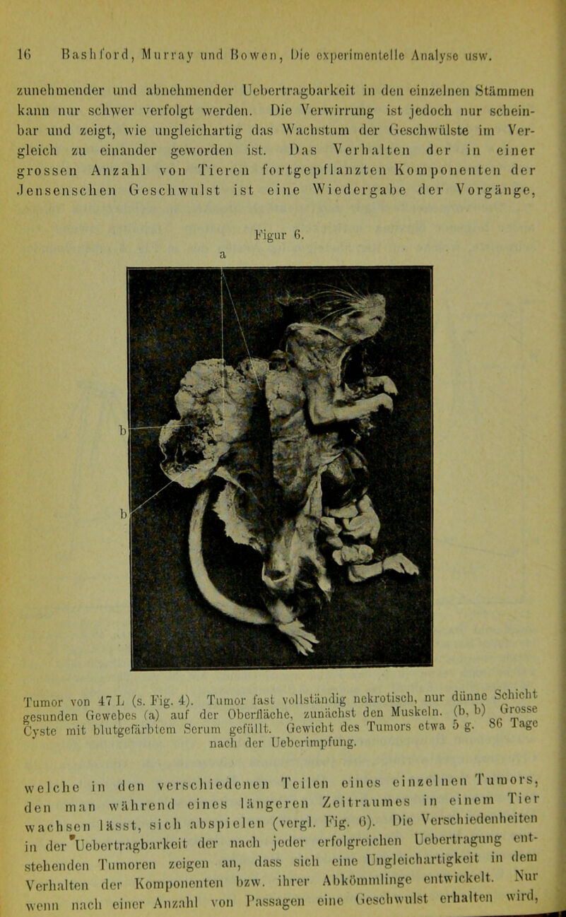 bß bß bar und zeigt, wie ungleichartig das Wachstum der Geschwülste im Ver- leich zu einander geworden ist. Das Verhalten der in einer rossen Anzahl von Tieren fortgepflanzten Komponenten der .1 ensenschen Geschwulst ist eine Wiedergabe der Vorgänge, a Figur 6. Tumor von 47 L (s. Fig. 4). Tumor fast vollständig nekrotisch, nur dünne Schicht gesunden Gewebes fa) auf der Obcrllächc, zunächst den Muskeln. Grosse Cyste mit blutgcfärbtcm Serum gefüllt. Gewicht des Tumors etwa 5 g. ob aSc nach der Uebcrimpfung. welche in den verschiedenen Teilen eines einzelnen luraors, Jen man während eines längeren Zeitraumes in einem liei wachsen lässt, sich abspielen (vergl. Fig. 0). Die Verschiedenheiten in der Uebertragbarkeit der nach jeder erfolgreichen Uebertragung ent- stehenden Tumoren zeigen an, dass sich eine Ungleichartigkeit in dem Verhalten der Komponenten bzw. ihrer Abkömmlinge entwickelt, wenn nach einer Anzahl von Passagen eine Geschwulst erhalten wird.