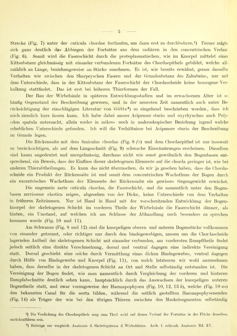 0 Strecke (Fig. 7) unter der cuticula chordae fortlaufen, um dann erst zu durchbohren.1) Ferner zeigte sich ganz deutlich das Abbiegen der Fortsätze aus dem radiären in den concentrischen Yerlau: (Fig. 6). Somit wird die Faserschicht durch die protoplasmatischen, wie im Knorpel mittelst eine] Kittsubstanz gleichmässig mit einander verbundenen Fortsätze des Chordaepithels gebildet, welche all- mählich an Länge, beziehungsweise an Stärke zunehmen. Es ist, wie bereits erwähnt, genau dasselbe Verhalten wie zwischen den Sharpeyschen Fasern und der Grundsubstanz des Zahnbeins, nur mit dem Unterschiede, dass in der Kittsubstanz der Faserschicht der Chordascheide keine homogene Ver- kalkung stattfindet. Das ist erst bei höheren Thierformen der Fall. Der Bau der Wirbelsäule in späteren Entwicklungsstadien und im erwachsenen Alter ist so häufig Gegenstand der Beschreibung gewesen, und in der neuesten Zeit namentlich auch unter Be- rücksichtigung der einschlägigen Literatur von Götte2) so eingehend beschrieben worden, dass ich mich ziemlich kurz fassen kann. Ich habe dabei ausser Acipenser sturio und oxyrhynchus auch Poly- odon spatula untersucht, allem weder in mikro- noch in makroskopischer Beziehung irgend welche erheblichen Unterschiede gefunden. Ich will die Verhältnisse bei Acipenser sturio der Beschreibung zu Grunde legen. Die Rückensaite mit dem funiculus chordae (Fig. 8 fc) und dem Chordaepithel ist nur insoweit zu berücksichtigen, als auf dem Längsschnitt (Fig. 9) schwache Einschnürungen erscheinen. Dieselben sind kaum angedeutet und unregelmässig, durchaus nicht wie sonst gewöhnlich den Bogenbasen ent- sprechend, ein Beweis, dass der Einfluss dieser skeletogenen Elemente auf die chorda geringer ist, wie bei anderen Thierabtheilungen. Es kann das nicht überraschen, da wir ja gesehen haben, dass die Chorda- scheide ein Produkt der Rückensaite ist und somit dem concentrischen Wachsthum der Bogen durch ein excentrisches Wachsthum der Elemente der Rückensaite ein gewisses Gegengewicht erwächst. Die ungemein zarte cuticula chordae, die Faserschicht, und die namentlich unter den Bogen- basen zerrissene elastica zeigen, abgesehen von der Dicke, keine Unterschiede von dem Verhalten in früheren Zeiträumen. Nur ist Hand in Hand mit der vorschreitenden Entwicklung der Bogen- knorpel der skeletogenen Schicht im vorderen Theile der Wirbelsäule die Faserschicht dünner, als hinten, ein Umstand, auf welchen ich am Schlüsse der Abhandlung noch besonders zu sprechen kommen werde (Fig. 10 und 11). Am Schwänze (Fig. 8 und 12) sind die knorpeligen oberen und unteren Bogenstücke vollkommen von einander getrennt, oder richtiger nur durch den bindegewebigen, aussen um die Chordascheide lagernden Antheil der skeletogenen Schicht mit einander verbunden, am vordersten Rumpftheile findet jedoch seitlich eine direkte Verschmelzung, dorsal und ventral dagegen eine indirekte Vereinigung statt. Dorsal geschieht eine solche durch Vermittlung eines dicken Bindegewebes, ventral dagegen durch Hülfe von Bindegewebe und Knorpel (Fig. 11), von welch letzterem wir wohl anzunehmen haben, dass derselbe in der skeletogenen Schicht an Ort und Stelle selbständig entstanden ist. Die Vereinigung der Bogen findet, wie man namentlich durch Vergleichung der vorderen und hinteren Rumpfabschnitte deutlich sehen kann, hauptsächlich durch das Auswachsen der knorpeligen unteren Bogentheile statt, und zwar vorzugsweise der Haemapophysen (Fig. 10, 12, 13/0, welche (Fig. 10 ao) den bekannten Canal für die aorta bilden, während die seitlich gestellten Haemapophysenenden (Fig. 14) als Träger der wie bei den übrigen Thieren zwischen den Muskelsegmenten selbständig 0 Die Verdickung des Chordaepithels mag zum Theil wohl auf diesen Verlauf der Fortsätze in der Fläche desselben zurückzuführen sein.