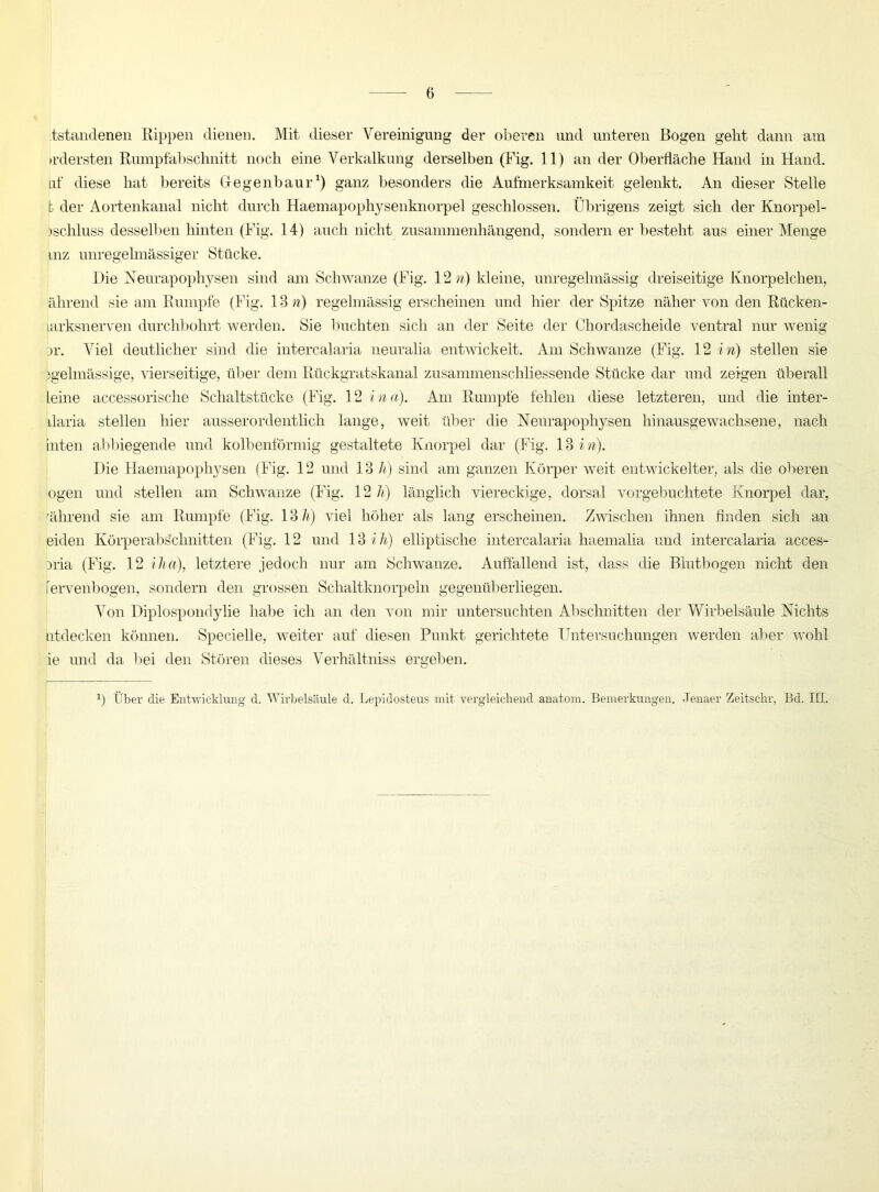 tstandenen Rippen dienen. Mit dieser Vereinigung der oberen und unteren Bogen geht dann am irdersten Rumpfabschnitt noch eine Verkalkung derselben (Fig. 11) an der Oberfläche Hand in Hand, af diese hat bereits Gegenbaur1) ganz besonders die Aufmerksamkeit gelenkt. An dieser Stelle b der Aortenkanal nicht durch Haemapophysenknorpel geschlossen. Übrigens zeigt sich der Knorpel- ischluss desselben hinten (Fig. 14) auch nicht zusammenhängend, sondern er besteht aus einer Menge inz unregelmässiger Stücke. Die Neurapophysen sind am Schwänze (Fig. 12 n) kleine, unregelmässig dreiseitige Knorpelchen, ährend sie am Rumpfe (Fig. 18 n) regelmässig erscheinen und hier der Spitze näher von den Rücken- Larksnerven durchbohrt werden. Sie buchten sich an der Seite der Chordascheide ventral nur wenig n\ Viel deutlicher sind die intercalaria neuralia entwickelt. Am Schwänze (Fig. 12 i n) stellen sie igelmässige, vierseitige, über dem Rückgratskanal zusammenschliessende Stücke dar und zeigen überall Leine accessorisehe Schaltstücke (Fig. 12 ina). Am Rumpfe fehlen diese letzteren, und die inter- ilaria stellen hier ausserordentlich lange, weit über die Neurapophysen hinausgewachsene, nach inten abbiegende und kolbenförmig gestaltete Knorpel dar (Fig. 18 i n). Die Haemapophysen (Fig. 12 und 13 h) sind am ganzen Körper weit entwickelter, als die oberen ogen und stellen am Schwänze (Fig. 12 Ji) länglich viereckige, dorsal vorgebuchtete Knorpel dar, Ahrend sie am Rumpfe (Fig. 13/t) viel höher als lang erscheinen. Zwischen ihnen finden sich an eiden Kürperabschnitten (Fig. 12 und 13 ih) elliptische intercalaria haemalia und intercalaria acces- nia (Fig. 12 iha), letztere jedoch nur am Schwänze. Auffallend ist, dass die Blutbogen nicht den lervenbogen, sondern den grossen Schaltknorpeln gegenüberliegen. Von Diplospondylie habe ich an den von mir untersuchten Abschnitten der Wirbelsäule Nichts ntdecken können. Specielle, weiter auf diesen Punkt gerichtete Untersuchungen werden aber wohl ie und da bei den Stören dieses Verhältniss ergeben.