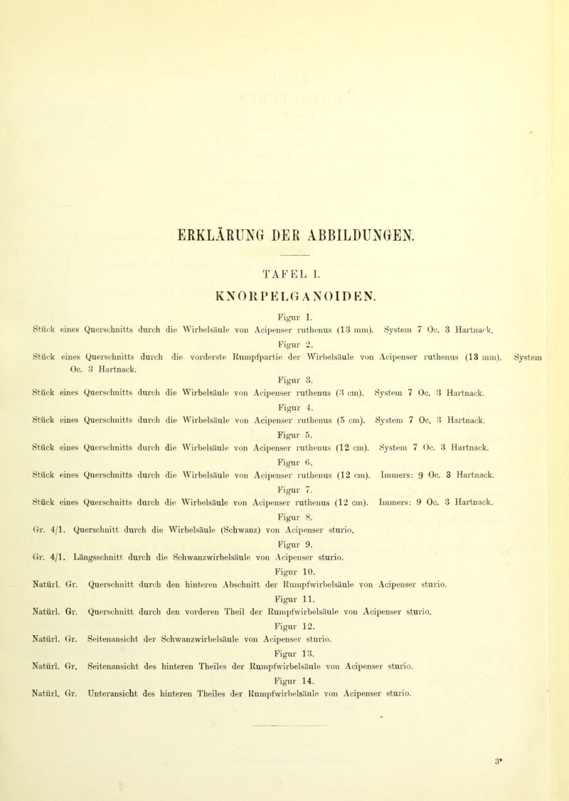 ERKLÄRUNG DER ABBILDUNGEN. TAFEL I. KNORPEL GANOIDE N. Figur 1. Stück eines Querschnitts durch die Wirbelsäule von Acipenser ruthenus (13 mm). System 7 Oc. 3 Hartnack. Figur 2. Stück eines Querschnitts durch die vorderste Rumpfpartie der Wirbelsäule von Acipenser ruthenus (13 mm). Oc. 3 Hartnack. Figur 3. Stück eines Querschnitts durch die Wirbelsäule von Acipenser ruthenus (3 cm). System 7 Oc. 3 Hartnack. Figur 4. Stück eines Querschnitts durch die Wirbelsäule von Acipenser ruthenus (5 cm). System 7 Oc. 3 Hartnack. Figur 5. Stück eines Querschnitts durch die Wirbelsäule von Acipenser ruthenus (12 cm). System 7 Oc. 3 Hartnack. Figur 6. Stück eines Querschnitts durch die Wirbelsäule von Acipenser ruthenus (12 cm). Immers: 9 Oc. 3 Hartnack. Figur 7. Stück eines Querschnitts durch die Wirbelsäule von Acipenser ruthenus (12 cm). Immers: 9 Oc. 3 Hartnack. Figur 8. Gr. 4/1. Querschnitt durch die Wirbelsäule (Schwanz) von Acipenser sturio. Figur 9. Gr. 4/1. Längsschnitt durch die Schwanzwirbelsäule von Acipenser sturio. Figur 10. Natürl. Gr. Querschnitt durch den hinteren Abschnitt der Rumpfwirbelsäule von Acipenser sturio. Figur 11. Natürl. Gr. Querschnitt durch den vorderen Theil der Rumpfwirbelsäule von Acipenser sturio. Figur 12. Natürl. Gr. Seitenansicht der Schwanzwirbelsäule von Acipenser sturio. Figur 13. Natürl. Gr. Seitenansicht des hinteren Theiles der Rumpfwirbelsäule von Acipenser sturio. Figur 14. Natürl. Gr. Unteransicht des hinteren Theiles der Rumpfwirbelsäule von Acipenser sturio. System 3*