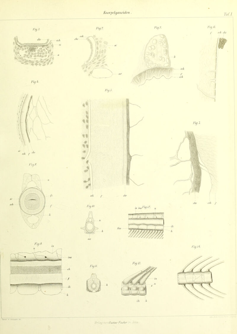 Knorpciganoidm Taf.l.