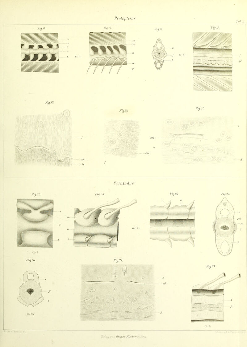 Prolopterus Tat: II. Rasse et Assavann. del. Gustav Fischer