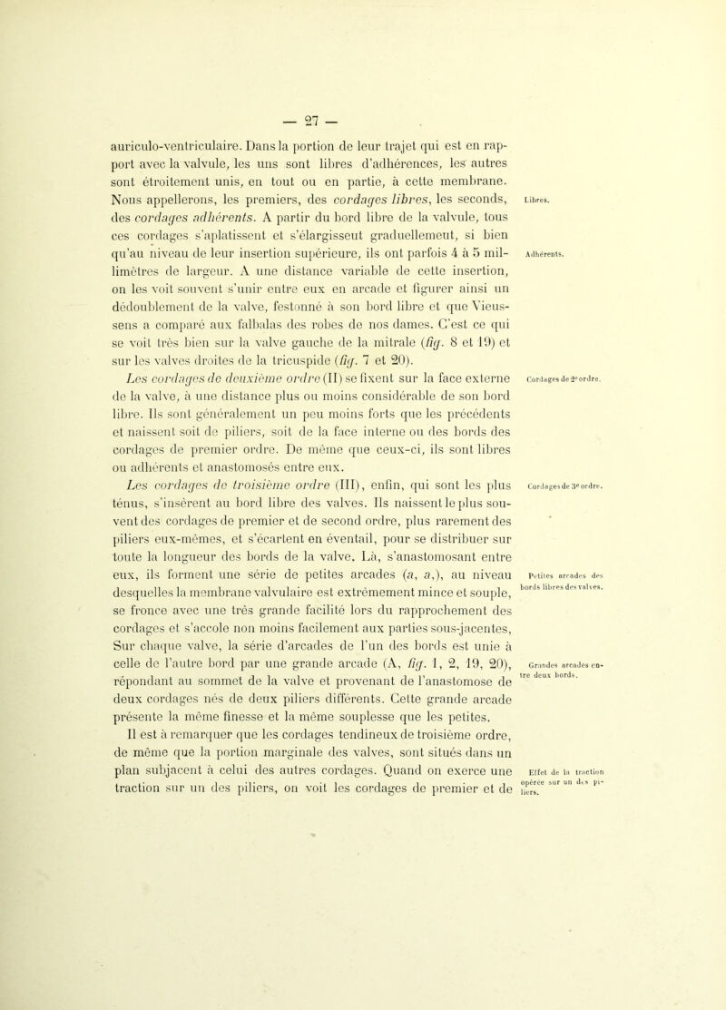 auriculo-ventriculaire. Dans la portion de leur trajet qui est en rap- port avec la valvule, les uns sont libres d’adhérences, les' autres sont étroitement unis, en tout ou en partie, à cette membrane. Nous appellerons, les premiers, des cordages libres, les seconds, des cordages adhérents. A partir du bord libre de la valvule, tous ces cordages s’aplatissent et s’élargisseut graduellement, si bien qu’au niveau de leur insertion supérieure, ils ont parfois 4 à 5 mil- limètres de largeur. A une distance variable de cette insertion, on les voit souvent s’unir entre eux en arcade et figurer ainsi un dédoublement de la valve, festonné à son bord libre et que Vieus- sens a comparé aux falbalas des robes de nos dames. C’est ce qui se voit très bien sur la valve gauche de la mitrale {fig. 8 et 19) et sur les valves droites de la tricuspide {fig. 7 et 20). Les cordages de deuxième ordre (II) se fixent sur la face externe de la valve, à une distance plus ou moins considérable de son bord libre. Ils sont généralement un peu moins forts que les précédents et naissent soit de piliers, soit de la face interne ou des bords des cordages de premier ordre. De même que ceux-ci, ils sont libres ou adhérents et anastomosés entre eux. Les cordages de troisième ordre (III), enfin, qui sont les plus ténus, s’insèrent au bord libre des valves. Ils naissent le plus sou- vent des cordages de premier et de second ordre, plus rarement des piliers eux-mêmes, et s’écartent en éventail, pour se distribuer sur toute la longueur des bords de la valve. Là, s’anastomosant entre eux, ils forment une série de petites arcades (a, a,), au niveau desquelles la membrane valvulaire est extrêmement mince et souple, se fronce avec une très grande facilité lors du rapprochement des cordages et s’accole non moins facilement aux parties sous-jacentes, Sur chaque valve, la série d’arcades de l’un des bords est unie à celle de l’autre bord par une grande arcade (A, fig. 1, 2, 19, 20), répondant au sommet de la valve et provenant de l’anastomose de deux cordages nés de deux piliers différents. Cette grande arcade présente la même finesse et la même souplesse que les petites. Il est à remarquer que les cordages tendineux de troisième ordre, de même que la portion marginale des valves, sont situés dans un plan subjacent à celui des autres cordages. Quand on exerce une traction sur un des piliers, on voit les cordages de premier et de Libres. Adhérents. Cordages de 2e ordre. Cordages de 3e ordre. Petites arcades des bords libres des valves. Grandes arcades en- tre deux bords. Effet de la traction opérée sur un des pi- liers.