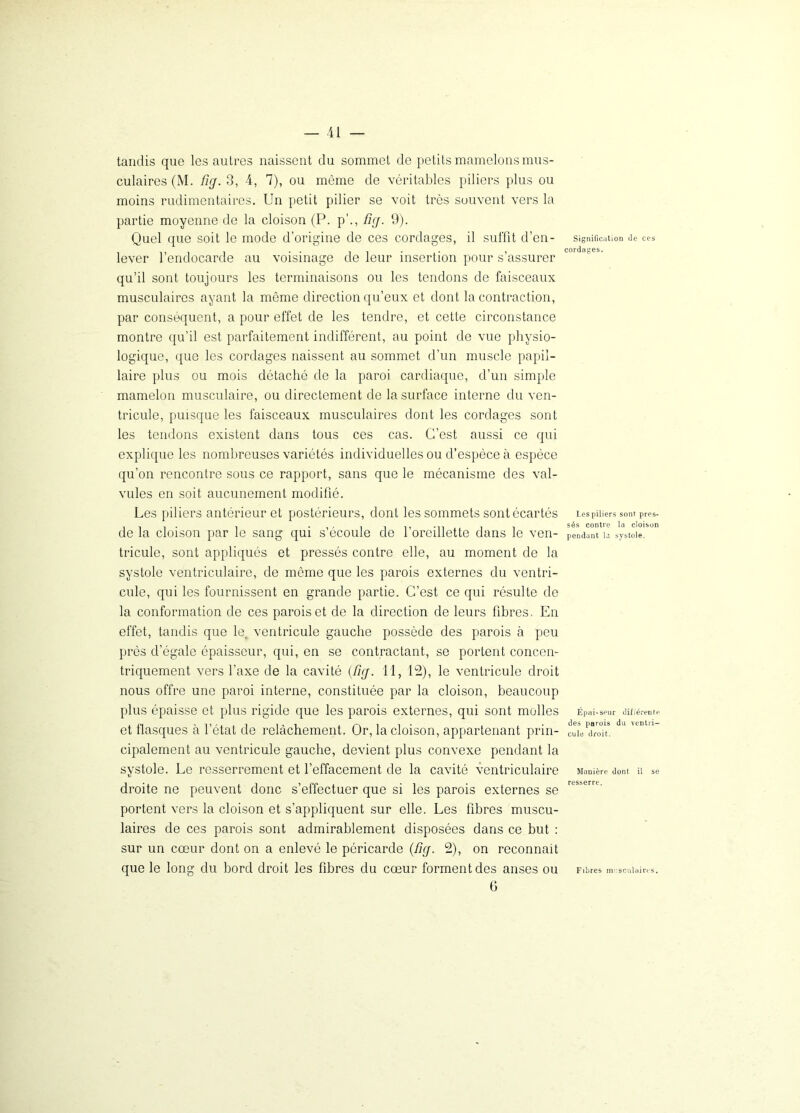 tandis que les autres naissent du sommet de petits mamelons mus- culaires (M. fig. 3, 4, 7), ou même de véritables piliers plus ou moins rudimentaires. Un petit pilier se voit très souvent vers la partie moyenne do la cloison (P. p’., fuj. 9). Quel que soit le mode d’origine de ces cordages, il suffit d’en- lever l’endocarde au voisinage de leur insertion pour s’assurer qu’il sont toujours les terminaisons ou les tendons de faisceaux musculaires ayant la même direction qu’eux et dont la contraction, par conséquent, a pour effet de les tendre, et cette circonstance montre qu’il est parfaitement indifférent, au point de vue physio- logique, que les cordages naissent au sommet d’un muscle papil- laire plus ou mois détaché de la paroi cardiaque, d’un simple mamelon musculaire, ou directement de la surface interne du ven- tricule, puisque les faisceaux musculaires dont les cordages sont les tendons existent dans tous ces cas. C’est aussi ce qui explique les nombreuses variétés individuelles ou d’espèce à espèce qu’on rencontre sous ce rapport, sans que le mécanisme des val- vules en soit aucunement modifié. Les piliers antérieur et postérieurs, dont les sommets sont écartés de la cloison par le sang qui s’écoule de l’oreillette dans le ven- tricule, sont appliqués et pressés contre elle, au moment de la systole ventriculaire, de môme que les parois externes du ventri- cule, qui les fournissent en grande partie. C’est ce qui résulte de la conformation de ces parois et de la direction de leurs fibres. En effet, tandis que le, ventricule gauche possède des parois à peu près d’égale épaisseur, qui, en se contractant, se portent concen- triquement vers l’axe de la cavité (fig. 11, 12), le ventricule droit nous offre une paroi interne, constituée par la cloison, beaucoup plus épaisse et plus rigide que les parois externes, qui sont molles et flasques à l’état de relâchement. Or, la cloison, appartenant prin- cipalement au ventricule gauche, devient plus convexe pendant la systole. Le resserrement et l’effacement de la cavité ventriculaire droite ne peuvent donc s’effectuer que si les parois externes se portent vers la cloison et s’appliquent sur elle. Les fibres muscu- laires de ces parois sont admirablement disposées dans ce but : sur un cœur dont on a enlevé le péricarde (fig. 2), on reconnaît que le long du bord droit les fibres du cœur forment des anses ou 6 Signification Je ces cordages. Les piliers sont pres- sés contre la cloison pendant loi systole. Épai'Seur différente des parois du ventri- cule droit. Manière dont il se resserre. Fibres musculaires.