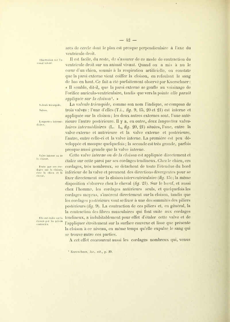 Observation sur l'a- nimal vivant. Valvule tricuspide. Valves. Languettes intermé- diaires. Valve interne ou de la cloison. Fixée pur ses cor- dages sur la cloison, chez le chien et le cheval. Elle est étalée sur la cloison par les piliirs contractés. arcs de cercle dont le plan est presque perpendiculaire cà l’axe du ventricule droit. Il est facile, du reste, de s’assurer de ce mode de contraction du ventricule droit sur un animal vivant. Quand on a mis à nu le cœur d’un chien, soumis à la respiration artificielle, on constate que la paroi externe vient coiffer la cloison, en refoulant le sang de bas en haut. Ce fait a été parfaitement observé par Kuerschner : « Il semble, dit-il, que la paroi externe se gonfle au voisinage de l’orifice auriculo-ventriculaire, tandis que vers la pointe elle parait appliquée sur la cloison1. » La valvule tricuspide, comme son nom l’indique, se compose de trois valves : l’une d’elles (T.i., firj. 9, 15, 20 et 21) est interne et appliquée sur la cloison; les deux autres externes sont, l’une anté- rieure l’autre postérieure. Il y a, en outre, deux lancjuettes valvu- laires intermédiaires (L. L, fnj. 20, 21) situées, l’une, entre la valve externe et antérieure et la valve externe et postérieure, l’autre, entre celle-ci et la valve interne. La première est peu dé- veloppée et manque quelquefois; la seconde est très grande, parfois presque aussi grande que la valve interne. Cette valve interne ou de la cloison est appliquée directement et étalée sur cette paroi par ses cordages tendineux. Chez le chien, ces cordages, très nombreux, se détachent de toute l’étendue du bord inférieur de la valve et prennent des directions divergentes pour se fixer directement sur la cloison interventriculaire (fig. 15); la même disposition s’observe chez le cheval (Cig. 21). Sur le bœuf, et aussi chez l’homme, les cordages antérieurs seuls, et quelquefois les cordages moyens, s’insèrent directement sur la cloison, tandis que les cordages postérieurs vont se fixer à une des sommités des piliers postérieurs (flg. 9). La contraction de ces piliers et, en général, la la contraction des fibres musculaires qui font suite aux cordages tendineux, a indubitablement pour effet d’étaler cette valve et de l’appliquer étroitement sur la surface convexe et lisse que présente la cloison à ce niveau, en même temps qu’elle expulse le sang qui se trouve entre ces parties. A cet effet concourent aussi les cordages nombreux qui, venus Kuerschner, loc. cil., p. 39.