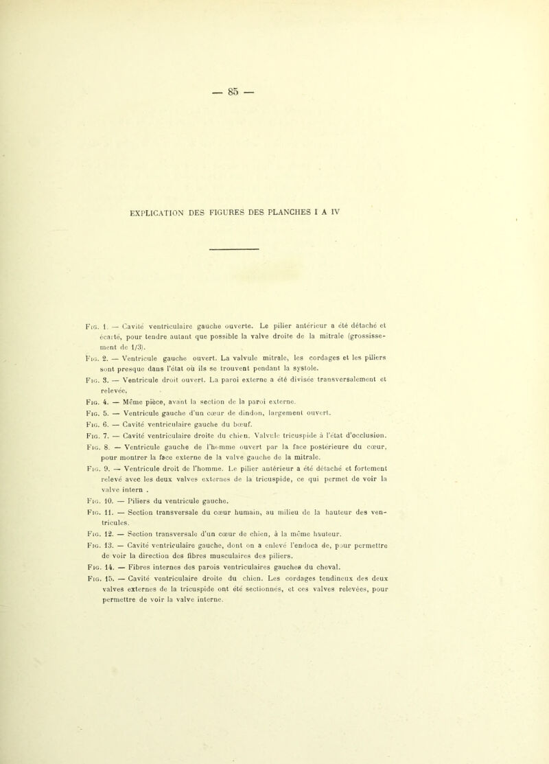 EXPLICATION DES FIGURES DES PLANCHES I A IV Fig. 1. — Cavilé ventriculaire gauche ouverte. Le pilier antérieur a été détaché et écarté, pour tendre autant que possible la valve droite de la mitrale (grossisse- ment de 1/3). Fig. 2. — Ventricule gauche ouvert. La valvule mitrale, les cordages et les piliers sont presque dans l’état où ils se trouvent pendant la systole. Fig. 3. — Ventricule droit ouvert. La paroi externe a été divisée transversalement et relevéet Fig. 4. — Même pièce, avant la section de la paroi externe. Fig. 5. — Ventricule gauche d’un cœur de dindon, largement ouvert. Fig. 6. — Cavité ventriculaire gauche du bœuf. Fig. 7. — Cavité ventriculaire droite du chien. Valvule tricuspide à l’état d’occlusion. Fig. 8. — Ventricule gauche de l'homme ouvert par la face postérieure du cœur, pour montrer la face externe de la valve gauche de la mitrale. Fig. 9. — Ventricule droit de l’homme. Le pilier antérieur a été détaché et fortement relevé avec les deux valves externes de la tricuspide, ce qui permet de voir la valve intern . Fig. 10. — Piliers du ventricule gauche. Fig. 11. — Section transversale du cœur humain, au milieu de la hauteur des ven- tricules. Fig. 12. — Section transversale d’un cœur de chien, à la même hauteur. Fig. 13. — Cavité ventriculaire gauche, dont on a enlevé l’endoca de, pour permettre de voir la direction des fibres musculaires des piliers. Fig. 14. — Fibres internes des parois ventriculaires gauches du cheval. Fig. 15. — Cavité ventriculaire droite du chien. Les cordages tendineux des deux valves externes de la tricuspide ont été sectionnés, et ces valves relevées, pour permettre de voir la valve interne.