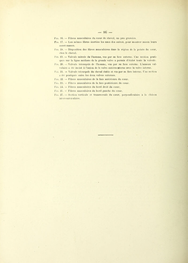 Fig. 16. — Fibres musculaires du cœur de cheval, uu peu grossies. Fig. 17. — Les mêmes fibres écartées les unes des autres, pour montrer mieux leurs anastomoses. Fig. 18. — Disposition des fibres musculaires dans la région de la pointe du cœur, chez le cheval. Fig. 19. — Valvule mitrale de l’homme, vue par sa face externe. Une section prati- quée sur la ligne médiane de la grande valve a permis d’étaler toute la valvule. Fig. 20. — Valvule tricuspide de l’homme, vue par sa face externe. L’anneau val- vulaire a été incisé à l’union de la valve antéro-externe avec la valve interne. Fig. 21. — Valvule tricuspide du cheval étalée et vue par sa face interne. Une section a été pratiquée entre les deux valves externes, Fig. 22. — Fibres musculaires de la face antérieure du cœur. Fig. 23, — Fibres musculaires de la face postérieure du cœur. Fig. 24. — Fibres musculaires du bord droit du cœur. Fig. 25. — Fibres musculaires du bord gauche du cœur, Fig. 27. — Section verticale et transversale du cœur, perpendiculaire à la cloison interventriculaire.