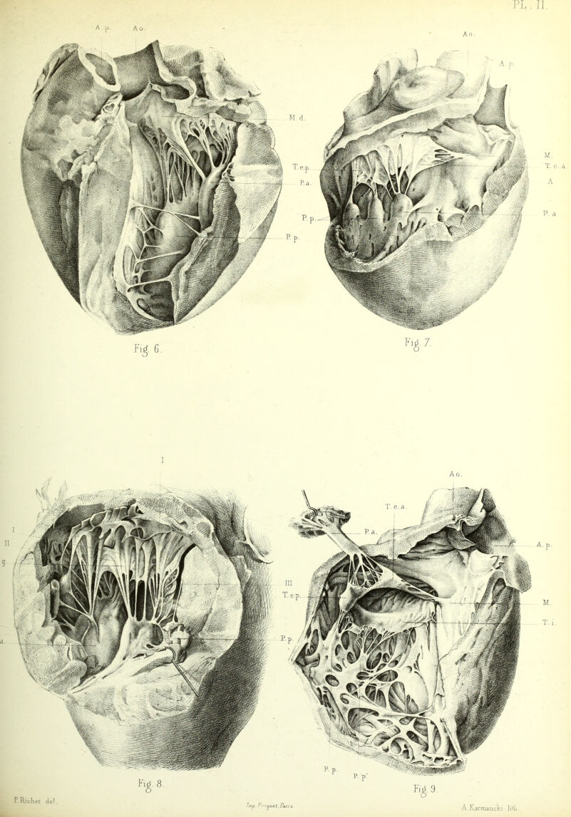 P.Rickei del Ao.