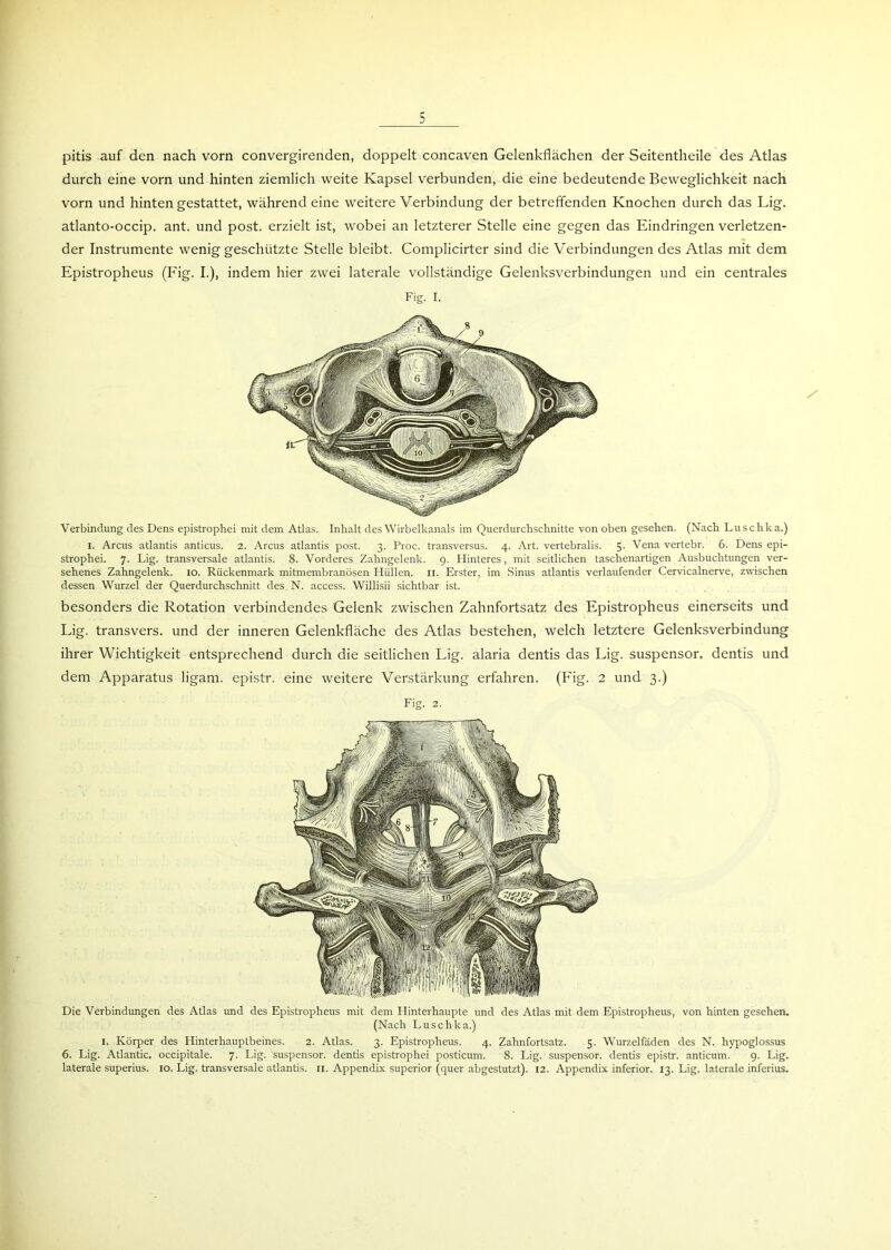 pitis auf den nach vorn convergirenden, doppelt concaven Gelenkflächen der Seitentheile des Atlas durch eine vorn und hinten ziemlich weite Kapsel verbunden, die eine bedeutende Beweglichkeit nach vorn und hinten gestattet, während eine weitere Verbindung der betreffenden Knochen durch das Lig. atlanto-occip. ant. und post, erzielt ist, wobei an letzterer Stelle eine gegen das Eindringen verletzen- der Instrumente wenig geschützte Stelle bleibt. Complicirter sind die Verbindungen des Atlas mit dem Epistropheus (Fig. I.), indem hier zwei laterale vollständige Gelenksverbindungen und ein centrales Fig. I. Verbindung des Dens epistrophei mit dem Atlas. Inhalt des Wirbelkanals im Querdurchschnitte von oben gesehen. (Nach Luschka.) I. Arcus atlantis anticus. 2. Arcus atlantis post. 3. Proc. transversus. 4. Art. vertebralis. 5. Vena vertebr. 6. Dens epi- strophei. 7. Lig. transversale atlantis. 8. Vorderes Zahngelenk. 9. Hinteres, mit seitlichen taschenartigen Ausbuchtungen ver- sehenes Zahngelenk. 10. Rückenmark mitmembranösen Hüllen. 11. Erster, im Sinus atlantis verlaufender Cervicalnerve, zwischen dessen Wurzel der Querdurchschnitt des, N. access. Willisii sichtbar ist. besonders die Rotation verbindendes Gelenk zwischen Zahnfortsatz des Epistropheus einerseits und Lig. transvers. und der inneren Gelenkfläche des Atlas bestehen, welch letztere Gelenksverbindung ihrer Wichtigkeit entsprechend durch die seitlichen Lig. alaria dentis das Lig. suspensor. dentis und dem Apparatus ligam. epistr. eine weitere Verstärkung erfahren. (Fig. 2 und 3.) Fig. 2. Die Verbindungen des Atlas und des Epistropheus mit dem Hinterhaupte und des Atlas mit dem Epistropheus, von hinten gesehen. (Nach Luschka.) 1. Körper des Hinterhauptbeines. 2. Atlas. 3. Epistropheus. 4. Zahnfortsatz. 5. Wurzelfäden des N. hypoglossus 6. Lig. Atlantic, occipitale. 7. Lig. suspensor. dentis epistrophei posticum. 8. Lig. suspensor. dentis epistr. anticum. 9. Lig. laterale superius. 10. Lig. transversale atlantis. n. Appendix superior (quer abgestutzt). 12. Appendix inferior. 13. Lig. laterale inferius.