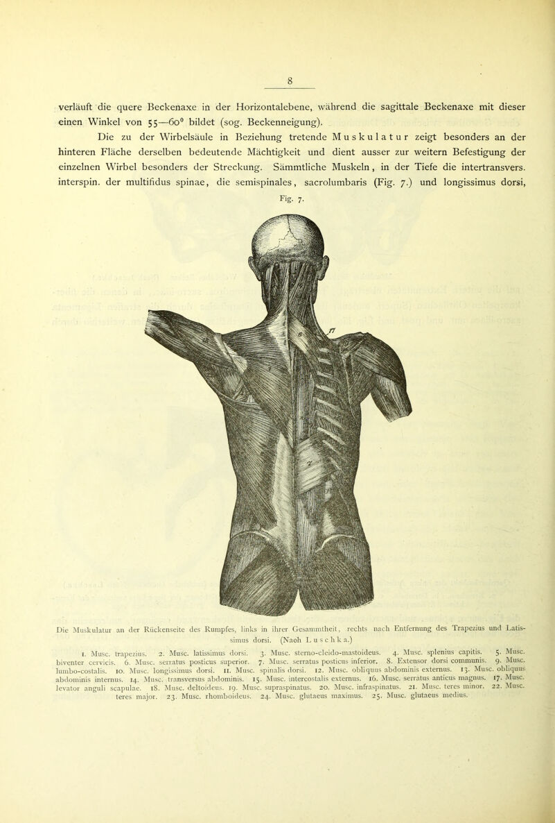 verläuft die quere Beckenaxe in der Horizontalebene, während die sagittale Beckenaxe mit dieser einen Winkel von 55—6o° bildet (sog. Beckenneigung). Die zu der Wirbelsäule in Beziehung tretende Muskulatur zeigt besonders an der hinteren Fläche derselben bedeutende Mächtigkeit und dient ausser zur weitern Befestigung der einzelnen Wirbel besonders der Streckung. Sämmtliche Muskeln, in der Tiefe die intertransvers. interspin. der multifidus spinae, die semispinales, sacrolumbaris (Fig. 7.) und longissimus dorsi, Fig. 7. Die Muskulatur an der Rückenseite des Rumpfes, links in ihrer Gesammtheit, rechts nach Entfernung des Trapezius und Latis- simus dorsi. (Naoh Luschk a.) 1. Muse, trapezius. 2. Muse, latissimus dorsi. 3. Muse, sterno-cleido-mastoideus. 4. Muse, splenius capitis. 5. Muse, biventer cervicis. 6. Muse, serratus posticus superior. 7. Muse, serratus posticus inferior. 8. Extensor dorsi communis. 9. Muse, lumbo-costalis. 10. Muse, longissimus dorsi. n. Muse, spinalis dorsi. 12. Muse, obliquus abdominis externus. 13. Muse, obliquus abdominis internus. 14. Muse, transversus abdominis. 15. Muse, intercostalis externus. 16. Muse, serratus anticus rnagnus. 17. Muse, levator anguli scapulae. 18. Muse, deltoideus. 19. Muse, supraspinatus. 20. Muse, infraspinatus. 21. Muse, teres minor. 22. Muse, teres major. 23. Muse, rhomboideus. 24. Muse, glutaeus maximus. 25. Muse, glutaeus medius.