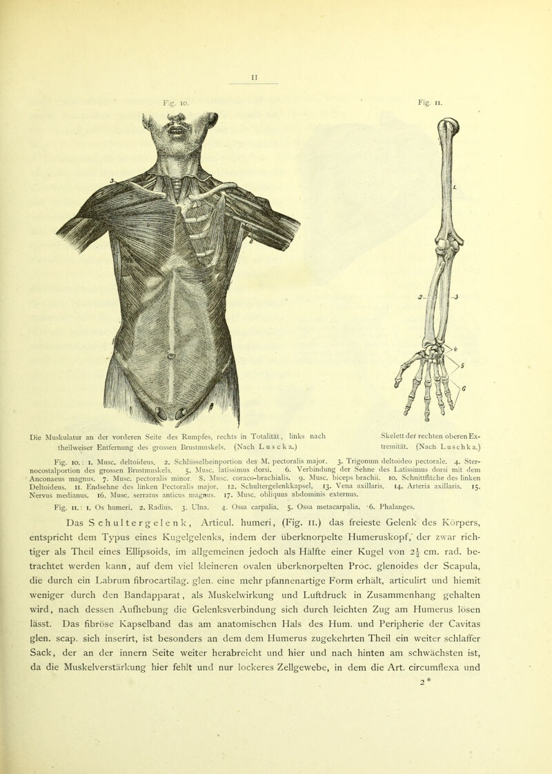 Fig. io. Fig. ii. Die Muskulatur an der vorderen Seite des Rumpfes, rechts in Totalität, links nach Skelett der rechten oberen Ex- theilweiser Entfernung des grossen Brustmuskels. (Nach Luscka.) tremität. (Nach Luschka.) Fig. io.: I. Muse, deltoideus. 2. Schlüsselbeinportion des M. pectoralis major. 3. Trigonum deltoideo pectorale. 4. Ster- nocostalportion des grossen Brustmuskels. 5. Muse, latissimus dorsi. 6. Verbindung der Sehne des Latissimus dorsi mit dem Anconaeus magnus. 7. Muse, pectoralis minor. 8. Muse, coraco-brachialis. 9. Muse, biceps brachii. 10. Schnittfläche des linken Deltoideus. 11. Endsehne des linken Pectoralis major. 12. Schultergelenkkapsel, 13. Vena axillaris. 14. Arteria axillaris. 15. Nervus medianus. 16. Muse, serratus anticus magnus. 17. Muse, obliquus abdominis externus. Fig. 11.: 1. Os humeri. 2. Radius. 3. Ulna. 4. Ossa carpalia. 5. Ossa metacarpalia. 6. Phalanges. Das Schultergelenk, Articul. humeri, (Fig. 11.) das freieste Gelenk des Körpers, entspricht dem Typus eines Kugelgelenks, indem der iiberknorpelte Humeruskopf,' der zwar rich- tiger als Theil eines Ellipsoids, im allgemeinen jedoch als Hälfte einer Kugel von cm. rad. be- trachtet werden kann, auf dem viel kleineren ovalen überknorpelten Proc. glenoides der Scapula, die durch ein Labrum fibrocartilag. glen. eine mehr pfannenartige Form erhält, articulirt und hiemit weniger durch den Bandapparat, als Muskelwirkung und Luftdruck in Zusammenhang gehalten wird, nach dessen Aufhebung die Gelenksverbindung sich durch leichten Zug am Plumerus lösen lässt. Das fibröse Kapselband das am anatomischen Hals des Hum. und Peripherie der Cavitas glen. scap. sich inserirt, ist besonders an dem dem Humerus zugekehrten Theil ein weiter schlaffer Sack, der an der innern Seite weiter herabreicht und hier und nach hinten am schwächsten ist, da die Muskelverstärkung hier fehlt und nur lockeres Zellgewebe, in dem die Art. circumflexa und 2 *