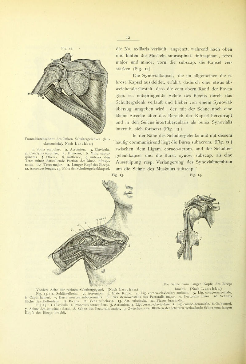 Fig. 12. Frontaldurchschnitt des linken Schultergelenkes (Rü- ckenansicht). Nach Luschka.) I. Spina Scapulae. 2. Acromion. 3. Clavicula. 4. Condylus scapulae. 5. Humerus. 6. Muse, supra- spinatus. 7. Obere-, 8. mittlere-, 9. untere-, den Teres minor darstellende Portion des Muse, infraspi- natus. 10. Teres major. n. Langer Kopf des Biceps. 12. Anconeus longus. 13. Falte der Schultergelenkkapsel. die No. axillaris verläuft, angrenzt, während nach oben und hinten die Muskeln supraspinat., infraspinat., teres major und minor, vorn die subscap. die Kapsel ver- stärken (Fig. 12). Die Synovialkapsel, die im allgemeinen die fi- bröse Kapsel auskleidet, erfährt dadurch eine etwas ab- weichende Gestalt, dass die vom obern Rand der Fovea glen. sc. entspringende Sehne des Biceps durch das Schultergelenk verläuft und hiebei von einem Synovial- überzug umgeben wird , der mit der Sehne noch eine kleine Strecke über das Bereich der Kapsel hervorragt und in den Sulcus intertubercularis als bursa Synovialis intertub. sich fortsetzt (Fig. 13.). In der Nähe des Schultergelenks und mit diesem häufig communicirend liegt die Bursa subacrom. (Fig. 13.) zwischen dem Ligam. coraco-acrom. und der Schulter- gelenkkapsel und die Bursa synov. subscap. als eine Ausstülpung resp. Verlängerung des Synovialmembran um die Sehne des Muskulus subscap. Fig. 13- Fig. 14. Vordere Seite der rechten Schultergegend. (Nach Luschka.) brachii. (Nach Luschka.) Fig. 13. : 1. Schlüsselbein. 2. Acromion. 3. Erste Rippe. 4. Lig. coraco-claviculare anticum. 5- Lig. coraco-acromiale. 6. Caput humeri. 7. Bursa mucosa subacromialis. 8. Pars sterno-costalis des Pectoralis major. 9. Pectoralis minor. 10. Schnitt- fläche des Deltoideus. 11. Biceps. 12. Vena subclavia. 13. Art. subclavia. 14. Plexus brachialis. Fig. 14.: I. Clavicula. 2. Processus coracoideus. 3. Acromion. 4. Lig. coraco-claviculare. 5. Lig. coraco-acromiale. 6. Os humeri. 7. Sehne des latissimus dorsi. 8. Sehne des Pectoralis major. 9. Zwischen zwei Blättern der letzteren verlaufende Sehne vom langen Kopfe des Biceps brachii.