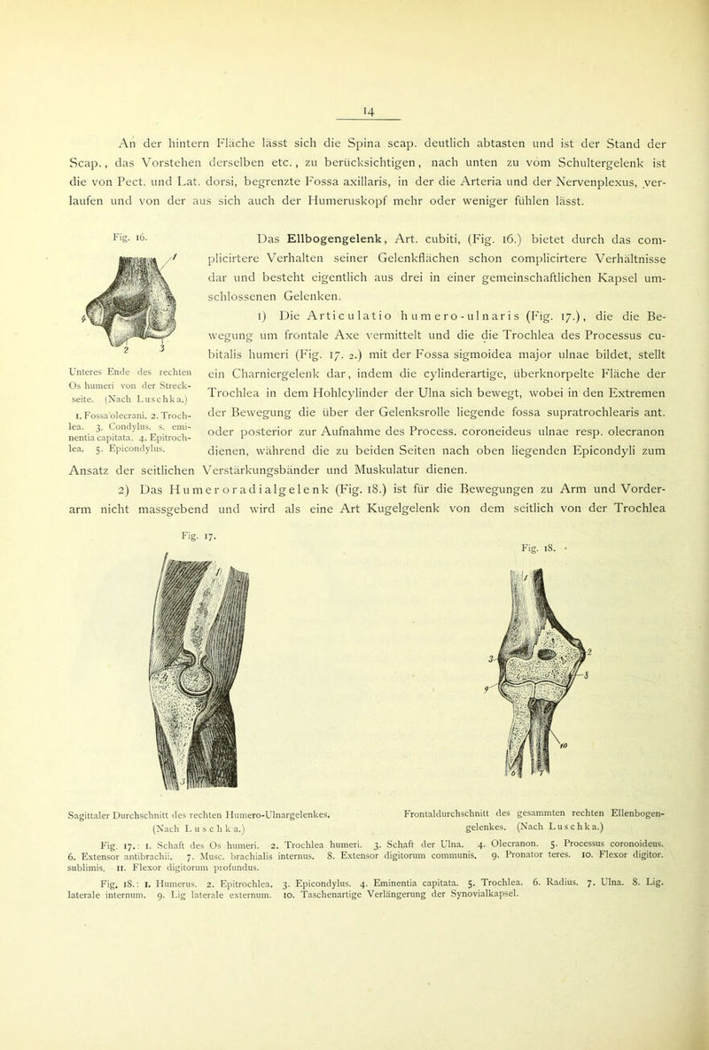 An der hintern Fläche lässt sich die Spina scap. deutlich abtasten und ist der Stand der Scap., das Vorstehen derselben etc., zu berücksichtigen, nach unten zu vom Schultergelenk ist die von Pect, und Lat. dorsi, begrenzte Fossa axillaris, in der die Arteria und der Nervenplexus, ver- laufen und von der aus sich auch der Humeruskopf mehr oder weniger fühlen lässt. Das Ellbogengelenk, Art. cubiti, (Fig. 16.) bietet durch das com- plicirtere Verhalten seiner Gelenkflächen schon complicirtere Verhältnisse dar und besteht eigentlich aus drei in einer gemeinschaftlichen Kapsel um- schlossenen Gelenken. i) Die Articulatio humero-ulnaris (Fig. 17.), die die Be- wegung um frontale Axe vermittelt und die die Trochlea des Processus cu- bitalis humeri (Fig. 17. 2.) mit der P'ossa sigmoidea major ulnae bildet, stellt ein Charniergelenk dar, indem die cylinderartige, überknorpelte Fläche der Trochlea in dem Hohlcylinder der Ulna sich bewegt, wobei in den Extremen der Bewegung die über der Gelenksrolle liegende fossa supratrochlearis ant. oder posterior zur Aufnahme des Process. coroneideus ulnae resp. olecranon dienen, während die zu beiden Seiten nach oben liegenden Epicondyli zum Ansatz der seitlichen Verstärkungsbänder und Muskulatur dienen. 2) Das Humeroradialgelenk (Fig- 18.) ist für die Bewegungen zu Arm und Vorder- arm nicht massgebend und wird als eine Art Kugelgelenk von dem seitlich von der Trochlea Fig. 16. Unteres Ende des rechten Os humeri von der Streck- seite. (Nach Luschka.) 1. Fossa'olecrani. 2. Troch- lea. 3. Condylus. s. emi- nentia capitata. 4. Epitroch- lea. 5. Epicondylus. Fig. 17. Sagittaler Durchschnitt des rechten Humero-Ulnargelenkes. Frontaldurchschnitt des gesammten rechten Ellenbogen- (Nach Luschka.) gelenkes. (Nach Luschka.) Fig. 17.: 1. Schaft des Os humeri. 2. Trochlea humeri. 3. Schaft der Ulna. 4. Olecranon. 5. Processus coronoideus. 6. Extensor antibrachii. 7. Muse, brachialis internus. 8. Extensor digitorum communis. 9. Pronator teres. 10. Flexor digitor. sublimis. 11. Flexor digitorum profundus. Fig. iS.: 1. Humerus. 2. Epitrochlea. 3. Epicondylus. 4. Eminentia capitata. 5. Trochlea. 6. Radius. 7. Ulna. 8. Lig. laterale internum. 9. Lig laterale externum. 10. Taschenartige Verlängerung der Synovialkapsel.