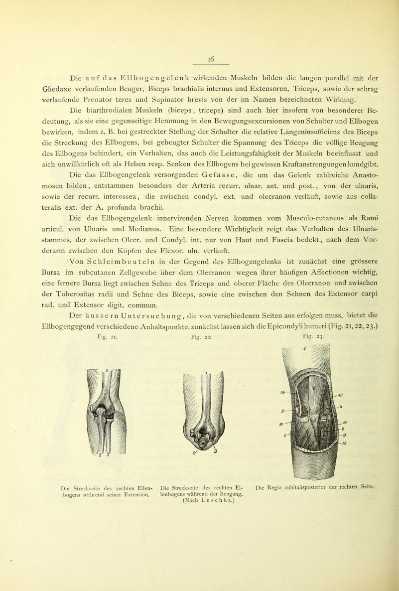 Die auf das Ellbogengelenk wirkenden Muskeln bilden die langen parallel mit der Gliedaxe verlaufenden Beuger, Biceps brachialis internus und Extensoren, Triceps, sowie der schräg verlaufende Pronator teres und Supinator brevis von der im Namen bezeichneten Wirkung. Die biarthrodialen Muskeln (biceps, triceps) sind auch hier insofern von besonderer Be- deutung, als sie eine gegenseitige Hemmung in den Bewegungsexcursionen von Schulter und Ellbogen bewirken, indem z. B. bei gestreckter Stellung der Schulter die relative Längeninsufficienz des Biceps die Streckung des Ellbogens, bei gebeugter Schulter die Spannung des Triceps die völlige Beugung des Ellbogens behindert, ein Verhalten, das auch die Leistungsfähigkeit der Muskeln beeinflusst und sich unwillkürlich oft als Heben resp. Senken des Ellbogens bei gewissen Kraftanstrengungen kundgibt. Die das Ellbogengelenk versorgenden Gefässe, die um das Gelenk zahlreiche Anasto- mosen bilden, entstammen besonders der Arteria recurr. ulnar, ant. und post., von der ulnaris, sowie der recurr. interossea, die zwischen condyl. ext. und olecranon verläuft, sowie aus colla- teralis ext. der A. profunda brachii. Die das Ellbogengelenk innervirenden Nerven kommen vom Musculo-cutaneus als Rami articul. von Ulnaris und Medianus. Eine besondere Wichtigkeit zeigt das Verhalten des Ulnaris- stammes, der zwischen Olecr. und Condyl. int. nur von Haut und Fascia bedekt, nach dem Vor- derarm zwischen den Köpfen des Flexor, uln. verläuft. 'Von Schleimbeuteln in der Gegend des Ellbogengelenks ist zunächst eine grössere Bursa im subcutanen Zellgewebe über dem Olecranon wegen ihrer häufigen Affectionen wichtig, eine fernere Bursa liegt zwischen Sehne des Triceps und oberer Fläche des Olecranon und zwischen der Tuberositas radii und Sehne des Biceps, sowie eine zwischen den Sehnen des Extensor carpi rad. und Extensor digit. commun. Der äussern Untersuchung, die von verschiedenen Seiten aus erfolgen muss, bietet die Ellbogengegend verschiedene Anhaltspunkte, zunächst lassen sich die Epicondyli humeri (Fig. 21,22, 23.) Fig. 21. Fig. 22. Fig. 23. Die Streckseite des rechten Ellen- Die Streckseite des rechten El- Die Regio cubitalisposterior der rechten Seite, bogens während seiner Extension. lenbogens während der Beugung. (Nach Luschka.)