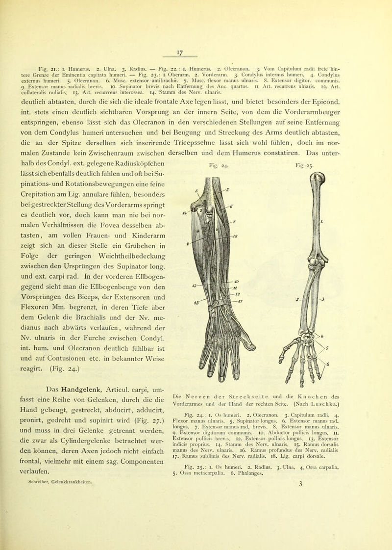 Fig. 21.: I. Humerus. 2. Ulna. 3. Radius. — Fig. 22.: I. Humerus. 2. Olecranon. 3. Vom Capitulum radii freie hin- tere Grenze der Eminentia capitata humeri. — Fig. 23.: 1. Oberarm. 2. Vorderarm. 3. Condylus internus humeri. 4. Condylus externus humeri. 5. Olecranon. 6. Muse, extensor antibrachii. 7. Muse, flexor rnanus ulnaris. 8. Extensor digitor. communis. 9. Extensor rnanus radialis brevis. 10. Supinator brevis nach Entfernung des Anc. quartus. 11. Art. recurrens ulnaris. 12. Art. collateralis radialis. 13. Art. recurrrens interossea. 14. Stamm des Nerv, ulnaris. deutlich abtasten, durch die sich die ideale frontale Axe legen lässt, und bietet besonders der Epicond, int. stets einen deutlich sichtbaren Vorsprung an der innern Seite, von dem die Vorderarmbeuger entspringen, ebenso lässt sich das Olecranon in den verschiedenen Stellungen auf seine Entfernung von dem Condylus humeri untersuchen und bei Beugung und Streckung des Arms deutlich abtasten, die an der Spitze derselben sich inserirende Tricepssehne lässt sich wohl fühlen, doch im nor- malen Zustande kein Zwischenraum zwischen derselben und dem Humerus constatiren. Das unter- halb desCondyl. ext. gelegene Radiusköpfchen lässt sich ebenfalls deutlich fühlen und oft bei Su- pinations- und Rotationsbewegungen eine feine Crepitation am Lig. annulare fühlen, besonders bei gestreckter Stellung des Vorderarms springt es deutlich vor, doch kann man nie bei nor- malen Verhältnissen die Fovea desselben ab- tasten, am vollen Frauen- und Kinderarm zeigt sich an dieser Stelle ein Grübchen in Folge der geringen Weichtheilbedeckung zwischen den Ursprüngen des Supinator long. und ext. carpi rad. In der vorderen Ellbogen- gegend sieht man die Ellbogenbeuge von den Vorsprüngen des Biceps, der Extensoren und Flexoren Mm. begrenzt, in deren Tiefe über dem Gelenk die Brachialis und der Nv. me- dianus nach abwärts verlaufen, während der Nv. ulnaris in der Furche zwischen Condyl. int. hum. und Olecranon deutlich fühlbar ist und auf Contusionen etc. in bekannter Weise reagirt. (Fig. 24.) Das Handgelenk, Articul. carpi, um- fasst eine Reihe von Gelenken, durch die die Hand gebeugt, gestreckt, abducirt, adducirt, pronirt, gedreht und supinirt wird (Fig. 27.) und muss in drei Gelenke getrennt werden, die zwar als Cylindergelenke betrachtet wer- den können, deren Axen jedoch nicht einfach frontal, vielmehr mit einem sag. Componenten verlaufen. Fig. 24. Fig. 25. Die Nerven der Streck Seite und die Knochen des Vorderarmes und der Hand der rechten Seite. (Nach Luschka.) Fig. 24.: 1. Os humeri. 2. Olecranon. 3. Capitulum radii. 4. Flexor manus ulnaris. 5. Supinator longus. 6. Extensor rnanus rad. longus. 7. Extensor manus rad. brevis. 8. Extensor manus ulnaris. 9. Extensor digitorum communis. 10. Abductor pollicis longus. n. Extensor pollicis brevis. 12. Extensor pollicis longus. 13. Extensor indicis proprius. 14. Stamm des Nerv, ulnaris. 15. Ramus dorsalis manus des Nerv, ulnaris. 16. Ramus profundus des Nerv, radialis 17. Ramus sublimis des Nerv, radialis. 18. Lig. carpi dorsale. Fig. 25.: 1. Os humeri. 2. Radius. 3. Ulna. 4. Ossa carpalia. 5. Ossa metacarpalia. 6. Phalanges. Schreiber, Gelenkkrankheiten. 3