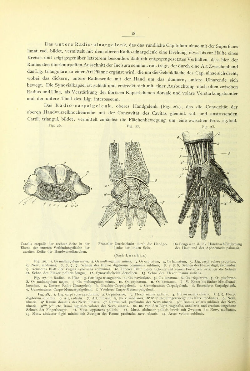 Das untere Radio -ulnargelenk, das das rundliche Capitulum ulnae mit der Superficies lunat. iad. bildet, vermittelt mit dem oberen Radio-ulnargelenk eine Drehung etwa bis zur Hälfte eines Kreises und zeigt gegenüber letzterem besonders dadurch entgegengesetztes Verhalten, dass hier der Radius den überknorpelten Ausschnitt der Incisura semilun. rad. trägt, der durch eine Art Zwischenband das Lig. trianguläre zu einer Art Pfanne ergänzt wird, die um die Gelenkfläche des Cap. ulnae sich dreht, wobei das dickere, untere Radiusende mit der Hand um das dünnere, untere Ulnarende sich bev egt. Die Syno\ laikapsel ist schlaff und erstreckt sich mit einer Ausbuchtung nach oben zwischen Radius und Ulna, als Verstärkung der fibrösen Kapsel dienen dorsale und volare Verstärkungsbänder und der untere Theil des Lig. interosseum. Das Radio-carp algelenk, oberes Handgelenk (Fig. 26. j, das die Convexität der obeien Handwurzelknochenreihe mit der Concavität des Cavitas glenoid. rad. und anstossenden Cartil. triangul. bildet, vermittelt zunächst die Plächenbewegung um eine zwischen Proc. styloid. Fig- 26. Fig. 27. Fig. 2S. Canalis carpalis der rechten Seite in der Ebene der unteren Verbindungsfläche der zweiten Reihe der Handwurzelknochen. Frontaler Durchschnitt durch die Handge- lenke der linken Seite. (Nach Luschk a.) Die Beugeseite d. link. Hand nach Entfernung der Haut und der Aponeurosis palmaris. Fig. 26.: 1. Os multangulum majus. 2. Os multangulum minus. 3. Os capitatum. 4. Os hamatum. 5. Lig. carpi volare proprium. 6. Nerv, medianus. 7. 7. 7. 7. Seimen des Flexor digitorum communis sublimis. 8. 8.8.8. Sehnen des Flexor digit. profundus. 9. Aeusseres Blatt der Vagina synovialis communis. 10. Inneres Blatt dieser Scheide mit seinen Fortsätzen zwischen die Sehnen 11. Sehne des Flexor pollicis longus. 12. Synovialscheide derselben. 13. Sehne des Flexor rnanus radialis. Fig. 27.: 1. Radius. 2. Ulna. 3. Cartilago triangularis. 4. Os naviculare. 5. Os lunatum. 6. Os triquetrum. 7. Os pisiforme. 8. Os multangulum majus. 9. Os multangulum minus. 10. Os capitatum. 11. Os hamatum. I—V. Erster bis fünfter Mittelhand- knochen. a. Unteres Radio-Ulnargelenk, b. Brachio-Carpalgelenk. c. Gemeinsames Carpalgelenk, d. Besonderes Carpalgelenk, e. Gemeinsames Carpo-Metacarpalgelenk. f. Vorderes Carpo-Metacarpalgelenk. Fig. 28. : 1. Lig. carpi volare^roprium. 2. Os pisiforme. 3. Flexor manus radialis. 4. Flexor manus ulnaris. 5.5.5. Flexor digitorum sublimis. 6. Art. radialis. 7. Art. ulnaris. 8. Nerv, medianus. 8' 8' 8' etc. Fingerzweige des Nerv, medianus. 9. Nerv, ulnaris. 9' Ramus dorsalis des Nerv, ulnaris. 9 Ramus vol. profundus des Nerv, ulnaris. 9' Ramus volaris sublimis des Nerv, ulnaris. 9 9 etc. Rami digitales volares des Nerv, ulnaris. 10. 10. von den Ligta vaginalia, annularia und cruciata umgebene Sehnen der Fingerbeuger. 11. Muse, opponens pollicis. 12. Muse, abductor pollicis brevis mit Zweigen des Nerv, medianus. 13. Muse, abductor digiti minimi mit Zweigen des Ramus profundus nervi ulnaris. 14. Arcus volaris sublimis.