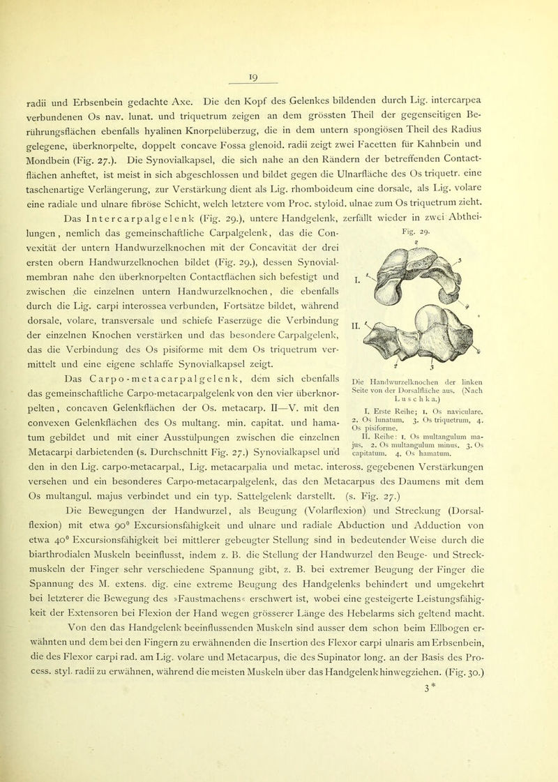 radii und Erbsenbein gedachte Axe. Die den Kopf des .Gelenkes bildenden durch Lig. intercarpea verbundenen Os nav. lunat. und triquetrum zeigen an dem grössten Theil der gegenseitigen Be- rührungsflächen ebenfalls hyalinen Knorpelüberzug, die in dem untern spongiösen I heil des Radius gelegene, tiberknorpelte, doppelt concave Fossa glenoid. radii zeigt zwei Facetten für Kahnbein und Mondbein (Fig. 27.). Die Synovialkapsel, die sich nahe an den Rändern der betreffenden Contact- flächen anheftet, ist meist in sich abgeschlossen und bildet gegen die Ulnarfläche des Os triquetr. eine taschenartige Verlängerung, zur Verstärkung dient als Fig. rhomboideum eine dorsale, als Lig. volare eine radiale und ulnare fibröse Schicht, welch letztere vom Proc. styloid. ulnae zum Os triquetrum zieht. Das Intercar palgelenk (Fig. 29.), untere Handgelenk, zerfällt wieder in zwei Abthei- lungen, nemlich das gemeinschaftliche Carpalgelenk, das die Con- vexität der untern Handwurzelknochen mit der Concavität der drei ersten obern Handwurzelknochen bildet (Fig. 29.), dessen Synovial- membran nahe den iiberknorpelten Contactflächen sich befestigt und zwischen die einzelnen untern Handwurzelknochen, die ebenfalls durch die Lig. carpi interossea verbunden, Fortsätze bildet, während dorsale, volare, transversale und schiefe F'aserziige die Verbindung der einzelnen Knochen verstärken und das besondere Carpalgelenk, das die Verbindung des Os pisiforme mit dem Os triquetrum ver- mittelt und eine eigene schlaffe Synovialkapsel zeigt. Das Carpo-metacarpalgelenk, dem sich ebenfalls das gemeinschaftliche Carpo-metacarpalgelenk von den vier iiberknor- pelten, concaven Gelenkflächen der Os. metacarp. II—V. mit den convexen Gelenkflächen des Os multang. min. capitat. und hama- tum gebildet und mit einer Ausstülpungen zwischen die einzelnen Metacarpi darbietenden (s. Durchschnitt Fig. 27.) Synovialkapsel und den in den Lig. carpo-metacarpal., Lig. metacarpalia und metac. inteross. gegebenen Verstärkungen versehen und ein besonderes Carpo-metacarpalgelenk, das den Metacarpus des Daumens mit dem Os multangul. majus verbindet und ein typ. Sattelgelenk darstellt, (s. Fig. 27.) Die Bewegungen der Handwurzel, als Beugung (Volarflexion) und Streckung (Dorsal- flexion) mit etwa 90° Excursionsfähigkeit und ulnare und radiale Abduction und Adduction von etwa 40° Excursionsfähigkeit bei mittlerer gebeugter Stellung sind in bedeutender Weise durch die biarthrodialen Muskeln beeinflusst, indem z. B. die Stellung der Handwurzel den Beuge- und Streck- muskeln der Finger sehr verschiedene Spannung gibt, z. B. bei extremer Beugung der Fänger die Spannung des M. extens. dig. eine extreme Beugung des Handgelenks behindert und umgekehrt bei letzterer die Bewegung des »Faustmachens« erschwert ist, wobei eine gesteigerte Leistungsfähig- keit der Extensoren bei Flexion der Hand wegen grösserer Länge des Hebelarms sich geltend macht. Von den das Handgelenk beeinflussenden Muskeln sind ausser dem schon beim Ellbogen er- wähnten und dem bei den Fingern zu erwähnenden die Insertion des Flexor carpi ulnaris am Erbsenbein, die des Flexor carpi rad. am Lig. volare und Metacarpus, die des Supinator long. an der Basis des Pro- cess. styl, radii zu erwähnen, während die meisten Muskeln über das Handgelenk hinwegziehen. (Fig. 30.) Die Handwurzelknochen der linken Seite von der Dorsalfläche aus. (Nach Luschk a.) I. Erste Reihe; 1. Os naviculare. 2. Os lunatum. 3. Os triquetrum, 4. Os pisiforme. II. Reihe: 1. Os multangulum ma- jus. 2. Os multangulum minus. 3. Os capitatum. 4. Os hamatum.