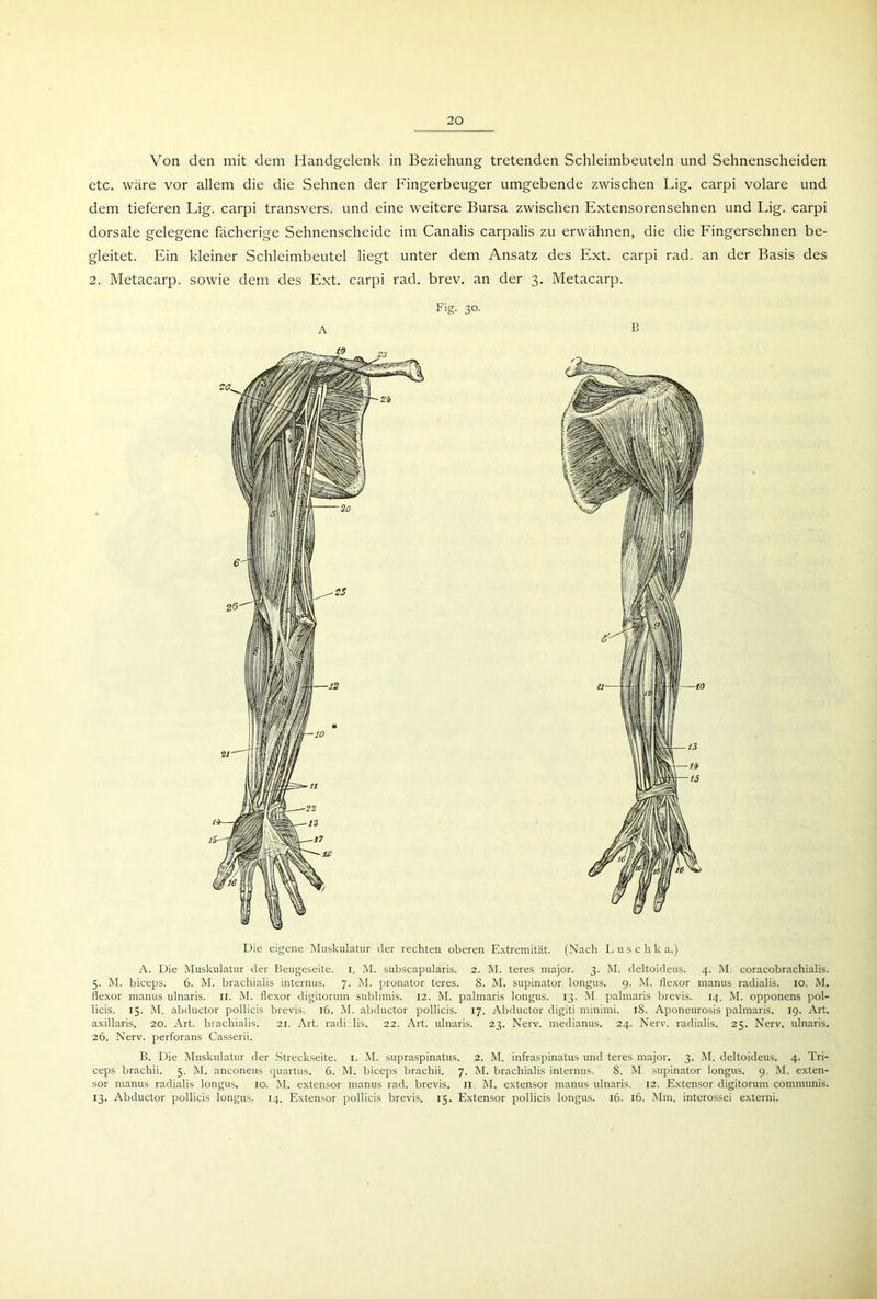 Von den mit dem Handgelenk in Beziehung tretenden Schleimbeuteln und Sehnenscheiden etc. wäre vor allem die die Sehnen der Fingerbeuger umgebende zwischen Lig. carpi volare und dem tieferen Lig. carpi transvers. und eine weitere Bursa zwischen Extensorensehnen und Lig. carpi dorsale gelegene fächerige Sehnenscheide im Canalis carpalis zu erwähnen, die die Fingersehnen be- gleitet. Ein kleiner Schleimbeutel liegt unter dem Ansatz des Ext. carpi rad. an der Basis des 2. Metacarp. sowie dem des Ext. carpi rad. brev. an der 3. Metacarp. Die eigene Muskulatur der rechten oberen Extremität. (Nach Luschk a.) A. Die Muskulatur der Beugeseite, i. M. subscapularis. 2. M. teres major. 3. M. deltoideus. 4. M. coracobrachialis. 5. M. biceps. 6. M. brachialis internus. 7. M. pronator teres. 8. M. supinator longus. 9. M. flexor nianus radialis. 10. M. flexor rnanus ulnaris. 11. M. flexor digitorum sublimis. 12. M. palmaris longus. 13. M. palmaris brevis. 14. M. opponens pol- licis. 15. M. abductor pollicis brevis. 16. M. abductor pollicis. 17. Abductor digiti minimi. 18. Aponeurosis palmaris. 19. Art. axillaris. 20. Art. brachialis. 21. Art. radi lis. 22. Art. ulnaris. 23. Nerv, medianus. 24. Nerv, radialis. 25. Nerv, ulnaris. 26. Nerv, perforans Casserii. B. Die Muskulatur der Streckseite. I. M. supraspinatus. 2. M. infraspinatus und teres major. 3. M. deltoideus. 4. Tri- ceps brachii. 5. M. anconeus quartus. 6. M. biceps brachii. 7. M. brachialis internus. 8. M supinator longus. 9. M. exten- sor manus radialis longus. 10. M. extensor manus rad. brevis. 11 M. extensor manus ulnaris. 12. Extensor digitorum communis. 13. Abductor pollicis longus. 14. Extensor pollicis brevis. 15. Extensor pollicis longus. 16. 16. Mm. interossei externi.