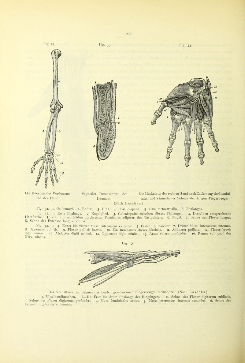 Fig. 32. Die Knochen des Vorderarms und der Hand. Fig. 33- Fig- 34- Sagittaler Durchschnitt des Die Muskulatur der rechten Hand nach Entfernung der Lurnbri- Daumens. cales und sämmtlicher Sehnen der langen Fingerbeuger. (Nach Luschka.) Fig. 32.: 1. Os humeri. 2. Radius. 3. Ulna. 4. Ossa carpalia. 5. Ossa metacarpalia. 6. Phalanges. Fig- 33-: !• Erste Phalange. 2. Nagelglied. 3. Gelenkspalte zwischen diesen Phalangen. 4. Derselben entsprechende Hautfurche. 5. Von fibrösen Fäden durchsetzter Panniculus adiposus des Tastpolsters. 6. Nagel. 7. Sehne des Flexor longus. 8. Sehne des Extensor longus pollicis. Fig. 34.: 1—4. Erster bis vierter Muse, interosseus externus. 5. Erster, 6. Zweiter, 7. Dritter Muse, interosseus internus. 8. Opponens pollicis. 9. Flexor pollicis brevis. 10. Ein Bruchstück dieses Muskels. 11. Adductor pollicis. 12. Flexor brevis digiti nrinimi. 13. Abductor digiti minimi. 14. Opponens digiti minimi. 15. Arcus volaris profundus. 16. Ramus vol. prof. des Nerv, ulnaris. Fig- 35- Das Verhältniss der Sehnen der beiden gemeinsamen Fingerbeuger zueinander. (Nach Luschka.) 1. Mittelhandknochen. I—III. Erste bis dritte Phalange des Ringfingers. 2. Sehne des Flexor digitorum sublimis. 3. Sehne des Flexor digitorum profundus. 4. Muse, lumbricalis tertius. 5. Muse, interosseus internus secundus. 6. Sehne des Extensor digitorum communis.
