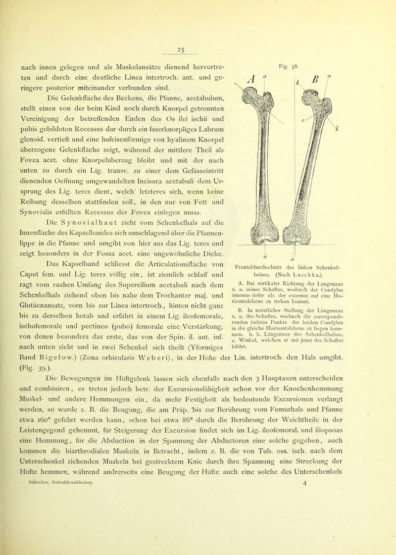 nach innen gelegen und als Muskelansätze dienend hervortre- ten und durch eine deutliche Linea intertroch. ant. und ge- ringere posterior miteinander verbunden sind. Die Gelenkfläche des Beckens, die Pfanne, acetabulum, stellt einen von der beim Kind noch durch Knorpel getrennten Vereinigung der betreffenden Enden des Os ilei ischii und pubis gebildeten Recessus dar durch ein faserknorpliges Labrum glenoid. vertieft und eine hufeisenförmige von hyalinem Knorpel überzogene Gelenkfläche zeigt, während der mittlere Theil als Fovea acet. ohne Knorpelüberzug bleibt und mit der nach unten zu durch ein Lig. transv. zu einer dem Gefässeintritt dienenden Oeffnung umgewandelten Incisura acetabuli dem Ur- sprung des Lig. teres dient, welch’ letzteres sich, wenn keine Reibung desselben stattfinden soll, in den nur von Fett und Synovialis erfüllten Recessus der Fovea einlegen muss. Die Synovialhaut zieht vom Schenkelhals auf die Innenfläche des Kapselbandes sich umschlagend über die Pfannen- lippe in die Pfanne und umgibt von hier aus das Lig. teres und zeigt besonders in der Fossa acet. eine ungewöhnliche Dicke. Das Kapselband schliesst die Articulationsfläche von Caput fern, und Lig. teres völlig ein, ist ziemlich schlaff und ragt vom rauhen Umfang des Supercilium acetabuli nach dem a. a. seines Schaftes, wodurch der Condylus Schenkelhals ziehend oben bis nahe dem Trochanter maj. und internus tiefer als der externus auf eine Ho- . . . rizontalebene zu stehen kommt. Llutaenansatz, vorn bis zur Linea intertroch., hinten nicht ganz B. In natürlicher Stellung der Längenaxe bis zu derselben herab und erfährt in einem Lig. ileofemorale, a. a. des Schaftes, wodurch die correspondi- . , r 1 , .. , , . r , . , renden tiefsten Punkte der beiden Condylen ischofemorale und pectineo (puboj femorale eine Verstärkung, in die gleiche Horizontalebene zu liegen kom- von denen besonders das erste, das von der Spin. il. ant. inf. me“‘. ,b\b' LanSenaxe Schenkelhalses. * 1 c. Winkel, welchen er mit jener des Schaftes nach unten zieht und in zwei Schenkel sich theilt (Yformiges bildet. Band Bigelow.) (Zona orbicularis Weberi), in der Höhe der Lin. intertroch. den Hals umgibt. (Fig- 39-)- Die Bewegungen im Hüftgelenk lassen sich ebenfalls nach den 3 Hauptaxen unterscheiden und combiniren , es treten jedoch betr. der Excursionsfähigkeit schon vor der Knochenhemmung Muskel- und andere Hemmungen ein, da mehr P'estigkeit als bedeutende Excursionen verlangt werden, so wurde z. B. die Beugung, die am Präp. Bis zur Berührung vom Femurhals und Pfanne etwa 1600 geführt werden kann, schon bei etwa 86° durch die Berührung der Weichtheile in der Leistengegend gehemmt, für Steigerung der Excursion findet sich im Lig. ileofemoral. und iliopsoas eine Hemmung, für die Abduction in der Spannung der Abductoren eine solche gegeben, auch kommen die biarthrodialen Muskeln in Betracht, indem z. B. die von Tub. oss. isch. nach dem Unterschenkel ziehenden Muskeln bei gestrecktem Knie durch ihre Spannung eine Streckung der Hüfte hemmen, während andrerseits eine Beugung der Hüfte auch eine solche des Unterschenkels 4 Fig. 38- Frontaldurchschnitt des linken Schenkel- beines. (Nach Luschka.) A. Bei vertikaler Richtung der Längenaxe Schreiber, Gelenkkrankheiten.