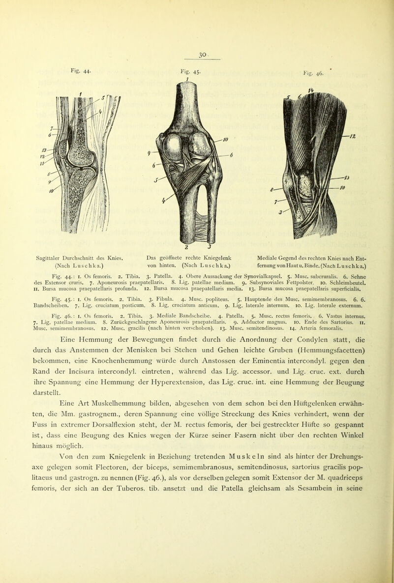 Fig. 44. Fig. 45- 1 Fig. 46. Sagittaler Durchschnitt des Knies. (Nach Luschka.) Das geöffnete rechte Kniegelenk Mediale Gegend des rechten Knies nach Ent- von hinten. (Nach Luschka.) femung von Hautu. Binde. (Nach Luschka.) Fig. 44.: 1. Os femoris. 2. Tibia. 3. Patella. 4. Obere Aussackung der Synovialkapsel. 5. Muse, subcruralis. 6. Sehne des Extensor cruris. 7. Aponeurosis praepatellaris. 8. Lig. patellae medium. 9. Subsynoviales Fettpolster. 10. Schleimbeutel. 11. Bursa mucosa praepatellaris profunda. 12. Bursa mucosa praepatellaris media. 13. Bursa mucosa praepatellaris superficialis. Fig. 45.: 1. Os femoris. 2. Tibia. 3. Fibula. 4. Muse, popliteus. 5. Hauptende des Muse, semimembranosus. 6. 6. Bandscheiben. 7. Lig. cruciatum posticum. 8. Lig. cruciatum anticum. 9. Lig. laterale internum. 10. Lig. laterale externum. Fig. 46.: 1. Os femoris. 2. Tibia. 3. Mediale Bandscheibe. 4. Patella. 5. Muse, rectus femoris. 6. Vastus internus. 7. Lig. patellae medium. 8. Zurückgeschlagene Aponeurosis praepatellaris. 9. Adductor magnus. 10. Ende des Sartorius. 11. Muse, semimembranosus. 12. Muse, gracilis (nach hinten verschoben). 13. Muse, semitendinosus. 14. Arteria femoralis. Eine Hemmung der Bewegungen findet durch die Anordnung der Condylen statt, die durch das Anstemmen der Menisken bei Stehen und Gehen leichte Gruben (Hemmungsfacetten) bekommen, eine Knochenhemmung würde durch Anstossen der Eminentia intercondyl. gegen den Rand der Incisura intercondyl. eintreten, während das Lig. accessor. und Lig. cruc. ext. durch ihre Spannung eine Hemmung der Hyperextension, das Lig. cruc. int. eine Hemmung der Beugung darstellt. Eine Art Muskelhemmung bilden, abgesehen von dem schon bei den Hüftgelenken erwähn- ten, die Mm. gastrognem., deren Spannung eine völlige Streckung des Knies verhindert, wenn der Euss in extremer Dorsalflexion steht, der M. rectus femoris, der bei gestreckter Hüfte so gespannt ist, dass eine Beugung des Knies wegen der Kürze seiner Lasern nicht über den rechten Winkel hinaus möglich. Von den zum Kniegelenk in Beziehung tretenden Muskeln sind als hinter der Drehungs- axe gelegen somit Flectoren, der biceps, semimembranosus, semitendinosus, Sartorius gracilis pop- litaeus und gastrogn. zu nennen (Fig. 46.), als vor derselben gelegen somit Extensor der M. quadriceps femoris, der sich an der Tuberos. tib. ansetzt und die Patella gleichsam als Sesambein in seine