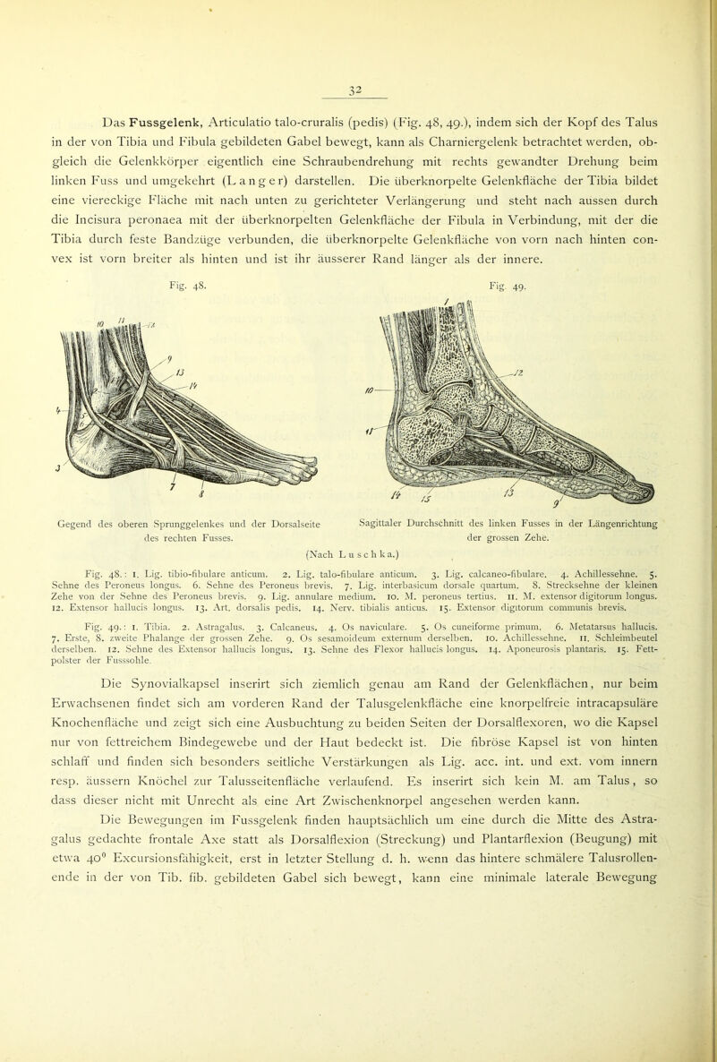 Das Fussgelenk, Articulatio talo-cruralis (pedis) (Fig. 48, 49.), indem sich der Kopf des Talus in der von Tibia und Fibula gebildeten Gabel bewegt, kann als Charniergelenk betrachtet werden, ob- gleich die Gelenkkörper eigentlich eine Schraubendrehung mit rechts gewandter Drehung beim linken Fuss und umgekehrt (Langer) darstellen. Die iiberknorpelte Gelenkfläche der Tibia bildet eine viereckige Fläche mit nach unten zu gerichteter Verlängerung und steht nach aussen durch die Incisura peronaea mit der überknorpelten Gelenkfläche der Fibula in Verbindung, mit der die Tibia durch feste Bandzüge verbunden, die iiberknorpelte Gelenkfläche von vorn nach hinten con- vex ist vorn breiter als hinten und ist ihr äusserer Rand länger als der innere. Fig. 48. Fig. 49. Gegend des oberen Sprunggelenkes und der Dorsalseite Sagittaler Durchschnitt des linken Fusses in der Längenrichtung des rechten Fusses. der grossen Zehe. (Nach Luschka.) Fig. 48.: 1. Lig. tibio-fibulare anticum. 2. Lig. talo-fibulare anticum. 3. Lig. calcaneo-fibulare. 4. Achillessehne. 5- Sehne des Peroneus longus. 6. Sehne des Peroneus brevis. 7. Lig. interbasicum dorsale quartum. 8. Strecksehne der kleinen Zehe von der Sehne des Peroneus brevis. 9. Lig. annulare medium. 10. M. peroneus tertius. n. M. extensor digitorum longus. 12. Extensor hallucis longus. 13. Art. dorsalis pedis. 14. Nerv, tibialis anticus. 15. Extensor digitorum communis brevis. Fig. 49.: 1. Tibia. 2. Astragalus. 3. Calcaneus. 4. Os naviculare. 5. Os cuneiforme primum. 6. Metatarsus hallucis. 7. Erste, 8. zweite Phalange der grossen Zehe. 9. Os sesamoideum externum derselben. 10. Achillessehne. II. Schleimbeutel derselben. 12. Sehne des Extensor hallucis longus. 13. Sehne des Flexor hallucis longus. 14. Aponeurosis plantaris. 15. Fett- polster der Fusssohle. Die Synovialkapsel inserirt sich ziemlich genau am Rand der Gelenkflächen, nur beim Erwachsenen findet sich am vorderen Rand der Talusgelenkfläche eine knorpelfreie intracapsuläre Knochenfläche und zeigt sich eine Ausbuchtung zu beiden Seiten der Dorsalflexoren, wo die Kapsel nur von fettreichem Bindegewebe und der Haut bedeckt ist. Die fibröse Kapsel ist von hinten schlaff und finden sich besonders seitliche Verstärkungen als Lig. acc. int. und ext. vom innern resp. äussern Knöchel zur Talusseitenfläche verlaufend. Es inserirt sich kein M. am Talus, so dass dieser nicht mit Unrecht als eine Art Zwischenknorpel angesehen werden kann. Die Bewegungen im Fussgelenk finden hauptsächlich um eine durch die Mitte des Astra- galus gedachte frontale Axe statt als Dorsalflexion (Streckung) und Plantarflexion (Beugung) mit etwa 40° Excursionsfähigkeit, erst in letzter Stellung d. h. wenn das hintere schmälere Talusrollen- ende in der von Tib. fib. gebildeten Gabel sich bewegt, kann eine minimale laterale Bewegung