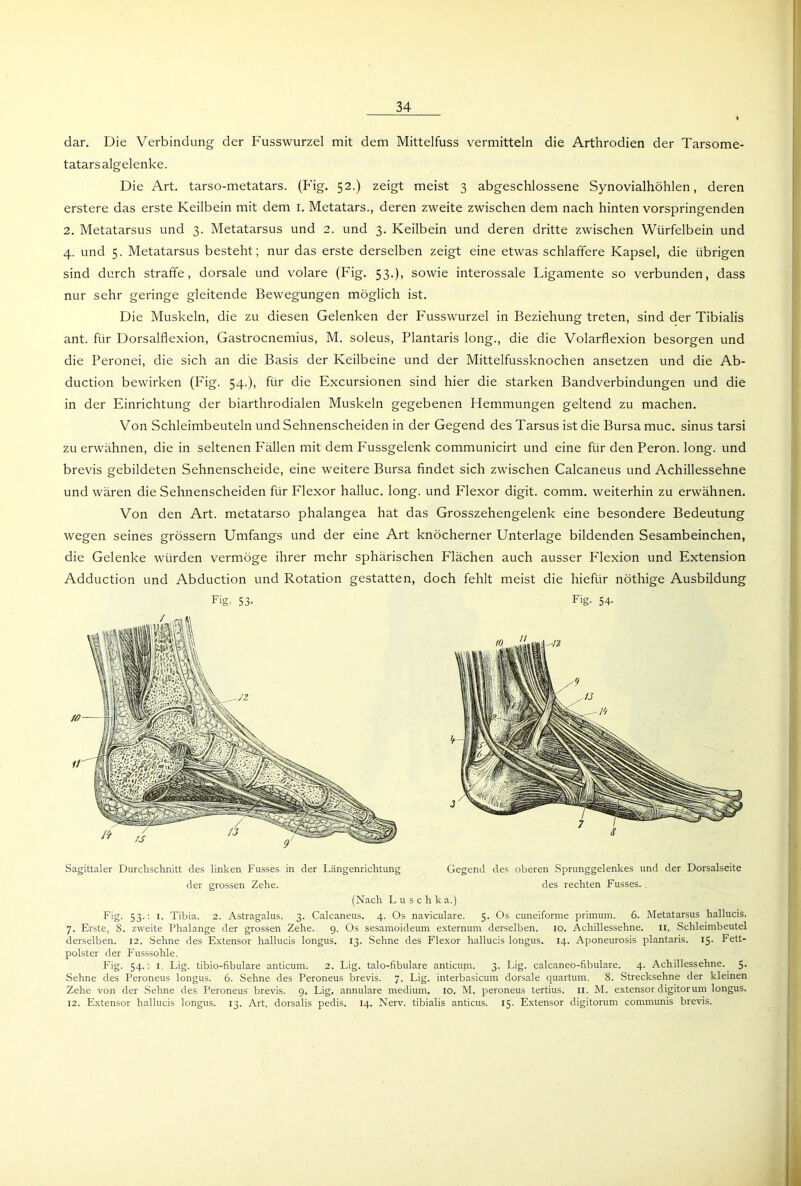 dar. Die Verbindung der Fusswurzel mit dem Mittelfuss vermitteln die Arthrodien der Tarsome- tatars algelenke. Die Art. tarso-metatars. (Fig. 52.) zeigt meist 3 abgeschlossene Synovialhöhlen, deren erstere das erste Keilbein mit dem 1. Metatars., deren zweite zwischen dem nach hinten vorspringenden 2. Metatarsus und 3. Metatarsus und 2. und 3. Keilbein und deren dritte zwischen Würfelbein und 4. und 5. Metatarsus besteht; nur das erste derselben zeigt eine etwas schlaffere Kapsel, die übrigen sind durch straffe, dorsale und volare (Fig. 53.), sowie interossale Ligamente so verbunden, dass nur sehr geringe gleitende Bewegungen möglich ist. Die Muskeln, die zu diesen Gelenken der Fusswurzel in Beziehung treten, sind der Tibialis ant. für Dorsalflexion, Gastrocnemius, M. soleus, Plantaris long., die die Volarflexion besorgen und die Peronei, die sich an die Basis der Keilbeine und der Mittelfussknochen ansetzen und die Ab- duction bewirken (Fig. 54.), für die Excursionen sind hier die starken Bandverbindungen und die in der Einrichtung der biarthrodialen Muskeln gegebenen Flemmungen geltend zu machen. Von Schleimbeuteln und Sehnenscheiden in der Gegend des Tarsus ist die Bursa muc. sinus tarsi zu erwähnen, die in seltenen Fällen mit dem Fussgelenk communicirt und eine für den Peron. long. und brevis gebildeten Sehnenscheide, eine weitere Bursa findet sich zwischen Calcaneus und Achillessehne und wären die Sehnenscheiden für Flexor halluc. long. und Flexor digit. comm. weiterhin zu erwähnen. Von den Art. metatarso phalangea hat das Grosszehengelenk eine besondere Bedeutung wegen seines grossem Umfangs und der eine Art knöcherner Unterlage bildenden Sesambeinchen, die Gelenke würden vermöge ihrer mehr sphärischen Flächen auch ausser Flexion und Extension Adduction und Abduction und Rotation gestatten, doch fehlt meist die hiefiir nöthige Ausbildung Fig- 53- Fig- 54- Sagittaler Durchschnitt des linken Fusses in der Längenrichtung Gegend des oberen Sprunggelenkes und der Dorsalseite der grossen Zehe. des rechten Fusses.. (Nach Luschka.) Fig. 53.: 1. Tibia. 2. Astragalus. 3. Calcaneus. 4. Os naviculare. 5. Os cuneiforme primuni. 6. Metatarsus hallucis. 7. Erste, 8. zweite Phalange der grossen Zehe. 9. Os sesamoideum externum derselben. 10. Achillessehne. 11. Schleimbeutel derselben. 12. Sehne des Extensor hallucis longus. 13. Sehne des Flexor hallucis longus. 14. Aponeurosis plantaris. 15. Fett- polster der Fusssohle. Fig. 54.: 1, Lig. tibio-fibulare anticum. 2. Lig. talo-fibulare anticum. 3. Lig. calcaneo-fibulare. 4. Achillessehne. 5. Sehne des Peroneus longus. 6. Sehne des Peroneus brevis. 7. Lig. interbasicum dorsale quartum. 8. Strecksehne der kleinen Zehe von der Sehne des Peroneus brevis. 9. Lig. annulare medium. 10. M. peroneus tertius. II. M. extensor digitorum longus. 12. Extensor hallucis longus. 13. Art. dorsalis pedis. 14. Nerv, tibialis anticus. 15. Extensor digitorum communis brevis.