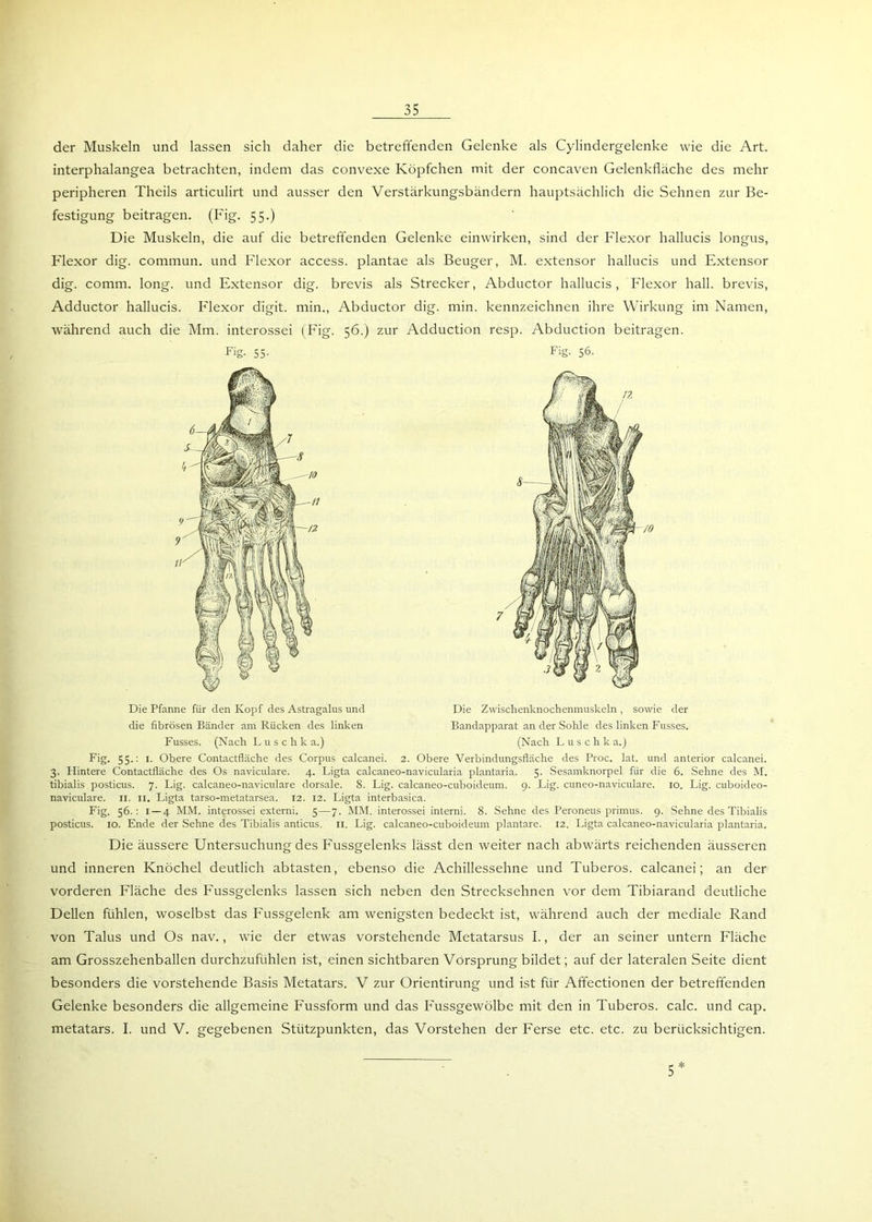 der Muskeln und lassen sich daher die betreffenden Gelenke als Cylindergelenke wie die Art. interphalangea betrachten, indem das convexe Köpfchen mit der concaven Gelenkfläche des mehr peripheren Theils articulirt und ausser den Verstärkungsbändern hauptsächlich die Sehnen zur Be- festigung beitragen. (Fig. 55.) Die Muskeln, die auf die betreffenden Gelenke einwirken, sind der Flexor hallucis longus, Flexor dig. commun. und Flexor access. plantae als Beuger, M. extensor hallucis und Extensor dig. comm. long. und Extensor dig. brevis als Strecker, Abductor hallucis, Flexor hall, brevis, Adductor hallucis. Flexor digit. min., Abductor dig. min. kennzeichnen ihre Wirkung im Namen, während auch die Mm. interossei (Fig. 56.) zur Adduction resp. Abduction beitragen. Fig. 55. Fig. 56. Die Pfanne für den Kopf des Astragalus und Die Zwischenknochenmuskeln , sowie der die fibrösen Bänder am Rücken des linken Bandapparat an der Sohle des linken Fusses. Fusses. (Nach L u s c h k a.) (Nach Luschka.) Fig. 55.: 1. Obere Contactfläche des Corpus calcanei. 2. Obere Verbindungsfläche des Proc. lat. und anterior calcanei. 3. Hintere Contactfläche des Os naviculare. 4. Ligta calcaneo-navicularia plantaria. 5. Sesamknorpel für die 6. Sehne des M. tibialis posticus. 7. Lig. calcaneo-naviculare dorsale. 8. Lig. calcaneo-cuboideum. 9. Lig. cuneo-naviculare. 10. Lig. cuboideo- naviculare. n. 11. Ligta tarso-metatarsea. 12. 12. Ligta interbasica. Fig. 56.: 1 — 4 MM. interossei externi. 5—7. MM. interossei interni. 8. Sehne des Peroneus primus. 9. Sehne des Tibialis posticus. 10. Ende der Sehne des Tibialis anticus. 11. Lig. calcaneo-cuboideum plantare. 12. Ligta calcaneo-navicularia plantaria. Die äussere Untersuchung des Fussgelenks lässt den weiter nach abwärts reichenden äusseren und inneren Knöchel deutlich abtasten, ebenso die Achillessehne und Tuberos. calcanei; an der vorderen Fläche des Fussgelenks lassen sich neben den Strecksehnen vor dem Tibiarand deutliche Dellen fühlen, woselbst das Fussgelenk am wenigsten bedeckt ist, während auch der mediale Rand von Talus und Os nav., wie der etwas vorstehende Metatarsus I., der an seiner untern Fläche am Grosszehenballen durchzufühlen ist, einen sichtbaren Vorsprung bildet; auf der lateralen Seite dient besonders die vorstehende Basis Metatars. V zur Orientirung und ist für Afifectionen der betreffenden Gelenke besonders die allgemeine Fussform und das Fussgewölbe mit den in Tuberos. calc. und cap. metatars. I. und V. gegebenen Stützpunkten, das Vorstehen der Ferse etc. etc. zu berücksichtigen. ~ . 5*