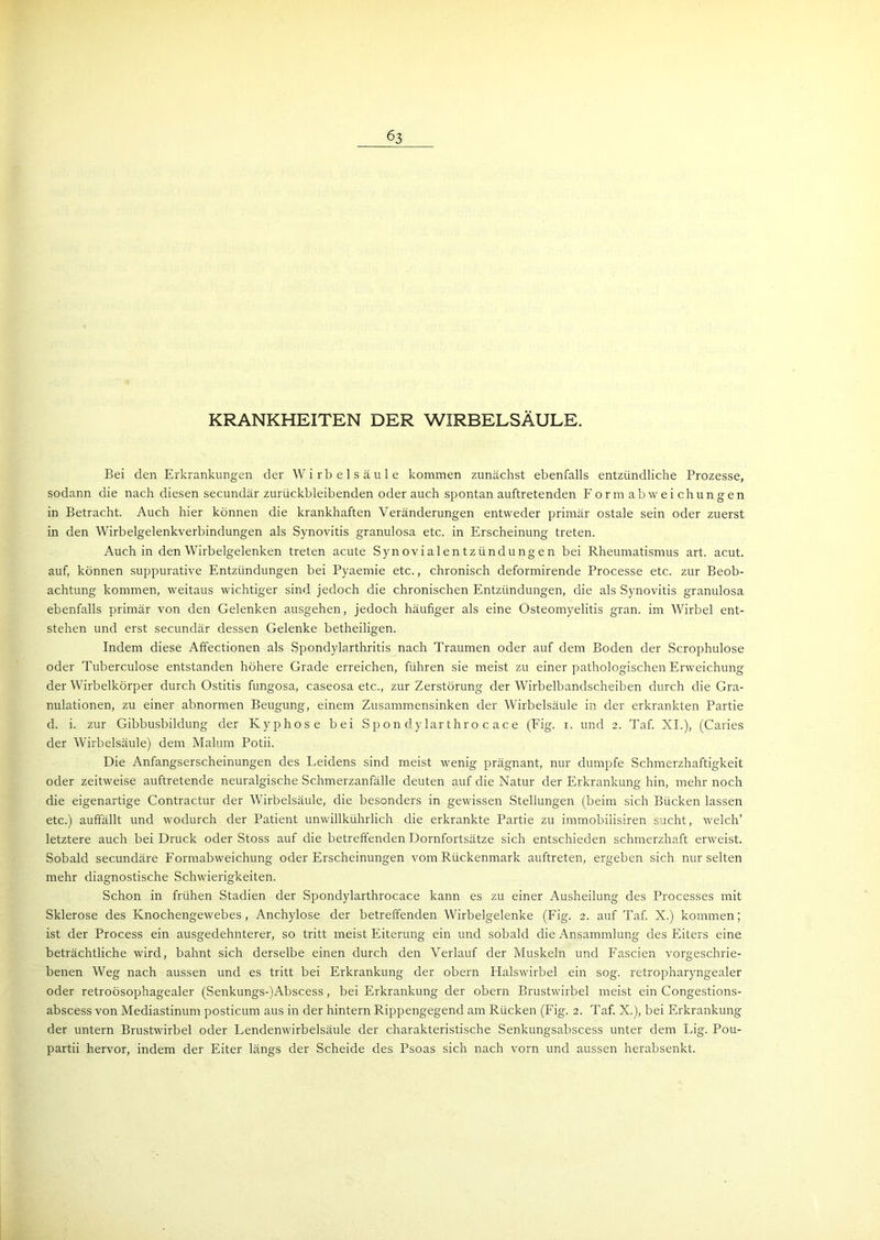 KRANKHEITEN DER WIRBELSÄULE. Bei den Erkrankungen der Wirbelsäule kommen zunächst ebenfalls entzündliche Prozesse, sodann die nach diesen secundär zurückbleibenden oder auch spontan auftretenden Form abweichungen in Betracht. Auch hier können die krankhaften Veränderungen entweder primär ostale sein oder zuerst in den Wirbelgelenkverbindungen als Synovitis granulosa etc. in Erscheinung treten. Auch in den Wirbelgelenken treten acute Synovialentzündungen bei Rheumatismus art. acut, auf, können suppurative Entzündungen bei Pyaemie etc., chronisch deformirende Processe etc. zur Beob- achtung kommen, weitaus wichtiger sind jedoch die chronischen Entzündungen, die als Synovitis granulosa ebenfalls primär von den Gelenken ausgehen, jedoch häufiger als eine Osteomyelitis gran. im Wirbel ent- stehen und erst secundär dessen Gelenke betheiligen. Indem diese Affectionen als Spondylarthritis nach Traumen oder auf dem Boden der Scrophulose oder Tuberculose entstanden höhere Grade erreichen, führen sie meist zu einer pathologischen Erweichung der Wirbelkörper durch Ostitis fungosa, caseosa etc., zur Zerstörung der Wirbelbandscheiben durch die Gra- nulationen, zu einer abnormen Beugung, einem Zusammensinken der Wirbelsäule in der erkrankten Partie d. i. zur Gibbusbildung der Kyphose bei Spondylarthrocace (Fig. i. und 2. Taf. XL), (Caries der Wirbelsäule) dem Malum Potii. Die Anfangserscheinungen des Leidens sind meist wenig prägnant, nur dumpfe Schmerzhaftigkeit oder zeitweise auftretende neuralgische Schmerzanfälle deuten auf die Natur der Erkrankung hin, mehr noch die eigenartige Contractur der Wirbelsäule, die besonders in gewissen Stellungen (beim sich Bücken lassen etc.) auffällt und wodurch der Patient unwillkührlich die erkrankte Partie zu immobilisiren sucht, welch’ letztere auch bei Druck oder Stoss auf die betreffenden Dornfortsätze sich entschieden schmerzhaft erweist. Sobald secundäre Formabweichung oder Erscheinungen vom Rückenmark auftreten, ergeben sich nur selten mehr diagnostische Schwierigkeiten. Schon in frühen Stadien der Spondylarthrocace kann es zu einer Ausheilung des Processes mit Sklerose des Knochengewebes, Anchylose der betreffenden Wirbelgelenke (Fig. 2. auf Taf. X.) kommen; ist der Process ein ausgedehnterer, so tritt meist Eiterung ein und sobald die Ansammlung des Eiters eine beträchtliche wird, bahnt sich derselbe einen durch den Verlauf der Muskeln und Fascien vorgeschrie- benen Weg nach aussen und es tritt bei Erkrankung der obern Halswirbel ein sog. retropharyngealer oder retroösophagealer (Senkungs-)Abscess, bei Erkrankung der obern Brustwirbel meist ein Congestions- abscess von Mediastinum posticum aus in der hintern Rippengegend am Rücken (Fig. 2. Taf. X.), bei Erkrankung der untern Brustwirbel oder Lendenwirbelsäule der charakteristische Senkungsabscess unter dem Lig. Pou- partii hervor, indem der Eiter längs der Scheide des Psoas sich nach vorn und aussen herabsenkt.
