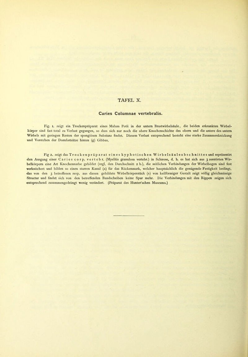 Caries Columnae vertebralis. Fig. i. zeigt ein Trockenpräparat eines Malum Potii in der untem Brustwirbelsäule, die beiden erkrankten Wirbel- körper sind fast total zu Verlust gegangen, so dass sich nur noch die obere Knochenschichte des obern und die untere des untern Wirbels mit geringen Resten der spongiösen Substanz findet. Diesem Verlust entsprechend besteht eine starke Zusammenknickung und Vorstehen der Dornfortsätze hinten (g) Gibbus. Fig 2. zeigt das Trockenpräparat eines kyphotischen Wirbelsäuleabschnittes und repräsentirt den Ausgang einer Caries corp. vertebr, (Myelitis granulosa vertebr.) in Sclerose, d. h. es hat sich aus 3 zerstörten Wir- belkörpem eine Art Knochennarbe gebildet (vrgl. den Durchschnitt 2 b.), die seitlichen Verbindungen der Wirbelbogen sind fest verknöchert und bilden so einen starren Kanal (a) für das Rückenmark, welcher hauptsächlich die genügende Festigkeit bedingt, das von den 3 betroffenen resp. aus diesen gebildete Wirbelkörperstück (x) von keilförmiger Gestalt zeigt völlig gleichmässige Structur und findet sich von den betreffenden Bandscheiben keine Spur mehr. Die Verbindungen mit den Rippen zeigen sich entsprechend zusammengedrängt wenig verändert. (Präparat des Hunter’schen Museums.)