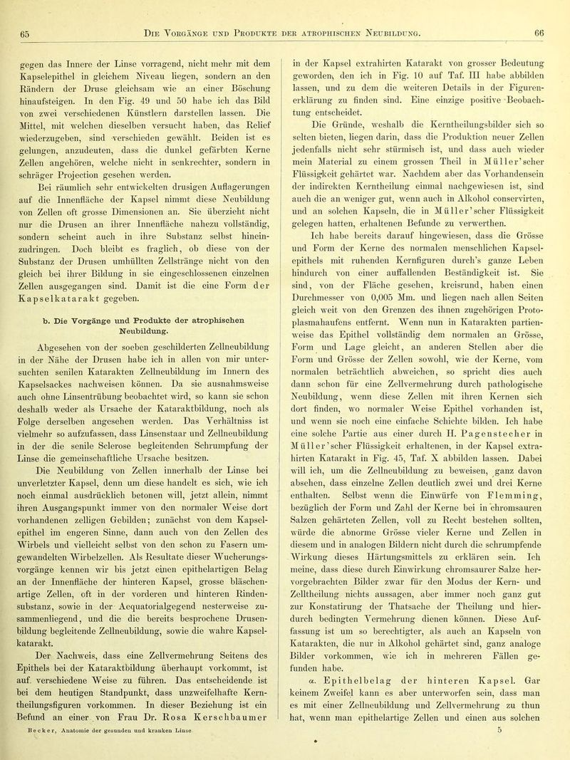 gegen das Innere der Linse vorragend, nicht mehr mit dem Kapselepithel in gleichem Niveau liegen, sondern an den Rändern der Druse gleichsam wie an einer Böschung hinaufsteigen. In den Fig. 49 und 50 habe ich das Bild von zwei verschiedenen Künstlern darstellen lassen. Die Mittel, mit welchen dieselben versucht haben, das Relief wiederzugeben, sind -verschieden gewählt. Beiden ist es gelungen, anzudeuten, dass die dunkel gefärbten Kerne Zellen angehören, welche nicht in senkrechter, sondern in schräger Projection gesehen werden. Bei räumlich sehr entwickelten drüsigen Auflagerungen auf die Innenfläche der Kapsel nimmt diese Neubildung von Zellen oft grosse Dimensionen an. Sie überzieht nicht nur die Drusen an ihrer Innenfläche nahezu vollständig, sondern scheint auch in ihre Substanz selbst hinein- zudringen. Doch bleibt es fraglich, ob diese von der Substanz der Drusen umhüllten Zellstränge nicht von den gleich bei ihrer Bildung in sie eingeschlossenen einzelnen Zellen ausgegangen sind. Damit ist die eine Form der Kapselkatarakt gegeben. b. Die Vorgänge und Produkte der atrophischen Neubildung. Abgesehen von der soeben geschilderten Zellneubildung in der Nähe der Drusen habe ich in allen von mir unter- suchten senilen Katarakten Zellneubildung im Innern des Kapselsackes nachweisen können. Da sie ausnahmsweise auch ohne Linsentrübung beobachtet wird, so kann sie schon deshalb weder als Ursache der Kataraktbildung, noch als Folge derselben angesehen werden. Das Yerhältniss ist vielmehr so aufzufassen, dass Linsenstaar und Zellneubildung in der die senile Sclerose begleitenden Schrumpfung der Linse die gemeinschaftliche Ursache besitzen. Die Neubildung von Zellen innerhalb der Linse bei unverletzter Kapsel, denn um diese handelt es sich, wie ich noch einmal ausdrücklich betonen will, jetzt allein, nimmt ihren Ausgangspunkt immer von den normaler Weise dort vorhandenen zeitigen Grebilden; zunächst von dem Kapsel- epithel im engeren Sinne, dann auch von den Zellen des Wirbels und vielleicht selbst von den schon zu Fasern um- gewandelten Wirbelzellen. Als Resultate dieser Wucherungs- vorgänge kennen wir bis jetzt einen epithelartigen Belag an der Innenfläche der hinteren Kapsel, grosse bläschen- artige Zellen, oft in der vorderen und hinteren Rinden- substanz, sowie in der Aequatorialgegend nesterweise zu- sammenliegend, und die die bereits besprochene Drusen- bildung begleitende Zellneubildung, sowie die wahre Kapsel- katarakt. Der Nachweis, dass eine Zellvermehrung Seitens des Epithels bei der Kataraktbildung überhaupt vorkommt, ist auf. verschiedene Weise zu führen. Das entscheidende ist bei dem heutigen Standpunkt, dass unzweifelhafte Kern- theilungsfiguren Vorkommen. In dieser Beziehung ist ein Befund an einer von Frau Dr. Rosa Kerschbaumer in der Kapsel extrahirten Katarakt von grosser Bedeutung geworden^ den ich in Fig. 10 auf Taf. III habe abbilden lassen, und zu dem die weiteren Details in der Figuren- erklärung zu finden sind. Eine einzige positive Beobach- tung entscheidet. Die Gründe, weshalb die Kerntheilungsbilder sich so selten bieten, liegen darin, dass die Produktion neuer Zellen jedenfalls nicht sehr stürmisch ist, und dass auch wdeder mein Material zu einem grossen Theil in Mül 1er’scher Flüssigkeit gehärtet war. Nachdem aber das Yorhandensein der indirekten Kerntheilung einmal nachgewiesen ist, sind auch die an weniger gut, wenn auch in Alkohol conservirten, und an solchen Kapseln, die in Müller’scher Flüssigkeit gelegen hatten, erhaltenen Befunde zu verwerthen. Ich habe bereits darauf hingewiesen, dass die Grösse und Form der Kerne des normalen menschlichen Kapsel- epithels mit ruhenden Kernfiguren durch’s ganze Leben hindurch von einer auffallenden Beständigkeit ist. Sie sind, von der Fläche gesehen, kreisrund, haben einen Durchmesser von 0,005 Mm. imd liegen nach allen Seiten gleich weit von den Grenzen des ihnen zugehörigen Proto- plasmahaufens entfernt. Wenn nun in Katarakten partien- weise das Epithel vollständig dem normalen an Grösse, Form und Lage gleicht, an anderen Stellen aber die Form und Grösse der Zellen sowohl, wie der Kerne, vom normalen beträchtlich abweichen, so spricht dies auch dann schon für eine Zellvermehrung durch pathologische Neubildung, wenn diese Zellen mit ihren Kernen sich dort finden, wo normaler Weise Epithel vorhanden ist, und wenn sie noch eine einfache Schichte bilden. Ich habe eine solche Partie aus einer durch H. Pagenstecher in Müll er’scher Flüssigkeit erhaltenen, in der Kapsel extra- hirten Katarakt in Fig. 45, Taf. X abbilden lassen. Dabei will ich, um die Zellneubildung zu beweisen, ganz davon absehen, dass einzelne Zellen deutlich zwei und drei Kerne enthalten. Selbst wenn die Einwürfe von Flemming, bezüglich der Form und Zahl der Kerne bei in chromsauren Salzen gehärteten Zellen, voll zu Recht bestehen sollten, würde die abnorme Grösse vieler Kerne und Zellen in diesem und in analogen Bildern nicht durch die schrumpfende Wirkung dieses Härtungsmittels zu erklären sein. Ich meine, dass diese durch Einwirkung chromsaurer Salze her- vorgebrachten Bilder zwar für den Modus der Kern- und Zelltheilung nichts aussagen, aber immer noch ganz gut zur Konstatirung der Thatsache der Theilung und hier- durch bedingten Yermehrung dienen können. Diese Auf- fassung ist um so berechtigter, als auch an Kapseln von Katarakten, die nur in Alkohol gehärtet sind, ganz analoge Bilder verkommen, wie ich in mehreren Fällen ge- funden habe. a. Epithelbelag der hinteren Kapsel. Gar keinem Zweifel kann es aber unterworfen sein, dass man es mit einer Zellneubildung und Zellvermehrung zu thun hat, wenn man epithelartige Zellen und einen aus solchen 5 Becker, Anatomie der gesunden und kranken Linse.