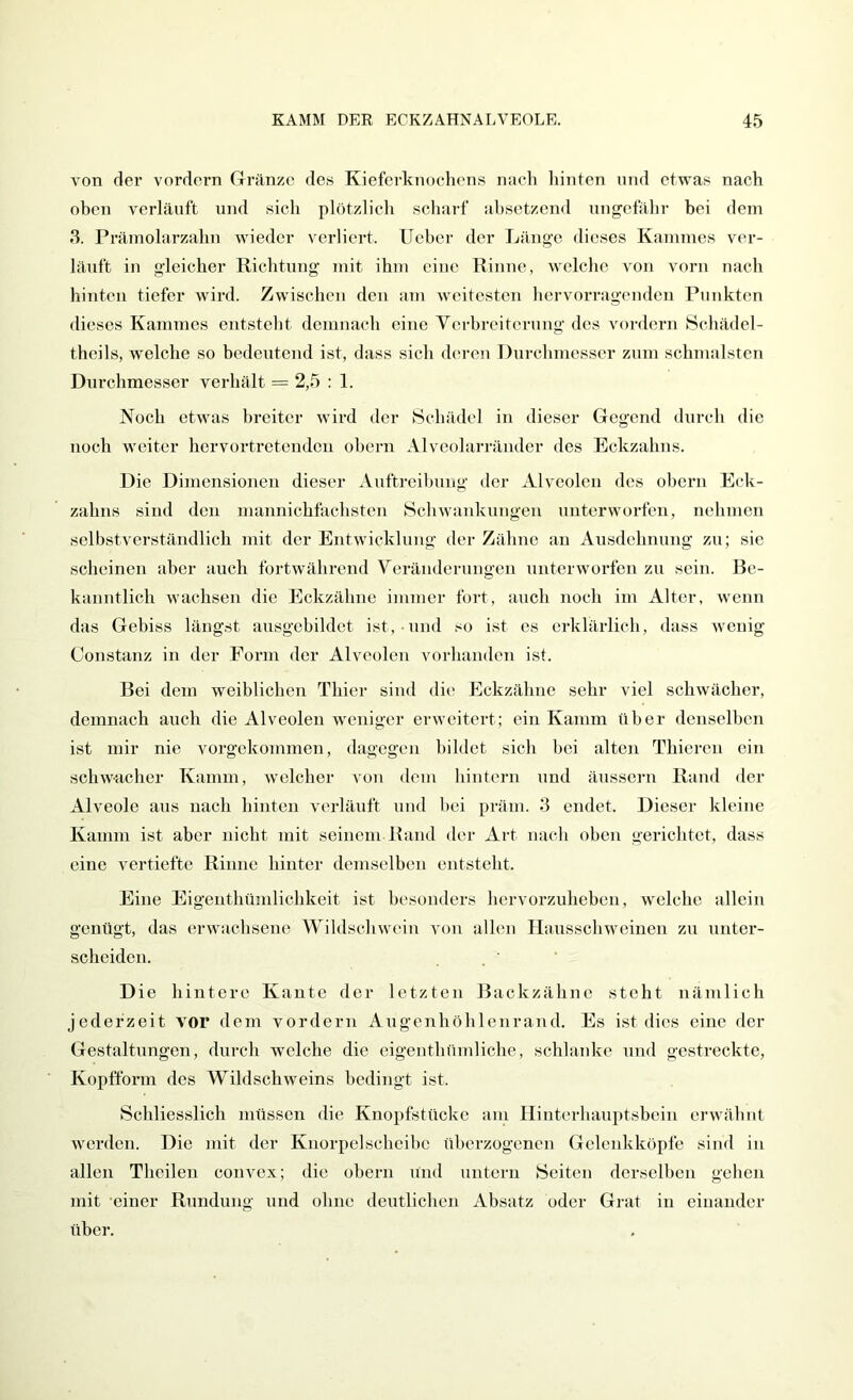 von der vordem Gränze des Kieferknochens nach liinten und etwas nach oben verläuft und sich plötzlich scharf ahsetzend ungefähr bei dem 3. Prämolarzahn wieder verliert. lieber der Länge dieses Kammes ver- läuft in gleicher Richtung mit ihm eine Rinne, welche Aon vorn nach hinten tiefer wird. Zwischen den am weitesten hervorragenden Punkten dieses Kammes entsteht demnach eine Verbreiterung des vordem Schädel- theils, welche so bedeutend ist, dass sich deren Durchmesser zum schmälsten Durchmesser verhält = 2,5 : 1. Noch etwas breiter wird der Schädel in dieser Gegend durch die noch weiter hervortretenden obern Alveolarränder des Eckzahns. Die Dimensionen dieser Auftreibung der Alveolen des obern Eck- zahns sind den mannichfachsten Schwankungen unterworfen, nehmen selbstverständlich mit der Entwicklung der Zähne an Ausdehnung zu; sie scheinen aber auch fortwährend Veränderungen unterworfen zu sein. Be- kanntlich wachsen die Eckzähne immer fort, auch noch im Alter, wenn das Gebiss längst ausgebildet ist, und so ist es erklärlich, dass wenig Constanz in der Form der Alveolen vorhanden ist. Bei dem weiblichen Thier sind die Eckzähne sehr viel schwächer, demnach auch die Alveolen weniger erweitert; ein Kamm über denselben ist mir nie vorgekommen, dagegen bildet sich bei alten Thieren ein schwacher Kamm, welcher von dem hintern und äiissern Rand der Alveole aus nach hinten verläuft und hei präm. 3 endet. Dieser kleine Kamm ist aber nicht mit seinemHand der Art nach oben gerichtet, dass eine vertiefte Rinne hinter demselben entsteht. Eine Eigeuthümlichkeit ist besonders hervorzuheben, welche allein genügt, das erwachsene Wildschwein von allen Hausschweinen zu unter- scheiden. Die hintere Kante der letzten Backzähne steht nämlich jederzeit vor dem vordem x4_ngenliöhlenrand. Es ist dies eine der Gestaltungen, durch welche die eigenthümliche, schlanke und gestreckte, Kopfform des Wildschweins bedingt ist. Schliesslich müssen die Knopfstücke am llintcrhauptsbeiu erwähnt werden. Die mit der Knorpelscheibc überzogenen Gelenkköpfe sind in allen Theileu convex; die obern und untern Seiten derselben gehen mit einer Rundung und ohne deutlichen Absatz oder Gi-at in einander über.