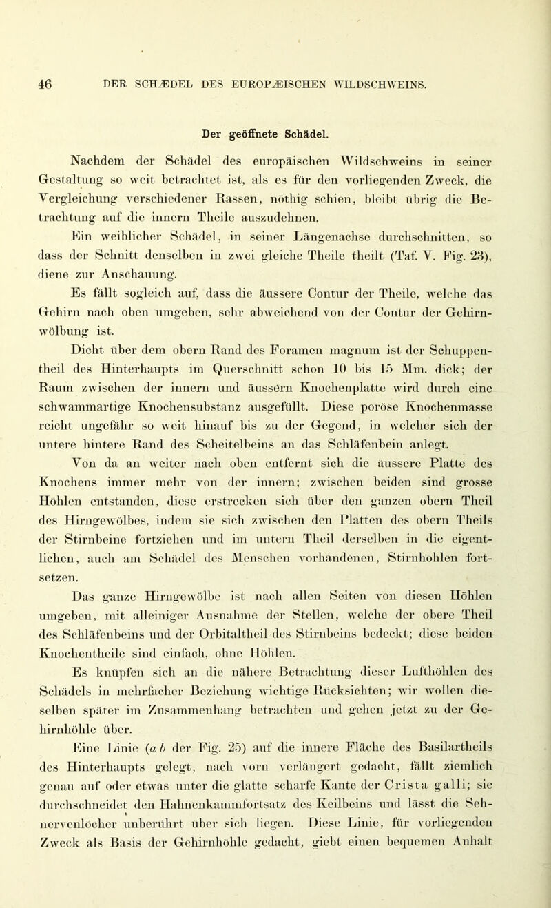 Der geöffnete Schädel. Nachdem der Schädel des europäischen Wildschweins in seiner Gestaltung so w^eit betrachtet ist, als es für den vorliegenden Zweck, die Vergleichung verschiedener Rassen, nöthig schien, bleibt übrig die Be- trachtung auf die innern Theile auszudehnen. Ein weiblicher Schädel, in seiner Längenachse durchschnitten, so dass der Schnitt denselben in zwei gleiche Theile theilt (Taf V. Fig. 23), diene zur Anschauung. Es fällt sogleich auf, dass die äussere Contur der Theile, welche das Gehirn nach oben umgeben, sehr abweichend von der Contur der Gehirn- wölbung ist. Dicht über dem obei-n Rand des Foramen magnum ist der Schuppen- theil des Hinterhaupts im Querschnitt schon 10 bis 15 Mm. dick; der Raum zwischen der innern und äussern Knochenplatte wird durch eine schTvammartige Knochensubstanz ausgefüllt. Diese poröse Knochenmasse reicht ungefähr so weit hinauf bis zu der Gegend, in welcher sich der untere hintere Rand des Scheitelbeins an das Schläfenbein anlegt. Von da an weiter nach oben entfernt sich die äussere Platte des Knochens immer mehr von der innern; zwischen beiden sind grosse Höhlen entstanden, diese erstrecken sich über den ganzen obern Theil des Hirngewölbes, indem sie sich zwischen den Platten des ohern Theils der Stirnbeine fortziehen und im untern Theil derselben in die eigent- lichen, auch am Schädel des Menschen vorhandenen, Stirnhöhlen fort- setzen. Das ganze Hirngewölho ist nach allen Seiten von diesen Höhlen umgehen, mit alleiniger Ausnahme der Stellen, welche der obere Theil des Schläfenbeins und der Orbitaltheil des Stirnbeins bedeckt; diese beiden Knochentheilo sind einfach, ohne Höhlen. Es knüpfen sich an die nähere Betrachtung dieser Lufthöhlen des Schädels in mehrfacher Beziehung Avichtige Rücksichten; AAÜr Avollen die- selben später im Zusammenhang betrachten und gehen jetzt zu der Ge- hirnhöhle über. Eine Tnnic (a h der Fig. 25) auf die innere Fläche des Basilartheils des Hinterhaupts gelegt, nach vom verlängert gedacht, fällt ziemlich genau auf oder etwas unter die glatte scharfe Kante der Crista galli; sie durchschneidet den Halmenkamnifortsatz des Keilbeiiis und lässt die Seh- nervenlöcher unberührt über sich liegen. Diese Linie, für vorliegenden Zweck als Basis der Gchirnhöhlc gedacht, giebt einen bequemen Anhalt