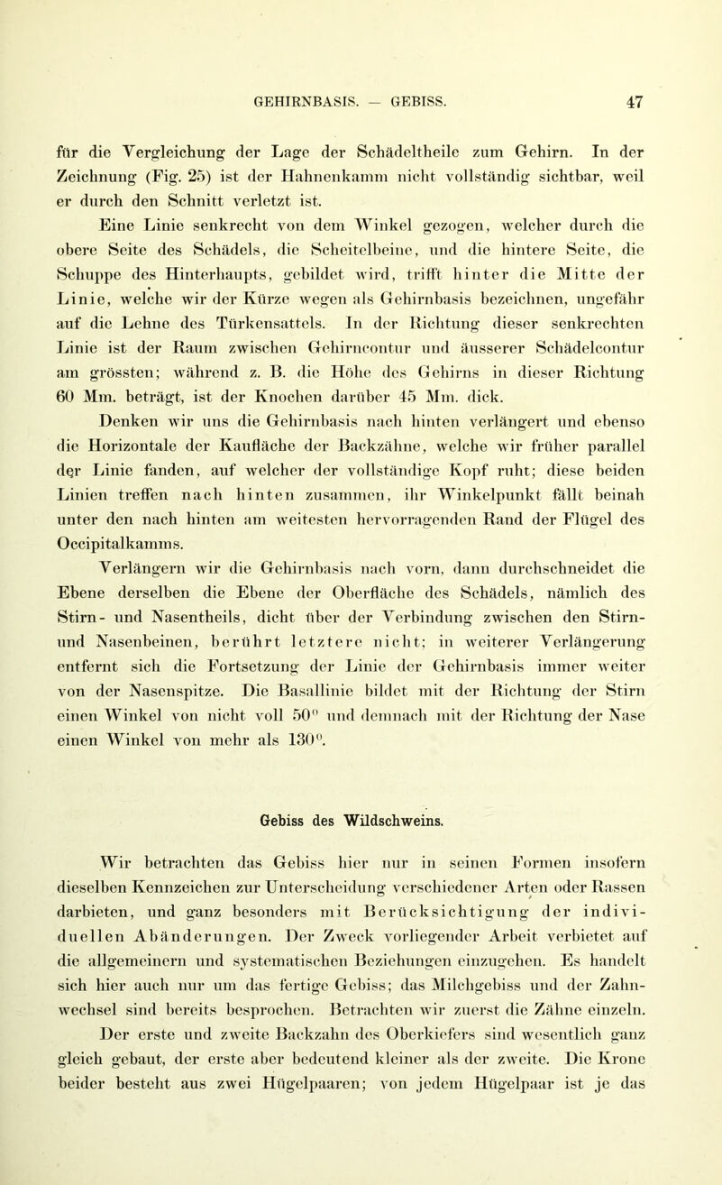 für die Vergleichung der Lage der Schädeltheile 7.um Gehirn. In der Zeichnung (Fig. 25) ist der Hahnenkamm nicht vollständig sichtbar, weil er durch den Schnitt verletzt ist. Eine Linie senkrecht von dem Winkel gezogen, welcher durch die obere Seite des Schädels, die Scheitelbeine, und die hintere Seite, die Schuppe des Hinterhaupts, gebildet wird, trifft hinter die Mitte der Linie, welche wir der Kürze wegen als Gehirnbasis bezeichnen, ungefähr auf die Lehne des Türlfensattcls. In der Richtung dieser senkrechten Linie ist der Raum zwischen Gehirncontur und äiisserer Schädelcontur am grössten; während z. B. die Höhe des Gehinis in dieser Richtung 60 Mm. beträgt, ist der Knochen darüber 45 Mm. dick. Denken wir ims die Gehirnbasis nach hinten verlängert und ebenso die Horizontale der Kaufläche der Backzähne, welche wir früher parallel dqr Linie fanden, auf welcher der vollständige Kopf ruht; diese beiden Linien treffen nach hinten zusammen, ihr Winkelpunkt fällt beinah unter den nach hinten am weitesten hervorragenden Rand der Flügel des Occipitalkamms. Verlängern wir die Gehirnhasis nach vorn, dann durchschneidet die Ebene derselben die Ebene der Oberfläche des Schädels, nämlich des Stirn- und Nasentheils, dicht über der Verbindung zwischen den Stirn- und Nasenbeinen, berührt letztere nicht; in weiterer Verlängerung entfernt sich die Fortsetzung der Linie der Gehirnbasis immer weiter von der Nasenspitze. Die Basallinie bildet mit der Richtung der Stirn einen Winkel von nicht voll 50 und demnach mit der Richtung der Nase einen Winkel von mehr als 130. Gebiss des Wildschweins. Wir betrachten das Gebiss hier nur in seinen Formen insofern dieselben Kennzeichen zur Unterscheidung verschiedener Arten oder Rassen darbieten, und ganz besonders mit Berücksichtigung der indivi- duellen Abänderungen. Der Zweck vorliegender Arbeit verbietet auf die allgemeinem und systematischen Beziehungen einzugehen. Es handelt sich hier auch nur um das fertige Gebiss; das Milchgebiss und der Zahn- wechsel sind bereits besprochen. Betrachten wir zuerst die Zähne einzeln. Der erste und zAveite Backzahn des Oberkiefers sind wesentlich ganz gleich gebaut, der erste aber bedeutend kleiner als der zweite. Die Krone beider besteht aus zwei Hügelpaaren; von jedem Hügelpaar ist je das