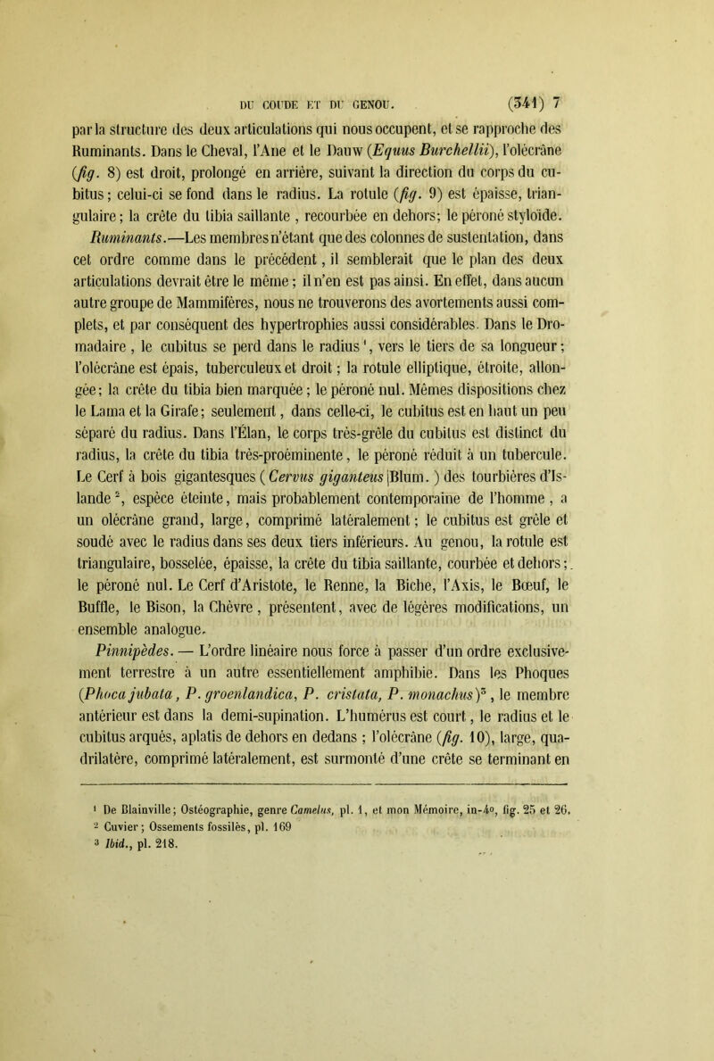parla structure des deux articulations qui nous occupent, et se rapproche des Ruminants. Dans le Cheval, l’Ane et le Dauw (Equus Burchellii), l’olécràne {fig. 8) est droit, prolongé en arrière, suivant la direction du corps du cu- bitus; celui-ci se fond dans le radius. La rotule {fig. 9) est épaisse, trian- gulaire; la crête du tibia saillante , recourbée en dehors; le péroné stylo'ide. Ruminants.—Les membres n’étant que des colonnes de sustentation, dans cet ordre comme dans le précédent, il semblerait que le plan des deux articulations devrait être le même; il n’en est pas ainsi. En effet, dans aucun autre groupe de Mammifères, nous ne trouverons des avortements aussi com- plets, et par conséquent des hypertrophies aussi considérables. Dans le Dro- madaire , le cubitus se perd dans le radius ', vers le tiers de sa longueur ; l’olécràne est épais, tuberculeux et droit ; la rotule elliptique, étroite, allon- gée; la crête du tibia bien marquée ; le péroné nul. Mêmes dispositions chez le Lama et la Girafe; seulement, dans celle-ci, le cubitus est en haut un peu séparé du radius. Dans l’Élan, le corps très-grêle du cubitus est distinct du radius, la crête du tibia très-proéminente, le péroné réduit à un tubercule. Le Cerf à bois gigantesques ( Cervus giganteus jBlum. ) des tourbières d’Is- lande 1 2, espèce éteinte, mais probablement contemporaine de l’homme , a un olécrane grand, large, comprimé latéralement; le cubitus est grêle et soudé avec le radius dans ses deux tiers inférieurs. Au genou, la rotule est triangulaire, bosselée, épaisse, la crête du tibia saillante, courbée et dehors; le péroné nul. Le Cerf d’Aristote, le Renne, la Biche, l’Axis, le Bœuf, le Buffle, le Bison, la Chèvre , présentent, avec de légères modifications, un ensemble analogue. Pinnipèdes. — L’ordre linéaire nous force à passer d’un ordre exclusive- ment terrestre à un autre essentiellement amphibie. Dans les Phoques {Phocajubata, P. groenlandica, P. cristata, P. monachus)3, le membre antérieur est dans la demi-supination. L’humérus est court, le radius et le cubitus arqués, aplatis de dehors en dedans ; l’olécrâne {fig. 10), large, qua- drilatère, comprimé latéralement, est surmonté d’une crête se terminant en 1 De Blainville; Ostéographie, genre Camelus, pl. 1, et mon Mémoire, in-4°, fig. 25 et 26. - Cuvier; Ossements fossiles, pl. 169 3 Ibid., pl. 218.