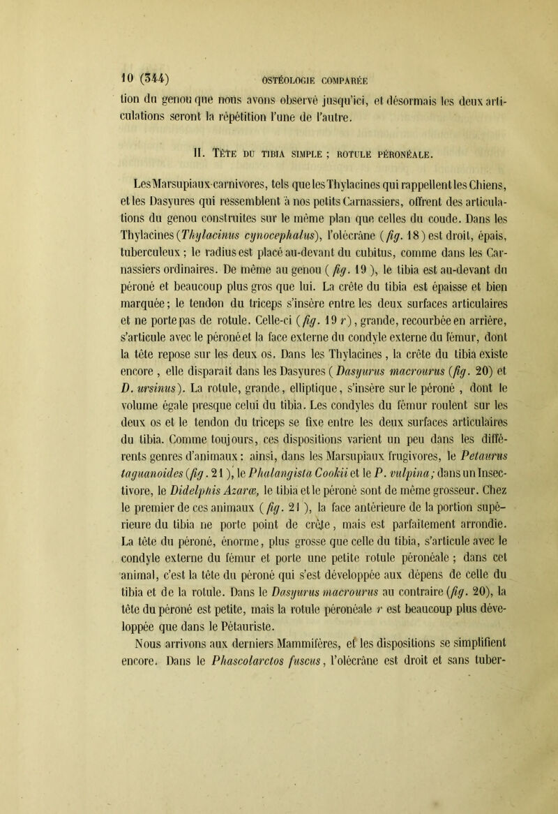 lion du genou que nous avons observé jusqu’ici, et désormais les deux arti- culations seront la répétition l’une de l’autre. II. Tête du tibia simple ; rotule péronéale. LesMarsupiauxcarnivores, tels quelesThylacines qui rappellent les Chiens, et les Dasyures qui ressemblent à nos petits Carnassiers, offrent désarticula- tions du genou construites sur le même plan que celles du coude. Dans les Thylacines (Thylacinus cynocephalus), l’olôcrâne ( fig. 18) est droit, épais, tuberculeux ; le radius est placé au-devant du cubitus, comme dans les Car- nassiers ordinaires. De même au genou (fig. 19 ), le tibia est au-devant du péroné et beaucoup plus gros que lui. La crête du tibia est épaisse et bien marquée ; le tendon du triceps s’insère entre les deux surfaces articulaires et ne porte pas de rotule. Celle-ci (fig. 19 r), grande, recourbée en arrière, s’articule avec le péroné et la face externe du condyle externe du fémur, dont la tête repose sur les deux os. Dans les Thylacines, la crête du tibia existe encore , elle disparaît dans les Dasyures ( Dasyurus macrourus (fig. 20) et D. ursinus). La rotule, grande, elliptique, s’insère sur le péroné , dont le volume égale presque celui du tibia. Les condyles du fémur roulent sur les deux os et le tendon du triceps se fixe entre les deux surfaces articulaires du tibia. Comme toujours, ces dispositions varient un peu dans les diffé- rents genres d’animaux : ainsi, dans les Marsupiaux frugivores, le Petaurus taguanoides (fig. 21 ), le Phalangista Cookii et le P. vulpina; dans un Insec- tivore, le Didelp/iis Azarce, le tibia et le péroné sont de même grosseur. Chez le premier de ces animaux (fig. 21 ), la face antérieure de la portion supé- rieure du tibia ne porte point de crête, mais est parfaitement arrondie. La tête du péroné, énorme, plus grosse que celle du tibia, s’articule avec le condyle externe du fémur et porte une petite rotule péronéale ; dans cet animal, c’est la tête du péroné qui s’est développée aux dépens de celle du tibia et de la rotule. Dans le Dasyurus macrourus au contraire (/%. 20), la tête du péroné est petite, mais la rotule péronéale r est beaucoup plus déve- loppée que dans le Pétauriste. Nous arrivons aux derniers Mammifères, et les dispositions se simplifient encore. Dans le Phascolarctos fuscus, l’olécrâne est droit et sans tuber-