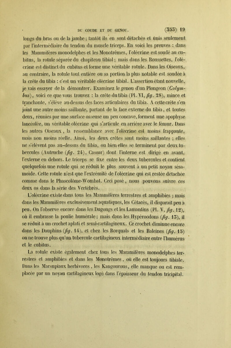 longs du bras ou de la jambe ; tantôt ils en sont détachés et unis seulement par l’intermédiaire du tendon du muscle triceps. En voici les preuves : dans les Mammifères monodelpbes et les Monotrêmes, l'olécrane est soudé au cu- bitus, la rotule séparée du chapiteau tibial ; mais dans les Roussettes, l’olé- crâne est distinct du cubitus et forme une véritable rotule. Dans les Oiseaux, au contraire, la rotule tout entière ou sa portion la plus notable est soudée à la crête du tibia : c’est un véritable olécrane tibial. L’assertion étant nouvelle, je vais essayer de la démontrer. Examinez le genou d’un Plongeon (Colyin- bus), voici ce que vous trouvez : la crête du tibia (PI. VI, fig. 28), mince et tranchante, s’élève au-dessus des faces articulaires du tibia, A cette crête s’en joint une autre moins saillante, partant de la face externe du tibia, et toutes deux, réunies par une surface osseuse un peu concave, forment une apophyse lancéolée, un véritable olécrane qui s’articule en arrière avec le fémur. Dans les autres Oiseaux, la ressemblance avec l’olécràne est moins frappante, mais non moins réelle. Ainsi, les deux crêtes sont moins saillantes ; elles ne s’élèvent pas au-dessus du tibia, ou bien elles se terminent par deux tu- bercules (Autruche {fig. 24), Casoar) dont l’interne est dirigé en avant, l’externe en dehors. Le triceps se fixe entre les deux tubercules et contient quelquefois une rotule qui se réduit le plus souvent à un petit noyau sésa- môide. Cette rotule n’est que l’extrémité de l’olécràne qui est restée détachée comme dans le Phascol0me-Wom.bat. Ceci posé , nous pouvons suivre ces deux os dans la série des Vertébrés. L’olécràne existe dans tous les Mammifères terrestres et amphibies ; mais dans les Mammifères exclusivement aquatiques, les Cétacés, il disparaît peu à peu. On l’observe encore dans les Dugongs et les Lamantins (PI. V, fig. 12), où il embrasse la poulie humérale; mais dans les Hypéroodons {fig. 15), il se réduit à un crochet aplati et semi-cartilagineux. Ce crochet, diminue encore dans les Dauphins {fig. 14), et chez les Rorquals et les Baleines {fig. 15) on ne trouve plus qu’un tubercule cartilagineux intermédiaire entre l’humérus et le cubitus. La rotule existe également chez tous les Mammifères monodelphes ter- restres et amphibies et dans les Monotrêmes, où elle est toujours tibiale. Dans les Marsupiaux herbivores , les Kangourous, elle manque ou est rem- placée par un noyau cartilagineux logé dans l’épaisseur du tendon tricipital.