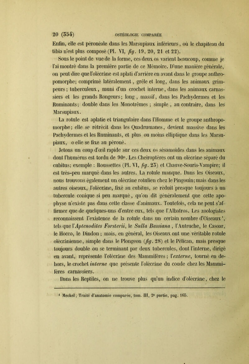 Enfin, elle est pèronéale dans les Marsupiaux inférieurs, où le chapiteau du tibia n’est plus composé (PI. VI, fig. 19, 20, 21 et 22). Sous le point de vue de la forme, ces deux os varient beaucoup, comme je l’ai montré dans la première partie de ce Mémoire. D’une manière générale, on peut dire quel’olécràne est aplati d’arrière en avant dans le groupe anthro- pomorphe; comprimé latéralement, grêle et long, dans les animaux grim- peurs ; tuberculeux, muni d’un crochet interne, dans les animaux carnas- siers et les grands Rongeurs; long , massif, dans les Pachydermes et les Ruminants ; double dans les Monotrêmes ; simple , au contraire, dans les Marsupiaux. La rotule est aplatie et triangulaire dans l’Homme et le groupe anthropo- morphe; elle se rétrécit dans les Quadrumanes, devient massive dans les Pachydermes et les Ruminants, et plus ou moins elliptique dans les Marsu- piaux, o elle se fixe au péroné. Jetons un coup d’œil rapide sur ces deux os sésamoïdes dans les animaux dont l’humérus est tordu de 90°. Les Chéiroptères ont un olécrane séparé du cubitus; exemple : Roussettes (PL VI, fig. 23) et Chauve-Souris-Vampire; il est très-peu marqué dans les autres. La rotule manque. Dans les Oiseaux, nous trouvons également un olécrane rotulien chez le Pingouin; mais dans les autres oiseaux, l’olécrâne, fixé au cubitus, se réduit presque toujours à un tubercule conique si peu marqué, qu’on dit généralement que cette apo- physe n’existe pas dans cette classe d’animaux. Toutefois, cela ne peut s’af firmer que de quelques-uns d’entre eux, tels que l’Albatros. Les zoologistes reconnaissent l’existence de la rotule dans un certain nombre d’Oiseaux Q tels que 1 ’Aptenodites Forsterii, le Sulla Bassiana , l’Autruche, le Casoar, le Hocco, le Dindon ; mais, en général, les Oiseaux ont une véritable rotule olécranienne, simple dans le Plongeon (fig. 28) et le Pélican, mais presque toujours double ou se terminant par deux tubercules, dont l’interne, dirigé en avant, représente l’olécrâne des Mammifères ; l'externe, tourné en de- hors, le crochet interne que présente l’olécrane du coude chez les Mammi- fères carnassiers. Dans les Reptiles, on ne trouve plus qu’un indice d’olécràne, chez le ' Meckel ; Traité d’anatomie comparée, loin. III, 2e partie, pag. 165.