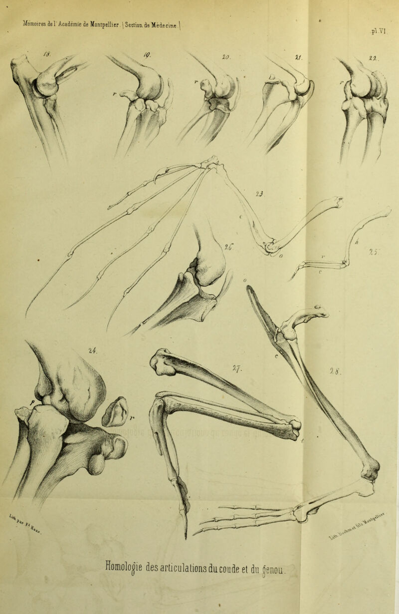 Homologie des articulations du coude et du Senou |