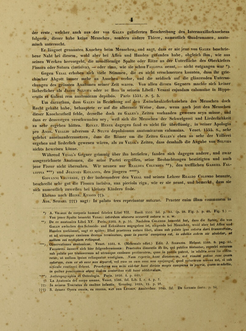 der erste, welcher auch aus der von Galen gelieferten Beschreibung des Intermaxillarknochens folgerte, dieser habe keine Menschen, sondern andere Thiere, namentlich Guadrumanen, anato- misch untersucht. Er läugnet genannten Knochen beim Menschen, und sagt, dass er nie jene von Galen beschrie- bene Naht bei diesem, wohl aber bei Affen und Hunden gefunden habe, obgleich ihm, wie aus seinen Werken hervorgeht, die mondförmige Spalte oder Ritze an der Unterfläche des Oberkiefers Fissura oder Sutura (incisiva), — oder rima, wie sie schon Fallopia nennt, — nicht entgangen war *). Gegen Vesal erhoben sich viele Stirnmen, die es nicht verschmerzen konnten, dass ihr grie- chischer Abgott immer mehr an Ansehen verlor, und die neidisch auf die glänzenden Untersu- chungen des grössten Anatomen seiner Zeit waren. Von allen diesen Gegnern machte sich keiner lächerlicher als Jacob Sylvius oder du Bois in seinem Libell: Vesani cujusdam calumniae in Hippo- cratis et Galeni rem anatomicam depulsio. Paris 1551. -8. §. 5. Um darzuthun, dass Galen in Beziehung auf den Zwischenkieferknochen des Menschen doch Recht gehabt habe, behauptete er auf die albernste Weise, dass, wenn auch jezt den Menschen dieser Knochentheil fehle, derselbe doch zu Galen’s Zeiten vorhanden gewesen seyn müsse, und dass er desswegen verschwunden sey, weil sich die Menschen der Schwelgerei und Liederlichkeit zu sehr ergeben hätten. Renat. Hener dagegen fand es nicht für überflüssig, in seiner Apologia pro Andr. Vesalio adversus J. Sylvii depulsionum anatomicarum calumnias. Venet. 1555. 8., sehr gelehrt auseinanderzusetzen, dass die Römer um die Zeiten Galen’s eben so sehr der Völlerei ergeben und liederlich gewesen wären, als zu Vesal’s Zeiten, dass desshalb die Angabe von Sylvius nichts beweisen könne. Während Vesal’s Gegner grimmig über ihn herfielen, fanden sich dagegen andere, und zwar ausgezeichnete Anatomen, die seine Partei ergriffen, seine Beobachtungen bestätigten und auch jene Fissur nicht übersahen. Wir nennen nur Realdus Columbus **), den trefflichen Gabriel Ial- loppia ***) und Joannes Riolanus, den jüngern ****). Giovanni Valverde, f) der insbesondere den Vesal und seinen Lehrer Realdo Colombo benuzte, beschreibt sehr gut die Fissura incisiva, una picciola riga, wie er sie nennt, und bemerkt, dass sie sich namentlich zuweilen bei kleinen Kindern finde. Ebenso auch Heinr. Eysson ff). Adr. Spiegel fff) sagt: In palato tres reperiuntur suturae. Praeter enim illam communem in *) A. Veaalii de corporis human! fabrica Libri VII. Basil. 1555 fol. p. 53. (p. 28. Fig. 5. p. 48. Fig. 2 ) Von jener Spalte bemerkt Vesal: interdum obscura uccurrit sutura u. s. w. **) De re anatomica Libri XV. Paris. 1562. 8. p. 55. Nachdem Colombo bemerkt hat, dass die Sutur, die von Galen zwischen den Schneide- und Eckzähnen angegeben ist, nirgends bei Menschen, wohl aber bei Allen und Hunden vorkömmt, sagt er später: lllud praeterea notarc übet, aliam sub palato ipso sutura dari transversim, et ad utruinque caninum dentem terminatam, quae in pueris conspicua est, in adultis autem sic aboletur, ut nullum sui vestigium relinquat. ***) Observationes anatomicae. Venet. 1561.8. (Mehrmals edirt.) Edit. J. Sigfridi. Heimst. 1588. 8. pag. 35. FALLoeriA äussert sich hier folgendermassen : Praeterea dissentio ab iis, qui publice testantur, reperiri suturam sub palato per transversum ad utrumque caninum pertinentem, quae in pueris pateat, in adultis voro ita oo i e- retur, ut nullum ipsius relinquatur vestigium. Kam reperio lumc divisionem, vel rimam potius esst quam suturam, cum os ab esse non separet, vel cum os cum osse non conjungat, quod suturarum munus est, si su articulo eontineri debent. Praeterea non mihi videtur haec divisio magis conspicua in pueris, quam tn adultis, in quibus puucissimis atque iisdem senioribus vidi haue oblitcraiam, Anthropographia et Osteologia. Paris. 1626. 4. p. 649. f) La Anatomia del ccrpo nmano. Venet. 1586. fol. Lib. I. c. 4. p. 7. tfl In seinem Traetatus de ossibus infantis. Groniug. 1659. 12. p. 26. ttf) S. dessen Opera omnia, ex rccens. van der Lsnden. Amsterdam. 1645. föl. De forinato loetu. p. —■