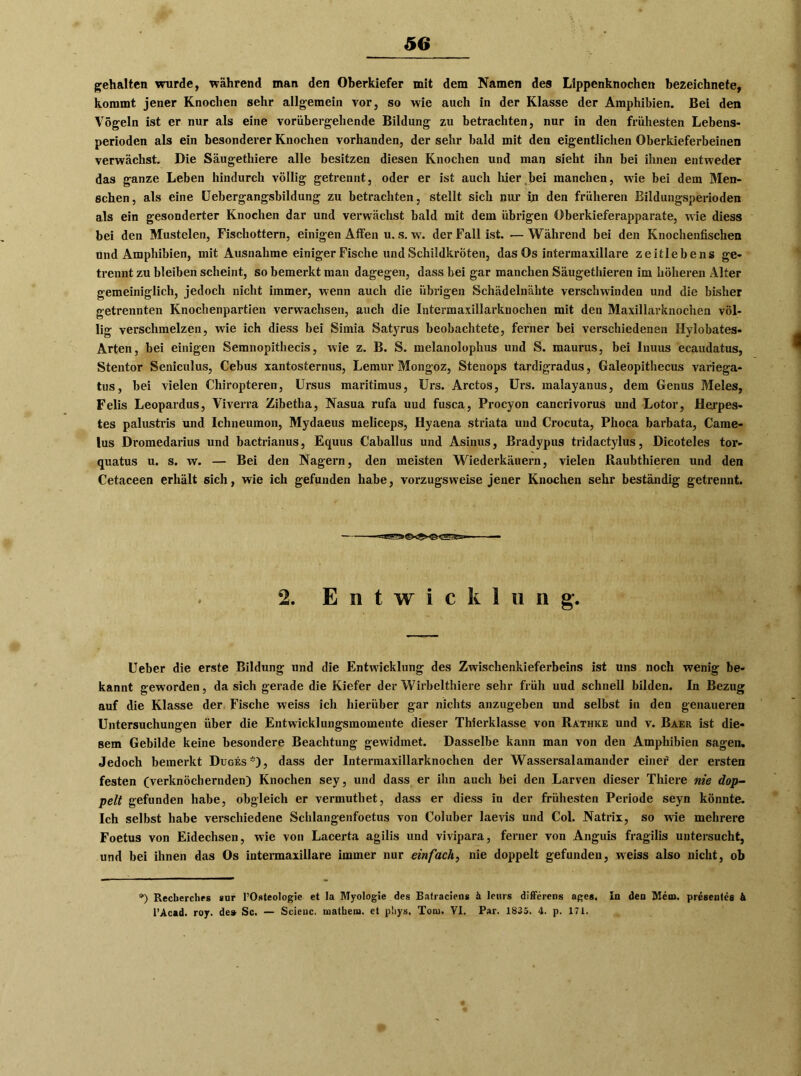 gehalten wurde, während man den Oberkiefer mit dem Namen des Lippenknochen bezeichnete, kommt jener Knochen sehr allgemein vor, so wie auch in der Klasse der Amphibien. Bei den Vögeln ist er nur als eine vorübergehende Bildung zu betrachten, nur in den frühesten Lebens- perioden als ein besonderer Knochen vorhanden, der sehr bald mit den eigentlichen Oberkieferbeinen verwächst. Die Säugethiere alle besitzen diesen Knochen und man sieht ihn bei ihnen entweder das ganze Leben hindurch völlig getrennt, oder er ist auch liier bei manchen, wie bei dem Men- schen, als eine Uebergangsbildung zu betrachten, stellt sich nur in den früheren Bildungsperioden als ein gesonderter Knochen dar und verwächst bald mit dem übrigen Oberkieferapparate, wie diess bei den Mustelen, Fischottern, einigen Affen u. s. w. der Fall ist. — Während bei den Knochenfischen und Amphibien, mit Ausnahme einiger Fische und Schildkröten, das Os intermaxillare zeitlebens ge- trennt zu bleiben scheint, so bemerkt man dagegen, dass bei gar manchen Säugethieren im höheren Alter gemeiniglich, jedoch nicht immer, wenn auch die übrigen Schädelnähte verschwinden und die bisher getrennten Knochenpartien verwachsen, auch die Intermaxillarknochen mit den Maxillarknochen völ- lig verschmelzen, wie ich diess bei Simia Satyrus beobachtete, ferner bei verschiedenen Hylobates- Arten, bei einigen Semnopithecis, wie z. B. S. melanolophus und S. maurus, bei Inuus ecaudatus, Stentor Seniculus, Cebus xantosternus, Lemur Mongoz, Stenops tardigradus, Galeopithecus variega- tus, bei vielen Chiropteren, Ursus maritimus, Urs. Arctos, Urs. malayanus, dem Genus Meies, Felis Leopardus, Viverra Zibetha, Nasua rufa uud fusca, Procyon cancrivorus und Lotor, Herpes- tes palustris und Ichneumon, Mydaeus meliceps, Hyaena striata und Crocuta, Plioca barbata, Came- lus Dromedarius und bactrianus, Equus Caballus und Asinus, Bradypus tridactylus, Dicoteles tor- quatus u. s. w. — Bei den Nagern, den meisten Wiederkäuern, vielen Raubthieren und den Cetaceen erhält sich, wie ich gefunden habe, vorzugsweise jener Knochen sehr beständig getrennt. *2. Entwicklung. Ueber die erste Bildung und die Entwicklung des Zwischenkieferbeins ist uns noch wenig be- kannt geworden, da sich gerade die Kiefer der Wirbelthiere sehr früh uud schnell bilden. In Bezug auf die Klasse der Fische weiss ich hierüber gar nichts anzugeben und selbst in den genaueren Untersuchungen über die Entwicklungsmomente dieser Thierklasse von Rathke und v. Baer ist die- sem Gebilde keine besondere Beachtung gewidmet. Dasselbe kann man von den Amphibien sagen. Jedoch bemerkt Duges*), dass der Intermaxillarknochen der Wassersalamander einer der ersten festen (verknöchernden) Knochen sey, und dass er ihn auch bei den Larven dieser Thiere nie dop- pelt gefunden habe, obgleich er vermutbet, dass er diess in der frühesten Periode seyn könnte. Ich selbst habe verschiedene Schlangenfoetus von Coluber laevis und Col. Natrix, so wie mehrere Foetus von Eidechsen, wie von Lacerta agilis und vivipara, ferner von Anguis fragilis untersucht, und bei ihnen das Os intermaxillare immer nur einfach, nie doppelt gefunden, weiss also nicht, ob *) Recberchrs sur l’Osteologic et la Myologie des Bafraciens ä lenrs differcns agcs. In den Men», presentes & l’Acad. roy. de» Sc. — Scieuc. matheni. et phys. Ton). VI. Par. 1835. 4. p. 171.