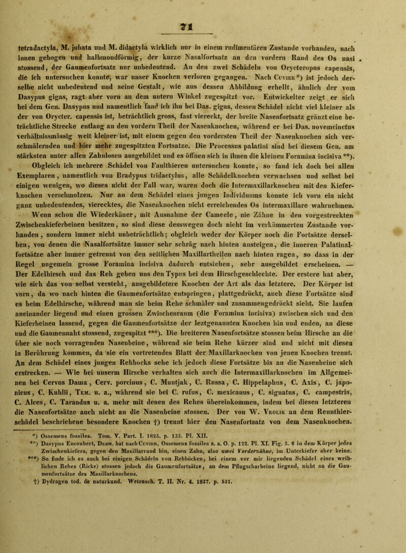 tetradactyla, M. jubata und M. didactyla wirklich nur in einem rudimentären Zustande vorhanden, nach innen gebogen und halbmondförmig, der kurze Nasalfortsatz an den vordem Rand des Os uasi stossend, der Gaumenfortsatz nur unbedeutend. An den zwei Schädeln von Orycteropus capensis, die ich untersuchen konnte, war unser Knochen verloren gegangen. Nach Cuvier *) ist jedoch der- selbe nicht unbedeutend und seine Gestalt, wie aus dessen Abbildung erhellt, ähnlich der vom Dasypus gigas, ragt aber vorn an dem untern Winkel zugespitzt vor. Entwickelter zeigt er sich bei dem Gen. Dasypus und namentlich fand ich ihn bei Das. gigas, dessen Schädel nicht viel kleiner als der von Orycter. capensis ist, beträchtlich gross, fast viereckt, der breite Nasenfortsatz gränzt eine be- trächtliche Strecke entlang an den vordem Tlieil der Nasenknochen, während er bei Das. novemcinctus verliältnissmässig weit kleiner'ist, mit einem gegen den vordersten Tlieil der Nasenknochen sich ver- schmälernden und hier mehr zugespitzten Fortsatze. Die Processus palatini sind bei diesem Gen. am stärksten unter allen Zahnlosen ausgebildet und es öffnen sich in ihnen die kleinen Foramina incisiva **). Obgleich ich mehrere Schädel von Faulthieren untersuchen konnte, so fand ich doch bei allen Exemplaren, namentlich von Bradypus tridactylus, alle Schädelknochen verwachsen und selbst bei einigen wenigen, wo dieses nicht der Fall war, waren doch die Intermaxillarknochen mit den Kiefer- knochen verschmolzen. Nur an dem Schädel eines jungen Individuums konnte ich vorn ein nicht ganz unbedeutendes, vierecktes, die Nasenknochen nicht erreichendes Os intermaxillare wahrnehmen. Wenn schon die Wiederkäuer, mit Ausnahme der Cameele, nie Zähne in den vorgestreckten Zwischenkieferbeinen besitzen, so sind diese dessvvegen doch nicht im verkümmerten Zustande vor- handen, sondern immer nicht unbeträchtlich; obgleich weder der Körper noch die Fortsätze dersel- ben, von denen die Nasalfortsätze immer sehr schräg nach hinten ansteigen, die inneren Palatinal- fortsätze aber immer getrennt von den seitlichen Maxillartheilen nach hinten ragen, so dass in der Regel ungemein, grosse Foramina incisiva dadurch entstehen, sehr ausgebildet erscheinen. — Der Edelhirsch und das Reh geben uns den Typus bei dem Hirschgeschlechte. Der erstere hat aber, wie sich das von selbst versteht, ausgebildetere Knochen der Art als das letztere. Der Körper ist vorn, da wo nach hinten die Gaumenfortsätze entspringen, plattgedrückt, auch diese Fortsätze sind es beim Edelhirsche, während man sie beim Rehe schmäler und zusammengedrückt sieht. Sie laufen aneinander liegend und einen grossen Zwischenraum (die Foramina incisiva) zwischen sich und den Kieferbeinen lassend, gegen die Gaumenfortsätze der leztgenannten Knochen hin und enden, an diese und die Gaumennaht stossend, zugespitzt ***). Die breiteren Nasenfortsätze stossen beim Hirsche an die über sie noch vorragenden Nasenbeine, während sie beim Rehe kürzer sind und nicht mit diesen in Berührung kommen, da sie ein vortretendes Blatt der Maxillarknochen von jenen Knochen trennt. An dem Schädel eines jungen Rehbocks sehe ich jedoch diese Fortsätze bis an die Nasenbeine sich erstrecken. — Wie bei unserm Hirsche verhalten sich auch die Intermaxillarknochen im Allgemei- nen bei Cervus Dama , Cerv. porcinus, C. Muntjak, C. Hussa, C. Hippelaplius, C. Axis, C. japo- nicus, C. Kuhlii, Tem. u. a., während sie bei C. rufus, C. mexicanus, C. signatus, C. campestris, C. Alces, C. Tarandus u. a. mehr mit denen des Rehes Übereinkommen, indem bei diesen letzteren die Nasenfortsätze auch nicht an die Nasenbeine stossen. Der von W. Vrolik an dem Rennthier- scliädel beschriebene besondere Knochen t) trennt hier den Nasenfortsatz von dem Nasenknochen. ,?) Ossemens fossiles. Tom. V. Part. I. 1825. p. 133. PI. XII. *■'■') Dasypus Encoubert, Desm. hat nach Cuvier, Ossemens fossiles a. a. 0. p. 122. PI. XI. Fig. 5. 6 in dem Körper jedes Zwischenkiefers, gegen den Maxillarrand hin, einen Zahn, also zwei Vorderzähne, im Unterkiefer aber keine. ***) So finde ich es auch bei einigen Schädeln von Rehböcken, bei einem vor mir liegenden Schädel eines weib- lichen Rehes (Ricke) stossen jedoch die Gaumenfortsätze, an dem Pflugscharbeine liegend, nicht an die Gau- menfortsätze des Maxillarknochens. t) Bydragen tod. de naturkund. Weteusch. T. II. Nr. 4. 1837. p. 531.