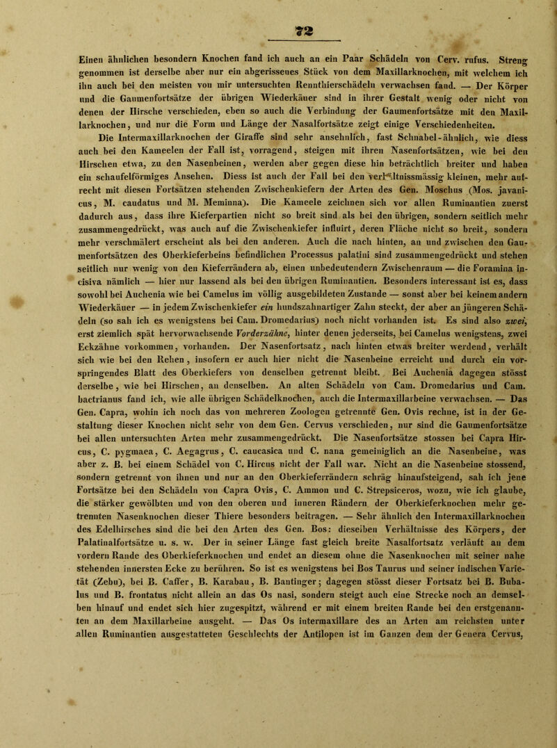 Einen ähnlichen besondern Knochen fand ich auch an ein Paar Schädeln von Cerv. rufus. Streng genommen ist derselbe aber nur ein abgerissenes Stück von dem Maxillarknochen, mit welchem ich ihn auch bei den meisten von mir untersuchten Rennthierschädeln verwachsen fand. — Der Körper und die Gaumenfortsätze der übrigen Wiederkäuer sind in ihrer Gestalt wenig oder nicht von denen der Hirsche verschieden, eben so auch die Verbindung der Gaumenfortsätze mit den Maxil- larknochen, und nur die Form und Länge der Nasalfortsätze zeigt einige Verschiedenheiten. Die Intermaxillarknochen der Giraffe sind sehr ansehnlich, fast Schnabel-ähnlich, wie diess auch hei den Kameelen der Fall ist, vorragend, steigen mit ihren Nasenfortsätzen, wie bei den Hirschen etwa, zu den Nasenbeinen, werden aber gegen diese hin beträchtlich breiter und haben ein schaufelförmiges Ansehen. Diess ist auch der Fall bei den vert*ütnissmässig kleinen, mehr auf- recht mit diesen Fortsätzen stehenden Zwischenkiefern der Arten des Gen. Moschus (Mos. javani- cus, M. caudatus und M. Meminna). Die Kameele zeichnen sich vor allen Ruminantien zuerst dadurch aus, dass ihre Kieferpartien nicht so breit sind als bei den übrigen, sondern seitlich mehr zusammengedrückt, was auch auf die Zwischenkiefer influirt, deren Fläche nicht so breit, sondern mehr verschmälert erscheint als bei den anderen. Auch die nach hinten, an und zwischen den Gau- menfortsätzen des Oberkieferbeins befindlichen Processus palatini sind zusammengedrückt und stehen seitlich nur wenig von den Kieferrändern ab, einen unbedeutendem Zwischenraum — die Foramina in- cisiva nämlich — hier nur lassend als bei den übrigen Ruminantien. Besonders interessant ist es, dass sowohl bei Auchenia wie bei Camelus im völlig ausgebildeten Zustande — sonst aber bei keinem andern Wiederkäuer — in jedem Zwischenkiefer ein hundszahnartiger Zahn steckt, der aber an jüngeren Schä- deln (so sah ich es wenigstens bei Cam. Dromedarius) noch nicht vorhanden ist. Es sind also zwei, erst ziemlich spät hervorwachsende Vorderzähne, hinter denen jederseits, bei Camelus wenigstens, zwei Eckzähne Vorkommen, vorhanden. Der Nasenfortsatz, nach hinten etwas breiter werdend, verhält sich wie bei den Rehen , insofern er auch hier nicht die Nasenbeine erreicht und durch ein vor- springendes Blatt des Oberkiefers von denselben getrennt bleibt. Bei Auchenia dagegen stösst derselbe, wie bei Hirschen, an denselben. An alten Schädeln von Cam. Dromedarius und Cam. bactrianus fand ich, wie alle übrigen Schädelknochen, auch die Intermaxillarbeine verwachsen. — Das Gen. Capra, wohin ich noch das von mehreren Zoologen getrennte Gen. Ovis rechne, ist in der Ge- staltung dieser Knochen nicht sehr von dem Gen. Cervus verschieden, nur sind die Gaumenfortsätze bei allen untersuchten Arten mehr zusammengedrückt. Die Nasenfortsätze stossen bei Capra Ilir- cus, C. pygmaea, C. Aegagrus, C. caucasica und C. nana gemeiniglich an die Nasenbeine, was aber z. ß. bei einem Schädel von C. Hircus nicht der Fall war. Nicht an die Nasenbeine stossend, sondern getrennt von ihnen und nur an den Oberkieferrändern schräg hinaufsteigend, sah ich jene Fortsätze bei den Schädeln von Capra Ovis, C. Ammon und C. Strepsiceros, wozu, wie ich glaube, die stärker gewölbten und von den oberen und inneren Rändern der Oberkieferknochen mehr ge- trennten Nasenknochen dieser Thiere besonders beitragen. — Sehr ähnlich den Intermaxillarknochen des Edelhirsches sind die bei den Arten des Gen. Bos: dieselben Verhältnisse des Körpers, der Palatinalfortsätze u. s. w. Der in seiner Länge fast gleich breite Nasalfortsatz verläuft an dem vordem Rande des Oberkieferknochen und endet an diesem ohne die Nasenknochen mit seiner nahe stehenden innersten Ecke zu berühren. So ist es wenigstens bei Bos Taurus und seiner indischen Varie- tät (Zebu), bei B. Caffer, B. Karabau, B. Bantinger; dagegen stösst dieser Fortsatz bei B. Buba- lus und B. frontatus nicht allein an das Os nasi, sondern steigt auch eine Strecke noch an demsel- ben hinauf und endet sich hier zugespitzt, während er mit einem breiten Rande bei den erstgenann- ten an dem Maxillarbeine ausgeht. — Das Os intermaxillare des an Arten am reichsten unter .allen Ruminantien ausgestatteten Geschlechts der Antilopen ist ira Ganzen dem der Genera Cervus,