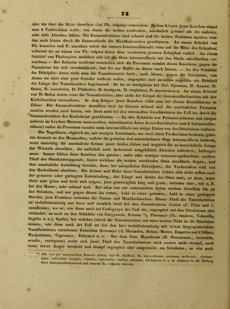 #4 oder bis über die Mitte derselben (bei Ph. vnlpiiia) erstrecken. In dem Körper jener Knochen nimmt man 6 Vorderzähne wahr, von denen die beiden vordersten, ansehnlich grösser als die anderen, sehr tiefe Alveolen bilden. Die Gaumenfortsätze sind schmal und die beiden Foramina incisiva wer- den nach hinten durch die Gaumentheile der Maxillarknochen geschlossen. An einem Schädel von Ph. lemurina und P. maculata stiess die äussere Intermaxillarnaht etwa auf die Mitte des Eckzahns während sie an einem von Ph. vulpina hinter dem vordersten grossen Eckzahne verlief. An einem Schädel von Phalangista maculata sah icli die Ossa intermaxillaria mit den Ossib. maxillaribus ver- wachsen. — Bei ßalantia cavifrons erstrecken sich die Processus nasales dieses Knochens, gegen die Nasenbeine hin sich verschmälernd, fast bis zur Hälfte an diesen nach hinten. - An den Schädeln der Didelphis-Arten sieht man die Nasenfortsätze breit, nach hinten, gegen die Stirnbeine, von denen sie aber eine gute Strecke entfeint enden, zugespitzt und meistens ungefähr ein Drittheil der Länge der Nasenknochen begränzend. So ist es wenigstens bei Did. Opossum, D. Azarae, D. Quica, D. cancrivora, D. Philander, D. dorsigera, D. virginiana, D. myosurus u. a. An einem Schädel von D. Ouica waren zwar die Nasenfortsätze, aber nicht der Körper der Intermaxillarknochen mit den Kieferknochen verwachsen. In dem Körper jener Knochen zählt man bei diesen ßeutelthiereu 10 Zähne. Die Gaumenfortsätze derselben sind im Ganzen schmal und die ansehnlichen Foramina incisiva werden nach hinten, wie diess auch bei den verwandten Geschlechtern der Fall ist, durch die Gaumenfortsätze der Kieferbeine geschlossen. — An den Schädeln von Petaurus sciureus und einigen anderen im Leydner Museum untersuchten, unbestimmten Arten dieses Geschlechts (mit 6 Interinaxillar- zahnen) enden die Processus nasales ossis intermaxillaris nur einige Linien von den Stirnbeinen entfernt. Die Nagethiere, obgleich sie, mit wenigen Ausnahmen, nur zwei obere Vorderzähne besitzen, gehö- ren dennoch zu den Mammalien, welche die grössten und entwickeltsten Ossa intermaxillaria besitzen, wozu unstreitig die ansehnliche Grösse jener beiden Zähne und zugleich die so beträchtliche Länge der Wurzeln derselben, die natürlich auch bedeutend ausgebildete Alveolen erfordern, beitragen muss. Immer bilden diese Knochen den ganzen, mehr oder weniger zusammengedrückten vordem Theil des Oberkieferapparats, hinter welchen die breiter werdenden Ossa maxillaria liegen, und ihre ansehnliche Ausbildung bewirkt, dass, bei mangelnden Eckzähnen, die Vorderzähne weit von den Backzähnen abstehen. Die Grösse und Höhe ihrer Nasenfortsätze richtet sich nicht selten nach der grossem oder geringem Entwickelung, der Länge und Breite der Ossa nasi, so dass, wenn diese sehr gross und breit sich zeigen, jene gemeiniglich lang und gross, mitunter aber, wie z. B. bei den Hasen, sehr schmal sind. Bei allen von mir untersuchten Arten reichen dieselben bis an das Stirnbein, und nur gegen dieses hin treten, bald in einer grossem, bald in einer geringem Strecke, jene Fortsätze zwischen die Nasen- und Maxillarknochen. Dieser Theil der Nasenfortsätze ist verhaltnissmassig nur kurz und ziemlich breit bei den Geschlechtern Castor (C. Fiber und V. canadensis), wo er, wie diess auch bei Coelogenys der Fall ist, zugespitzt mit den Stirnbeinen sich verbindet; so auch an den Schädeln von Dasyprocta, Seiurus % Pteromys (Pt. russicus, Volucella, Sagitta u. a.), Spalax, bei welchen jedoch die Nasenfortsätze mit einer breiten Naht an die Stirnbeine stossen, wie diess auch der Fall ist bei den hier verhaltnissmassig mit etwas längergestreckten Nasalfortsatzen versehenen Generibus Arctomys (A. Marmotta, Bobac, Monax, Empetra und Citillus), Myopotamus, Oapromys, Echymys u. a. Bei dem Gen. Hypudaeus (H. Oeconomus, terrestris, aivalis, variegatus) endet sich jener Theil des Nasenfortsatzes nach aussen mehr stumpf, nach innen etwas länger werdend und stumpf zugespitzt oder ausgezackt, am Stirnbeine, so wie auch *) Alle von mir untersuchten Seiurus-Arten, wie Sc. Rafflesii, Sc. nigrovittatus, aestuans, mclanotis , cinnamo- meus, ui sonnis, lnsignis, vittatus, capistrafus, rutilus, maximus, trivirgatus u. s. w. stimmen in der Bildung inrei Intermaxillarknochen mit unserm Sc. vulgaris iiberein.