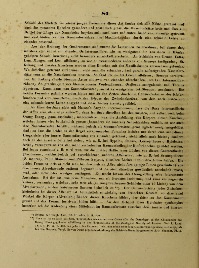 Schädel des Skeletts von einem jungen Exemplare dieser Art fanden sich alle Nähte getrennt und auch die genannten Knochen gesondert und ansehnlich gross, die Nasenfortsätze breit und über ei« Drittel der Länge der Nasenbeine begränzend, nach vorn und unten beide von einander getrennt und erst hinten an den Gaumenfortsätzen der Maxillarknochen durch eine schmale Leiste an einander stossend. Aus der Ordnung der Quadrumanen sind zuerst die Lemurinen zu erwähnen, bei denen das, meistens vier Zähne enthaltende, Os intermaxillare, wie es wenigstens die von ihnen in Händen gehabten Schädel beweisen, nicht besonders entwickelt erscheint. An Schädeln von Lemur Catta, Lern. Mongoz und Lern, albifrons, so wie an verschiedenen anderen von Stenops tardigradus, St. Kukang und Tarsius Spectrum wurden diese Knochen mit den Maxillarbeinen verwachsen gefunden. Wo dieselben getrennt Vorkommen, sieht man die schmalen, fast gerade aufsteigenden Nasenfort- sätze vorn an die Nasenknochen stossen. So fand ich es bei Lemur albifrons, Stenops tardigra- dus, St. Kukang (beide Stenops-Arten mit zwei von einander abstehenden, starken Intermaxillar- zähnen), St. gracilis (mit vier kleinen oberen Vorderzähnen), Otolicnus senegalensis und Tarsius Spectrum. Kaum kann man Gaumenfortsätze, so ist es wenigstens bei Stenops, annehmen. Die beiden Foramina palatina werden hinten und an den Seiten durch die Gaumenfortsätze der Kiefer- knochen und vorn unmittelbar durch den Körper des Zwischenkiefers, von dem nach hinten nur eine schmale kurze Leiste ausgeht und diese Löcher trennt, gebildet. Ich kann duichaus nicht mit Meckels Angabe übereinstimmen, dass die Ossa intermaxillaria dei Affen sehr klein seyn sollen*) 5 denn ich finde dieselben bei den meisten, und selbst noch beim Drang Utang, ganz ansehnlich, insbesondere, was die Ausbildung des Körpers dieser Knochen, welcher immer vier beträchtlich grosse (besonders die inneren) Schneidezähne enthält, so wie auch ihie Nasenfoitsätze betiifft; während jedoch die Gaumenfortsätze gemeiniglich wenig ausgebildet sind; so dass die beiden in der Regel vorkommenden Foramina incisiva nur durch eine sehr dünne Längsleiste (der innere Gaumenfortsatz) von einander getrennt, nicht allein nach hinten, sondern auch an dei äussein Seite bei vielen, wie z. B. bei Hypale-, Cebns-, Cercopithecus-, Hylobates- Arten, vorzugsweise von den mehr vortretenden Gaumentheilen der Kieferknochen gebildet werden. Bei Inuus ecaudatus z. B. wird etwa nur die hintere Hälfte jener Löcher von diesen Gaumentheilen geschlossen , welche jedoch bei verschiedenen anderen Affenarten , wie z. B. bei Semnopithecus (S. maurus), Papio Maimon und Pithecus Satyrus, dieselben Löcher nur hinten bilden helfen. Die beiden Foramina incisiva sieht man bei den meisten Affen nicht fern (einige Linien gewöhnlich) von dem innern Alveolarrande entfernt beginnen und es sind dieselben gewöhnlich ansehnlich gross, oval, oder mehr oder weniger verlängert. Es macht hievon der Orang-Utang eine interessante Ausnahme. Bei ihm ist, wie beim Menschen, nur ein Foramen incisivum, und zwar ein ungemein kleines, vorhanden, welches, sehr weit ab (an ausgewachsenen Schädeln etwa 10 Linien) von dem Alveolarrande, in dem knöchernen Gaumen befindlich ist **). Der Gaumenfortsatz jedes Zwischen- kieferbeins bei dieser Affenart ist beträchtlich entwickelt, von dreieekter Gestalt, so dass zwei Winkel die Körper-(Alveolar-) Ränder dieses Knochens bilden, der dritte an die Gaumennaht gränzt und das Foram. incisivum bilden hilft. — An dem Schädel eines Hylobates syudactylus bemerkte ich die Andeutung einer Mittelnaht im Gaumenfortsatz zwischen dem innern und äussern *) System der vergl. Anat. Bd. II. Abtli. 2. S. 529. ’■*) Eben so ist es auch bei Sirn. Troglodytcs nach einer von Owen (On thc Osteology of the Chimpanzee and Orang Utan) gegebenen Abbildung in den Transactions of tlie Zoological Society of London. Vol. I. Lond. 1835. 4. PI. 52. p. 348, wo jedoch das Foramen incisivum schon mehr dem Alveolarrande genähert sich zeigt, als bei Sirn. Satyrus. Vergl. die von Owen gegebene Abbildung des Schädels dieser leztgenannteu Art; ebendas. PI. 54.