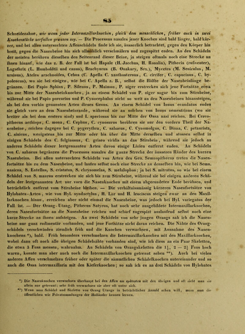 Sehneidezahne, ivie wenn jeder Intermaxillarknochen, gleich dem menschlichen, früher auch in %wei Knochenstücke zerfallen gewesen sey. — Die Processus nasales jener Knochen sind bald länger, bald kür- zer, und bei allen untersuchten Alfenschädeln finde ich sie, äusserlich betrachtet, gegen den Körper bin breit, gegen die Nasenbeine hin sich allmählich verseil malern und zugespitzt enden. An den Schädeln der meisten berühren dieselben den Seitenrand dieser Beine, ja steigen oftmals noch eine Strecke an ihnen hinauf, wie das z. B. der Fall ist bei Hapale (H. Jacchus, H. Rosalia), Pithecia (rufiventer), Lagothrix (L. Humboldtii und canus), Brachyurus (15* Ouakary, Spx.), Mycetes (M. Seniculus, M. ursinus), Ateles arachnoides, Cebus (C. Apella C. xanthosternus, C. cirrifer, C. capucinus, C. hy- poleucus), wo sie bei einigen, wie bei C. Apella z. B., selbst die Hälfte der Nasenbeinlänge be- gränzen. Bei Papio Sphinx, P. Silenus, P. Maimon, P. niger erstrecken sich jene Fortsätze etwa bis zur Mitte der Nasenbeinknochen , ja an einem Schädel von P. niger sogar bis zum Stirnbeine, während sie bei Papio porcarius und P. Cynocephalus nicht so weit an den Nasenbeinen hinansteigen, als bei den vorhin genannten Arten dieses Genus. An einem Schädel von Inuus ecaudatus enden sie gleich vorn an dem Nasenbeinrande, während sie an solchen von Inuus nemestrinus (wo sie breiter als bei dem erstem sind) und I. speciosus bis zur Mitte der Ossa nasi reichen. Bei Cerco- pithecus aethiops, C. mona, C. Cephus, C. cynosurus berühren sie nur den vordem Theil der Na- senbeine, reichen dagegen bei C. pygerythra, C. sabaeus, C. Cynomolgus, C. Diana, C. petaurista, C. sinicus, w enigstens bis zur Mitte oder bis über die Mitte derselben und stossen selbst in einigen Schädeln des C. fulginosus, C. griseo viridis an das Stirnbein , während sie jedoch an anderen Schädeln dieser leztgenannten Arten davon einige Linien entfernt enden. An Schädeln von C. sabaeus begränzen die Processus nasales die ganze Strecke der äusseren Ränder des kurzen Nasenbeins. Bei allen untersuchten Schädeln von Arten des Gen. Semnopithecus treten die Nasen- fortsätze bis zu dem Nasenbeine, und laufen selbst noch eine Strecke an denselben hin, wie bei Semn. nasicus, S. Entellus, S. cristatus, S. chrysomelas, S. melalophos; ja bei S. mitratus, so wie bei einem Schädel von S. maurus erstrecken sie sich bis zum Stirnbeine, während sie bei einigen anderen Schä- deln der leztgenannten Art nur vorn die Nasenknochen mit einem abgerundeten Ende berühren, und beträchtlich entfernt vom Stirnbeine bleiben. — Die verhältnissmässig kürzeren Nasenfortsätze von Hylobates-Arten , wie von Hyl. syndactylus, H. Lar und H. leucäscus steigen zwar an den Maxil- larknochen hinan , erreichen aber nicht einmal die Nasenbeine, was jedoch bei Hyl. variegatus der Fall ist. — Der Orang-Utang, Pithecus Satyrus, hat noch sehr ausgebildete Intermaxillarknochen, deren Nasenfortsätze an die Nasenbeine reichen und scharf zugespizt auslaufend selbst noch eine kurze Strecke an ihnen aufsteigen. An zwei Schädeln von sehr jungen Orangs sah ich die Nasen- beine nur ganz rudimentär vorhanden, und jene Fortsätze nicht daran reichen. Die Nähte des Orang- schädels verschwinden ziemlich früh und die Knochen venvachsen, mit Ausnahme des Nasen- knochens *), bald. Früh besonders verschmelzen die Intermaxillarknochen mit den Maxiilarknochen, w7obei dann oft noch alle übrigen Schädelnähte vorhanden sind, wie ich diess an ein Paar Skeletten, die etwa 3 Fuss messen, wahrnahm. An Schädeln von Orangskeletten die 1^, 2 — 21 Fuss hoch waren, konnte man aber auch noch die Intermaxillarknochen getrennt sehen **). Auch bei vielen anderen Affen verschmelzen früher oder später die sämmtlichen Schädelknochen untereinander und so auch die Ossa intermaxillaria mit den Kieferknochen; so sah ich es an drei Schädeln von Hylobates *) Die Nasenknochen verwachsen überhaupt bei den Affen am spätesten mit den übrigen und oft sieht man j-ie allein nur getrennt: sehr früh verwachsen sie aber oft unter sich. **) Wenn man Schädel und Skelette von Orang Utangs in beträchtlicher Anzahl sehen will, muss inan die öffentlichen wie Privatsammlungcu der Holländer kennen lernen.