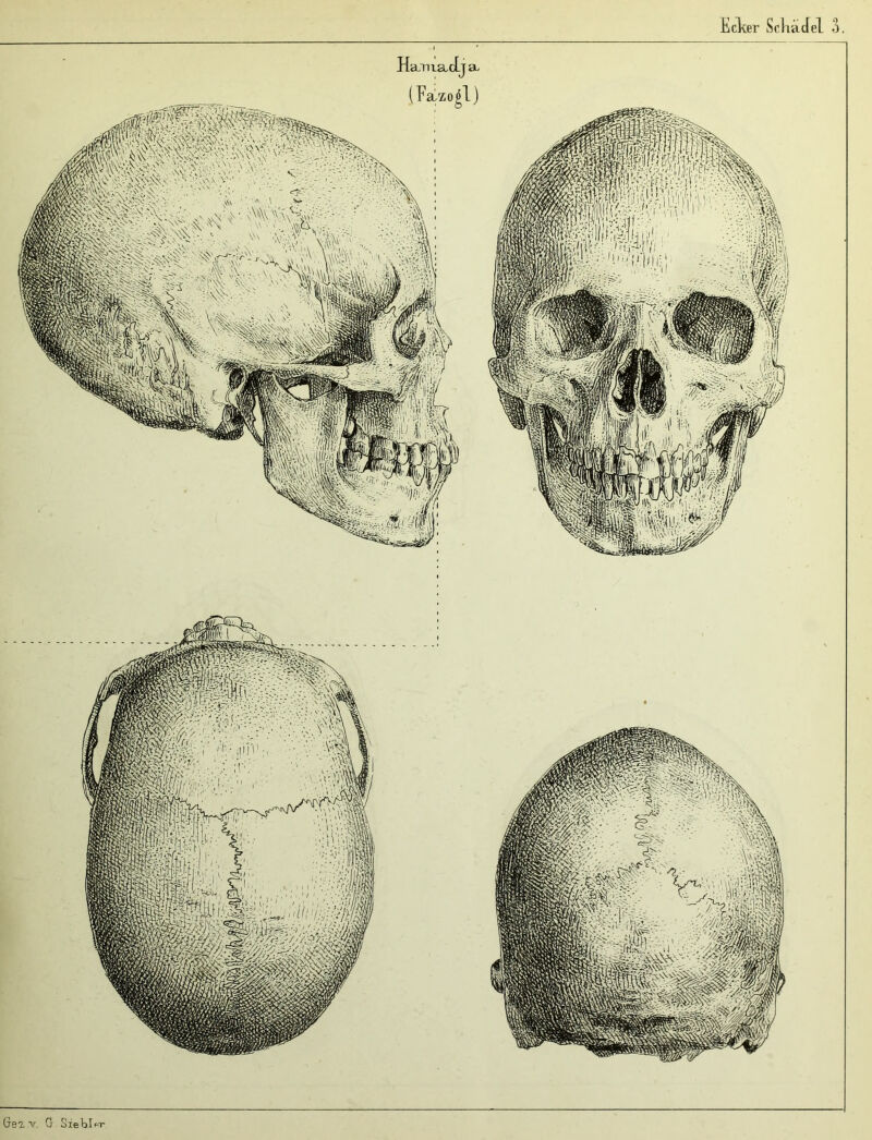 Hamadja Gei v, G Sie bl fr