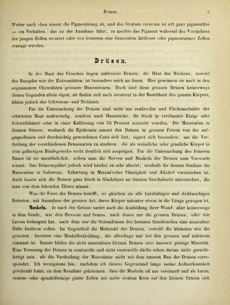 Weiter nach oben nimmt die Pigmentirung ab, und das Stratum corneum ist oft ganz pigmentfrei — ein Verhalten, das zu der Annahme führt, es möchte das Pigment während des Vorrückens der jungen Zellen zerstört oder von letzteren eine Generation farbloser oder pigmentarmer Zellen erzeugt werden. Drüsen. In der Haut des Frosches liegen zahlreiche Drüsen; die Haut des Rückens, sowohl des Rumpfes wie der Extremitäten, ist besonders reich an ihnen. Hier gewinnen sie auch in den sogenannten Ohrwülsten grössere Dimensionen. Doch sind diese grossen Drüsen keineswegs diesen Gegenden allein eigen, sie finden sich auch zerstreut in der Bauchhaut des ganzen Körpers, fehlen jedoch der Schwimm- und Nickhaut. Für die Untersuchung der Drüsen sind nicht nur senkrechte und Flächenschnitte der erhärteten Haut nothwendig, sondern auch Hautstücke, die frisch in verdünnter Essig- oder Schwefelsäure oder in einer Kalilösung von 35 Procent macerirt wurden. Die Maceration in dünnen Säuren, wodurch die Epidermis sammt den Drüsen in grossen Fetzen von der auf- gequollenen und durchsichtig gewordenen Cutis sich löst, eignet sich besonders, um die Ver- theilung der verschiedenen Drüsenarten zu studiren, die als weissliche oder grauliche Körper in dem gallertigen Bindegewebe recht deutlich sich ausprägen. Für die Untersuchung des feineren Baues ist sie unentbehrlich, sofern man die Nerven und Muskeln der Drüsen zum Vorwurfe nimmt. Das Drüsenepithel jedoch wird hierbei zu sehr alterirt, weshalb für dessen Studium die Maceration in Iodserum, Erhärtung in MüLLER’scher Flüssigkeit und Alkohol vorzuziehen ist. Auch lassen sich die Drüsen ganz frisch in Glaskörper an dünnen Geschabseln untersuchen, die man von dem lebenden Thiere nimmt. Was die Form der Drüsen betrifft , so gleichen sie alle kurzhalsigen und dickbauchigen Retorten, mit Ausnahme der grossen Art, deren Körper mitunter etwas in die Länge gezogen ist. Muskeln. Je nach der Grösse variirt auch die Ausbildung ihrer Wand, aber keineswegs in dem Grade, wie dies Hensche und Stieda, nach denen nur die grossen Drüsen, oder wie Leydig behauptet hat, nach dem nur die Seitendrüsen des braunen Grasfrosches eine musculöse Hülle besitzen sollen. Im Gegentheil die Mehrzahl der Drüsen, sowohl die kleinsten wie die grössten, besitzen eine Muskelbekleidung, die allerdings nur bei den grossen und mittleren constant ist. Immer bilden die nicht musculösen kleinen Drüsen eine äusserst geringe Minorität. Eine Trennung der Drüsen in contractile und nicht contractile dürfte schon darum nicht gerecht- fertigt sein, als die Vertheilung der Musculatur nicht mit dem inneren Bau der Drüsen corre- spondirt. Ich wenigstens bin, nachdem ich diesem Gegenstand lange meine Aufmerksamkeit geschenkt hatte, zu dem Resultate gekommen, dass die Muskeln oft nur vereinzelt und als kurze, rauten- oder spindelförmige platte Zellen mit mehr ovalem Kern auf den kleinen Drüsen sich