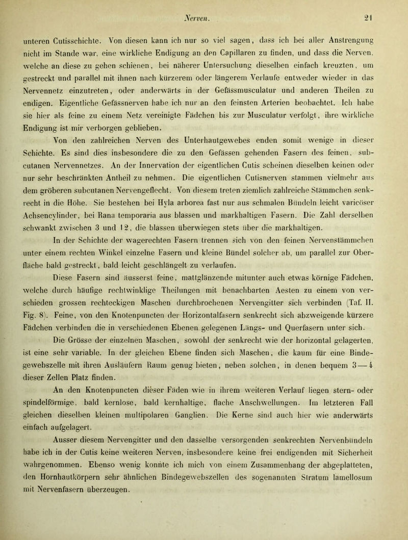 unteren Cutisschichte. Von diesen kann ich nur so viel sagen, dass ich bei aller Anstrengung nicht im Stande war, eine wirkliche Endigung an den Capillaren zu finden, und dass die Nerven, welche an diese zu gehen schienen, bei näherer Untersuchung dieselben einfach kreuzten, um gestreckt und parallel mit ihnen nach kürzerem oder längerem Verlaufe entweder wieder in das Nervennetz einzutreten, oder anderwärts in der Gefässmusculalur und anderen Theilen zu endigen. Eigentliche Gefässnerven habe ich nur an den feinsten Arterien beobachtet. Ich habe sie hier als feine zu einem Netz vereinigte Fädchen bis zur Musculatur verfolgt, ihre wirkliche Endigung ist mir verborgen geblieben. Von den zahlreichen Nerven des Unterhautgewebes enden somit wenige in dieser Schichte. Es sind dies insbesondere die zu den Gefässen gehenden Fasern des feinen, sub- cutanen Nervennetzes. An der Innervation der eigentlichen Cutis scheinen dieselben keinen oder nur sehr beschränkten Antheil zu nehmen. Die eigentlichen Cutisnerven stammen vielmehr aus dem gröberen subcutanen Nervengeflecht. Von diesem treten ziemlich zahlreiche Stämmchen senk- recht in die Höhe. Sie bestehen bei Hyla arborea fast nur aus schmalen Bündeln leicht varicöser Achsencylinder, bei Rana temporaria aus blassen und markhaltigen Fasern. Die Zahl derselben schwankt zwischen 3 und I 2, die blassen überwiegen stets über die markhaltigen. In der Schichte der wagerechten Fasern trennen sich von den feinen Nervenstämmchen unter einem rechten Winkel einzelne Fasern und kleine Bündel solcher ab, um parallel zur Ober- fläche bald gestreckt, bald leicht geschlängelt zu verlaufen. Diese Fasern sind äusserst feine, mattglänzende mitunter auch etwas körnige Fädchen. welche durch häufige rechtwinklige Theilungen mit benachbarten Aesten zu einem von ver- schieden grossen rechteckigen Maschen durchbrochenen Nervengitter sich verbinden (Taf. II. Fig. 8). Feine, von den Knotenpuncten der Horizontalfasern senkrecht sich abzweigende kürzere Fädchen verbinden die in verschiedenen Ebenen gelegenen Längs- und Querfasern unter sich. Die Grösse der einzelnen Maschen, sowohl der senkrecht wie der horizontal gelagerten, ist eine sehr variable. In der gleichen Ebene finden sich Maschen, die kaum für eine Binde- gewebszelle mit ihren Ausläufern Raum genug bieten, neben solchen, in denen bequem 3 — 4 dieser Zellen Platz finden. An den Knotenpuncten dieser Fäden wie in ihrem weiteren Verlauf liegen Stern- oder spindelförmige, bald kernlose, bald kernhaltige, flache Anschwellungen. Im letzteren Fall gleichen dieselben kleinen multipolaren Ganglien. Die Kerne sind auch hier wie anderwärts einfach aufgelagert. Ausser diesem Nervengitter und den dasselbe versorgenden senkrechten Nervenbündeln habe ich in der Cutis keine weiteren Nerven, insbesondere keine frei endigenden mit Sicherheit wahrgenommen. Ebenso wenig konnte ich mich von einem Zusammenhang der abgeplatteten, den Hornhautkörpern sehr ähnlichen Bindegewebszellen des sogenannten Stratum lamellosum mit Nervenfasern überzeugen.